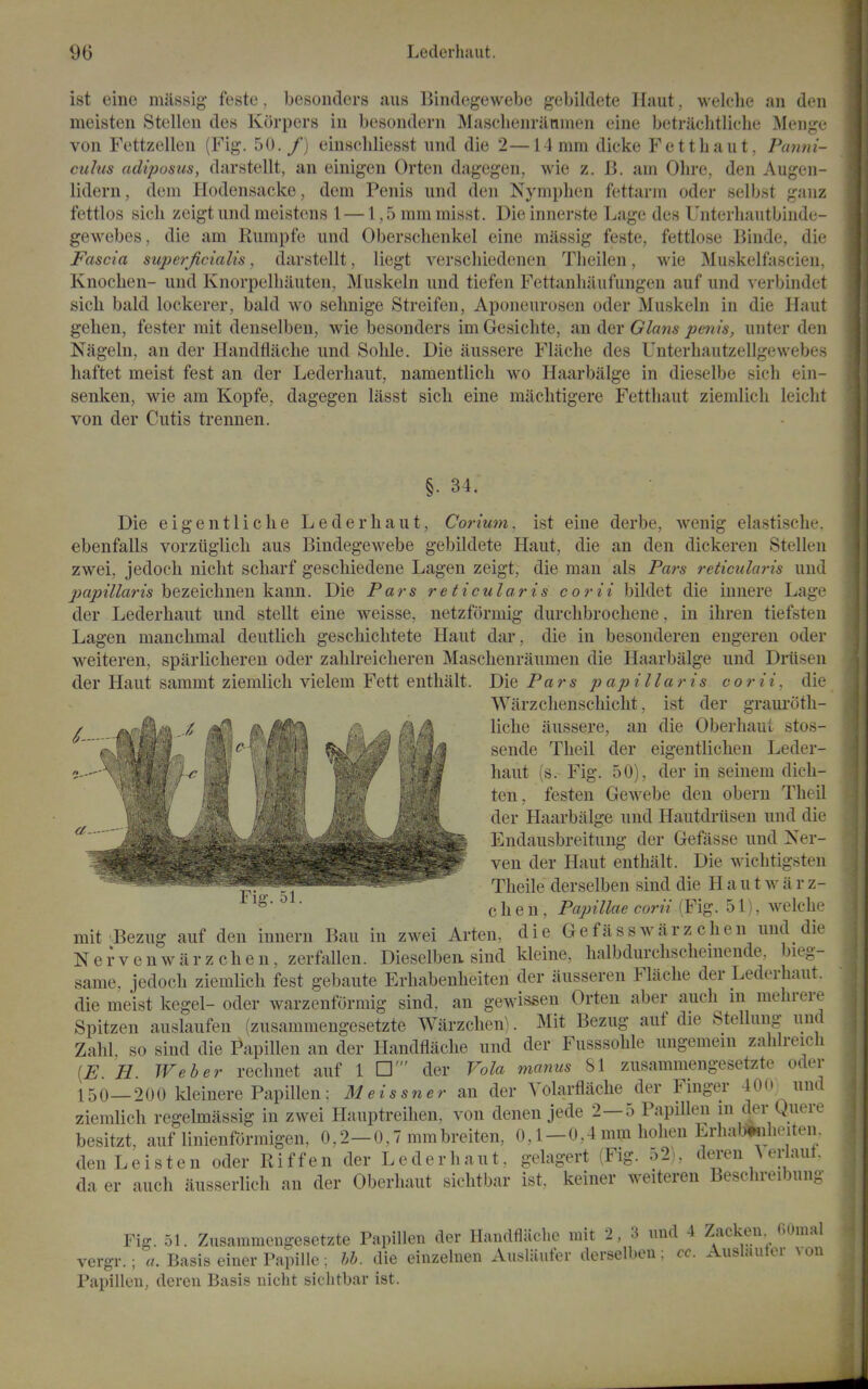 ist eiiic miissig feste, besondcrs aus Bindegewebe gebildete Ilaut, welclie an den meisten Stelleu de« Korpers in besondern Maschenriltinien eine bctraclitliche Menj^e von Fettzellen (Fig. 50./) einschliesst und die 2—14mm dicke Fettliaut, Panni- culus adipusus, darstellt, an einigen Orten dagegen, wie z. B. am Ohre, den Augen- lidern, dem Hodensacke, dem Penis und den Nymphen fettann oder selbst ganz fettlos sicli zeigt und meistens 1 —1,5 ramraisst. Dieinnernte Lage des Unterliautbinde- gewebes, die am Rumpfe und Oberschenkel eine massig feste, fettlose Binde, die Fascia superJiciaUs, darstellt, liegt verscliiedenen Tlieilen, wie Muskelfascien, Knochen- und Knorpelliiiuten, Muskeln und tiefen Fettanliaufungen auf und A erbindet sicli bald lockerer, bald wo sehnige Streifen, Aponeurosen oder Muskeln in die Haut gehen, fester mit denselben, wie besonders im Gesichte, an der Glans penis, unter den Nageln, an der Handflaclie und Sohle. Die aussere Flache des Unterhautzellgewebes haftet meist fest an der Lederhaut, namentlicli wo Haarbalge in dieselbe sich ein- senken, wie am Kopfe, dagegen lasst sicli eine miiclitigere Fetthaut ziemlich leiclit von der Cutis trennen. §. 34. Die eigentliclie Lederhaut, Corium. ist eine derbe, wenig elastisclie. ebenfalls vorziiglich aus Bindegewebe gebildete Haut, die an den dickeren Stellen zwei, jedoch nicht scliarf geschiedene Lagen zeigt, die man als Pars reticularis und j!^ajoe7/«m bezeichnen kann. Die Pars reticularis corii bildet die innere Lage der Lederhaut und stellt eine weisse, netzformig durchbrochene, in ihren tiefsten Lagen mauclimal deutlich geschichtete Haut dar, die in besonderen engeren oder weiteren, splirlicheren oder zahlreicheren Maschenraumen die Haarbalge und Driisen der Haut sammt ziemlich vielem Fett entlialt. Die Pars papillaris corii, die Warzchenschiclit, ist der grauroth- liche aussere, an die Oberhaul stos- sende Theil der eigentlichen Leder- haut (s. Fig. 50), der in seinem dich- ten, festen Gewebe den obern Theil der Haarbalge und Hautdriisen und die Endausbreitung der Gefasse und Ner- ven der Haut enthalt. Die wichtigsten Theile derselben sind die Haut w a r z- c h e n, Papillae corii (Fig. 51), welche mit Bezug auf den innern Bau in zwei Arten, die Gefasswarz chen und die Nervenwarzchen, zerfallen. Dieselben sind kleine, halbdurchschemende, bieg- same. jedoch ziemlich fest gebaute Erhabenheiteu der ausseren Flache der Lederhaut. die meist kegel- oder warzenformig sind, an gewissen Orten aber auch m mehrere Spitzen auslaufen (zusammengesetzte Warzchen^. Mit Bezug auf die Stellung und Zahl, so sind die I^apillen an der Handflache und der Fusssohle ungemein zahlreich [E. H. Weber rechiiet auf 1 □' der Vola manus SI zusammengesetzte oder 150—200 kleinere Papillen: Meissner an der Yolarflache der Finger 400^und ziemlich regelmassig in zwei Hauptreihen, von deiien jede 2—5 Papillen m der Qiiere besitzt, auf linienformigen, 0,2-0,7 mmbreiten, 0,1-0,4 mm liohen Lrhab»jiheiten. denLeisten oder Riff en der Lederhaut. gelagert (Fig. 52), deren \ei-laut. da er auch ausserlich an der Oberhaut sichtbar ist, keiner weiteren Beschreibung Fig. 51. Zusammengesetzte Papillen der Handflaclie mit 2, 3 und 4 Zackeu GOmal vergr.; a. Basis einer Papille; hh. die einzelnen Auslliufer derselben; cc. Auslauter von Papillen, dereu Basis nicht sichtbar ist.