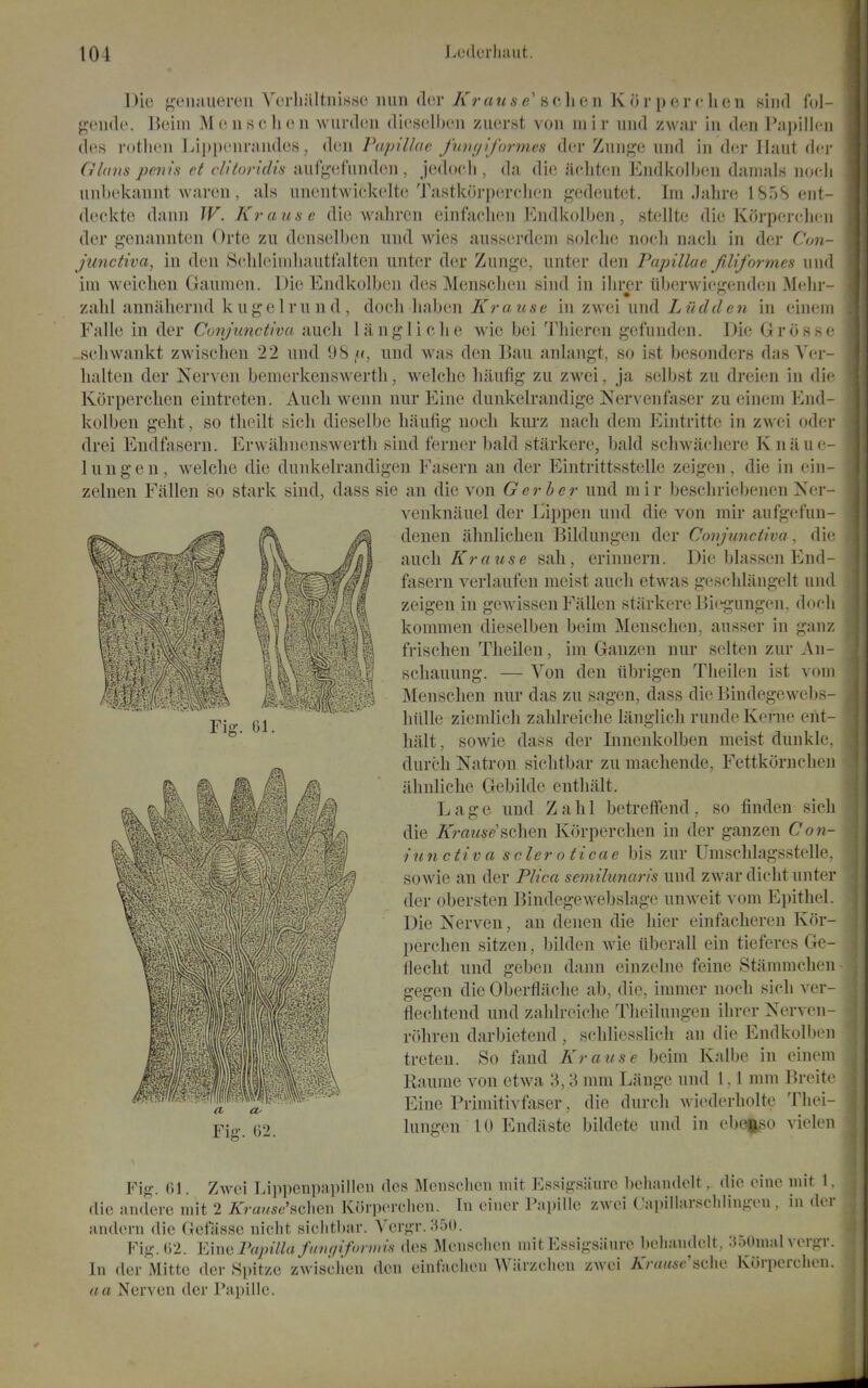 Die ^eiiMueren Verliiiltnissc nun dcr Kr uu s e b c, li c n K o r \s o r c li o n siiid fol- gende. liciiu Monschon wiirdon dicsclben ziierst von mir und zwar in den Papilloi des rotlien Lii)pcnnindcs, den Papillae fwu/iformes der Znnge und in der Ilaut dcj- Gluns penis et clitoridis aufgofundcn , jedocli, da die aeliten Endkoll)(!n danialn noeli unbokannt waren , als unentwickelte Tastkoi'ixirdien {^edeutet. Im Jahre ISoS ent- deckte dann W. Krause die wahren einfachen Endkolben, stellte die Korperclicn der genannten Orte zu denselbcn und wies ausserdem .solclie nocli nacli in dei- Con- junctiva, in den Scldeiiiiliautfalten unter der Zunge, unt(!r den Papillae filiformcs und im weichen Gaunien. Die Endkolben des Mensclien sind in ilirer iiberwie^renden Mehr- zahl annaliernd kugelrund, doeh liaben Krause in zwei und Lad den in eineui Falle in der Conjunctiva aucli langliclie wie bei Tbieren gefund(;n. Die Grosse seliwankt zwischen 22 und 98,n, und was den Bau anlangt, so ist besonders das Ver- lialten der Nerven bemerkensAvertli, welche luiufig zu zwei, ja selbst zu dreien in die Korperchen eintreten. Aucli wenn nur Eine dunkelrandige Nervenfaser zu einem End- kolben gelit, so tlieilt sicli dieselbe liaufig nocli kurz nacli dem Eintritte in zwei oder drei Endfasern. Erwiihuenswerth sind ferner bald stiirkere, bald selnvacliere Knaue- luugen, welche die dunkelrandigen Fasern an der Eintrittsstelle zeigen, die in ein- zelnen Fallen so stark sind, dass sie an die von Gerher und mir bescliriebenen Ner- venknauel der Lippen und die von mir aufgefun- denen ahnliclien Bildungen der Conjunctiva, die aucli/iTrrtwse sah, erinnern. Die blassen End- fasern verlaufen meist aucli etwas ges(dilangelt und zeigen in gCAvissen Fallen starkereBiegungen, docli kommen dieselben beim Mensclien, ausser in ganz frischen Tlieileu, im Gauzen nur selten zur An- scliauung. — Von den ilbrigen Tlieilen ist voiii Mensclien nur das zu sagen, dass die Bindegewebs- liiille ziemlich zahlreicbe langlicli ruude Kerne ent- lialt, sowie dass der Inneukolben meist duuklc. durcli Natron siclitbar zu macliende, Fettkornclien alinliclie Gebilde enthalt. L a g e und Zahl betrelfend , so finden sicli die ^me<se'schen Korperchen in der ganzen Con- iunctiva scler o ticae bis zur Umsclilagsstelle. sowie an der Plica semilunaris und zwar dicht unter der obersten Bindegewebslage unweit vom Epithel. Die Nerven, an denen die hier einfacheren Kor- perchen sitzen, bilden wie ilberall ein tieferes Ge- flecht und geben dann einzelne feine Stammchen gegen die Oberflache ab, die, immer nocli sich ver- flechtend und zahlreiclie Theilungen ihrer Nerven- rohren darbietend , schliesslich an die Endkolben treteu. So fand Krause beim Kalbe in einem Raume von etwa 3,3 mm Lange und 1, i mm Breite Eine Primitivfaser, die durcli wiederholte Thei- lungen 10 Endaste bildete und in ebof^so vielen Fig. 61, Fig. 61. Zwei LippcTipai)incn des Mensclien mit Essigsiiurc beliandelt, die eine mit 1. die andere mit 2 Krause'^c\\exi Koriierclien. In einor Pupillc zwei Capillarschlingeu , in der andern die Gefiisse nicht siclitbar. Vergr. 350. Fig. 62. Einii Papilla fatu/iformis des Mensclien mit Essii;siiure beliandelt, ;ioOmal vergr. In der Mitte dcr Spit/.e zwisclien den einfaclieu Warzclien zwei Krause sdio Korperchen. a a Nerven der Papille.