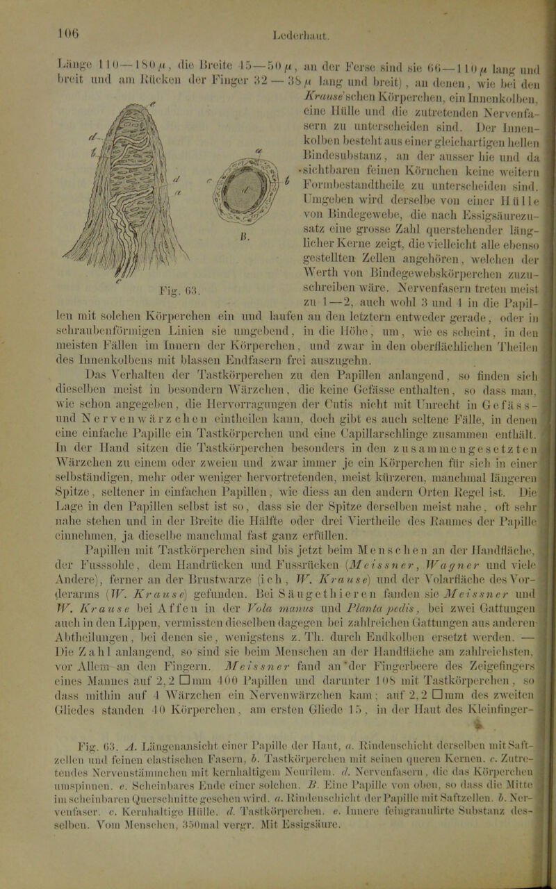 LuiUn'liiiiit. SO,a, (lie llrcitu 15—50^, uii dor Fc.rso hijitl ,sic (id—110/i kng uml [{iickeii (lor Fiug-cr ;{2 — ;iS/< l;uij^- uiid l,rcit) , un doiiuii, wic Ixn den n. lAhv^c I I 0 — ISO ,a brcit und niu 1 7rm<fie'H(-licii Korpoi-cJieii, ein lniicnk(»ll>en, eiiie Hulle uud die ziitrctciiden Nervcnfa- sern zu untcrsclieiden Kind. Der Innen- kolben bcstolit aus cinor ^deicliarti^ain liellen ljinde,siil).stanz, an der ausser liie und da siehtbareu feinen Kornchen keine weitern Foniibestandtlieile zu untersclieiden fsind. lJnij,'eben wird der.selbe von eiiier IIulie von Bindeg-ewebe, die nacli Essigsiiurezu- satz eine grosse Zalil quersteliender lang- liclier Kerne zeigt, die vielleiclit alle ebenso gestellten Zellen angehoren, welclien der Wertli von Bindegewebskorperclien zuzu- schreiben ware. Nervenfasern treten meist zu I—2, auch wohl 3 und 1 in die Papil- len mit solclien Kiirperchen ein und laufen an den letztcrn entweder gerade, oder in scliraubenforiiiigen Linien sie unigcbend, indielloliej uni, wie es .sclicint, in den meisten 1^'allen ini Inuern der Korperclien, und zwar in den oberfiilehliclien Tlieilen des Innenkolbens mit blassen Endfasern frei auszugelin. Das Yerhalten der Tastkorperclien zu den Papillen anlangend, so finden sleh diesclben meist in besondern Warzchen, die keine Gefasse entlialten, so dass man, wie schon angegeben, die llervorrngungen der Cutis niclit mit Unrecht in Gefass- und N ervenAviirz clien eintlieilen kann, doch gibt es aucli seltene Fa lie, in denen eine einfadie Pnpille ein Tastkori)(U'clien und eine Capillarschliuge zusammen entUalt. In dor Hand sitzon die Tastkorperclien besouders in don z u s am me n go s e tz t o ii AViirzchen zu einein odor zweion und zwar immer je ein Korperclien fiir sicli in cinoi- selbstandigen, melir oder weniger liervortretenden, meist kiirzeren, mancliinal Ijingoroii Spitze, seltener in einf'aclien Papillen, Avie diess an den andern Orteu Kegel ist. Die Lage in den Papillen selbst ist so, dass sie der Spitze derselben meist nahe, oft sehr nalie stehen und in der Breito die ITiilfte oder drei Yiertlieilo des Raumes der Papillc cinnelimen, ja dieselbe inanclimal fast ganz erfiillen. Papillen mit Tastkcirporclicn sind bis jotzt beim Mouse lien an der llandtijiclic dor Fusssulilo, dem llMndriickon und Fussriicken [Me issuer, Wagnei- uud violo Andere), forner an der Brustwarzo (ich, W. Krause) und dor Volarliache dosVor- dorarms [W. Krause) gefunden. Bei Siiugethieren fanden sie 3/e/5.9«cr und W. Krause bei Af fen in der Vola maims im([ Planta pedis, bei zwei Gattungon audi in den Lippen, vermissten dieselben dagegon bei zalilroiclien Gattungon aus anderen- Abtlicilungon, boi denen sie, wenigstens z. Tli. durcli Endkolbon ersetzt werdon. — Die Zalil anlangend, so sind sic beim Monsclien an der llnndtlaclie am znlilroicliston. vor Allcm aji den Fingern. Meissner fand an'der Fingorbooro des Zoigolingors eines Mannos auf 2,2 □mm 400 Papillen und daruntor lOS mit Tnstkorporchon , so dass mitliin auf 1 Warzchen ein Kervenwarzclion kam; auf 2,2 □mm dos zwoiton Gliedes standen 10 Korperclien , am ersten Gliede 15 , in dor llaut des Kloinfinger- Fig. (j.'i. A. Liingonansiclit oincr Papillo der Il.'iut, a. Jiiiulonscliiclit derselben niitSaft- zellen und feinen olastischcn Fasern, b. Tastkurpcrclicn mit scinen quercn Kenicn. c. Zutre- tcndes Ncrvonstiiiinnclicn mit kernlialtigcni Nciirileui. d. Nerveufasorn, die das Korperclien unisinnnen. e. Sclieinbares Ende einer solclien. 1}. Eine Papillo von oben, so dass die Mitte iiii sclieinbaron Qiiersclinitlogeselicn wird. ((. Ivindonscliiclit (lerPai)ille mit Saftzollon. h. Xor- venliiser. c. Kernlialtigo lUille. d. 'rastkr»r|)erclie-n. c. Innere foiiii;ranulirte 8iibstanz des- selbcn. Voin Menschcn, M50mal vcrgr. Mit Essigsiiure.