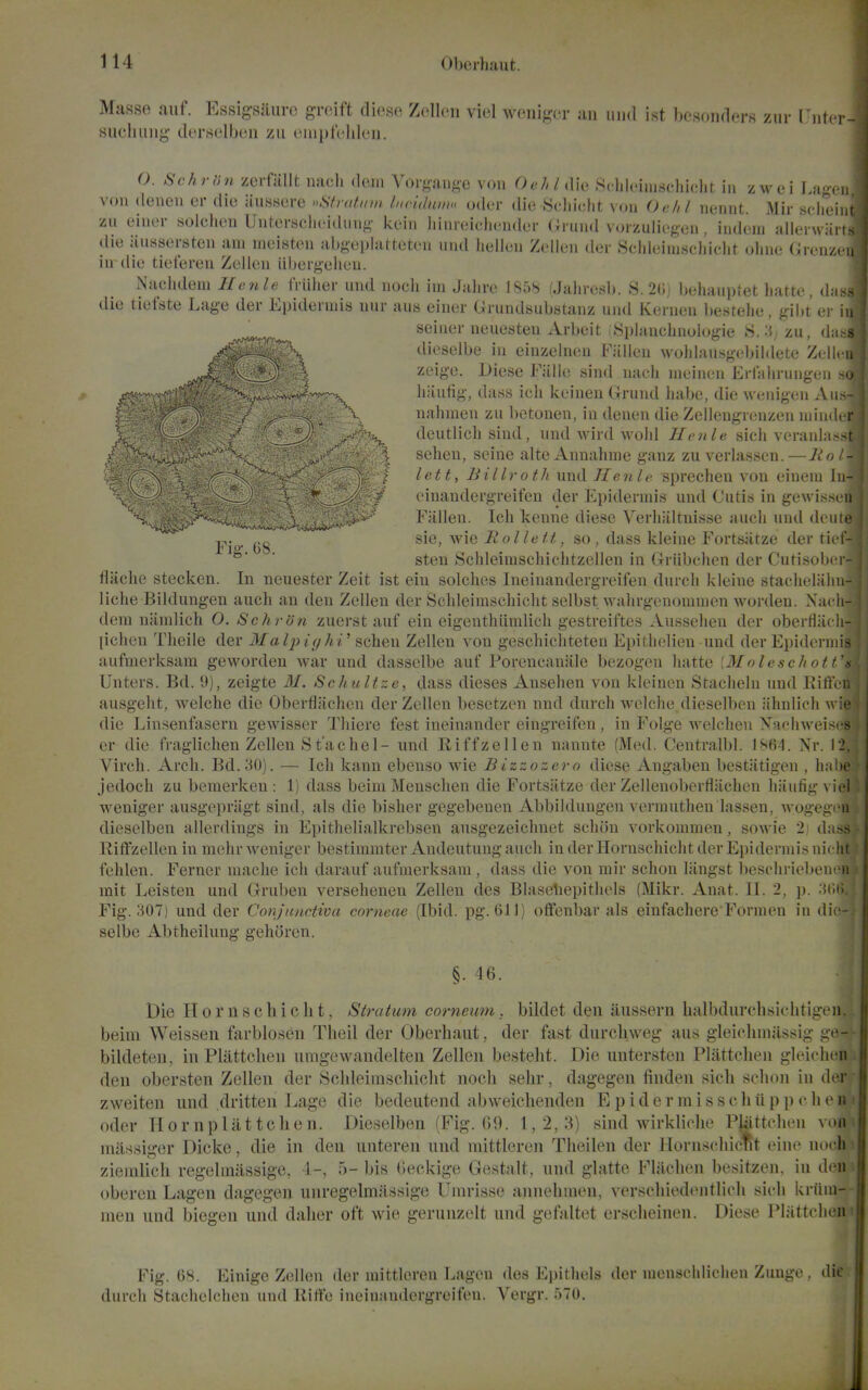 Masse auf. Plssigsiiurc groift diese Zellen viel weniger an imd ist besnnders zur IJiiter- siiclimig derselbeii zti eiii[)fch]('ii. O. SehrUn zerfallt nach dem Vorgaiige von 0«///di(, Sciilcini.scliiclit in zwei Lagcii von denen er die iiussere »Sty(itiim iHciduniu oder die Seliidit von Oa/il nennt. Mir sclieint zu finer soicheu Untersclieidung kein Innreicliender (Ji-iind vorzuliegen, indem allerwarts die iiussersten am moisten abgeplatteten und iiellen Zellen der Schleimsehicht ohne Grenzeu indie tieferen Zellen iibergelien. Nachdem Ilenle iViilier und noch im Jalire 1858 (Jalircsl). .S. 2(i, heliaiipiet harte, d;(.ss die tiefste Lage der Epidermis nur aus einer Grundsubstanz und Kernen be.stelie, gibt ei- in seiner neuesten Arbeit Splancbnologie S. .i zu, d; V Fig. 68. dieselbe in einzelnen Fallen woldausgebildete Zeh. n zeige. Diese Fiille sind nach meinen Erlahrungen u liiiulig, dass ich keinen Grand ha])e, die wenigen Au.-,- nahmcn zu bctonen, in denen die Zellengrenzen mindi r deutlicli sind, und wird Avoid Ilcnle sich veranl;it seheu, seine alte Annahme gauz zu verlassen.—lio - lett, Billroth und Jlenle sprecheu von einem In- einandcrgreifen der Epidermis und Cutis in gewissi h Fiillen. Ich keune diese Verliiiltnisse audi und dciiic sie, wie Rolleit, so, dass kleine Fortsiitze der ti< l- sten Schleimschielitzellen in Griibchen der Cutisobcr- Hiiche stecken. In neuester Zeit ist eiu solches Inelnandcrgreifeu durch kleine stacheliilni- liche Bildungen auch an den Zellen der Schleimsehicht selbst wahrgenomnien worden. Xacii- dera niimlich O. Schron zuerst auf ein eigenthiimlich gestreiftcs Ausselien der oberllii( li- [icheu Tlieile der MaIpiyhi' i^chQw Zellen von geschichteten Epithelien und der Epidermi- aufmerksam geworden war und dasselbe auf Porencanale bezogen hatte [Mnleschotf  Unters. Bd. 9), zeigte M. Schultze, dass dieses Ausehen von kleineu Stacheln und Rifi'. i ausgeht, welche die Oberfliichen der Zellen besetzen und durch welche dieselben iihnlieh \\ die Lin.senfasern gewisser Thiere fest ineinander eingreifen, in Folge welchen ynchweis«-s er die fraglichen Zellen S t'ache 1- und Riffzellen nannte (Med. Centralbl. 18R4. Nr. 12, Virch. Arch. Bd. 30). — Ich kann ebenso wie Bizzozero diese Angaben bestiitigen , halie Jedoch zu bemerken : 1) dass beim Menschen die Fortsiitze der Zellenoberfliichen hiiufig viel weniger ausgeprilgt sind, als die bisher gegebenen Abbilduugen verrauthen lassen, wogegi'ii dieselben allerdings in Epithelialkrebsen ausgezeichnet schon vorkommen, sowie 2; da.ss Riffzellen in mehr weniger bestimmter Andeutuug auch in der Hornschicht der Epidermis nicht fehlen. Ferner mache ich darauf aufmerksam , dass die von mir schon liingst beschriebencn mit Leisten und Gruben versehenen Zellen des Blaseliepithels (Mikr. Anat. II. 2, p. ;i(i(>. Fig. 307) und der Conjunctiva corneae (Ibid. pg. Oil) offenbar als eiufachere Formen in die-, selbe Abtheilung gehoren. §. 46. Die Hornscbiclit. Stratum corneum . bildet den iiussern halbdurchsiehtigei: beim Weissen farblosen Tlieil der Oberhaut, der fast durcliweg aus gleiohinassig ge^ bildeten, in Plattchen umgewandelten Zellen besteht. Die untersten Plattclieii gleiehe: deu obersten Zellen der Sclileimscliicht noch sehr, dagegen linden sich schon in der zweiten und dritten Lage die bedeutend abweichenden E p i d e r m i s s c h ii p p e h e n i oder Ilornplattchen. Dieselben (Fig. 69. 1,2,8) sind wirkliolie P^ttchen von^ massiger Dicke, die in den unteren und mittleren Theilen der Hornse]iic*t eine nochS ziemlich regelmassige, 1-, 5-bis deckige Gesta.lt, und glatte Fliiclien besitzen. in deni oberen Lagen dagegen unregelmassige Umrisse annehinen, verschiedentlieh sicli kriim-. men und biegen und daher oft wie gerunzelt und gefaltet erscheinen. Diese Plattclien'i Fig. 68. Einige Zellen der mittleren Lagen des Epithels der mensehlichen Zungo . die durch Stachelclien und liiffe ineinandergreifen. Vergr. 570.