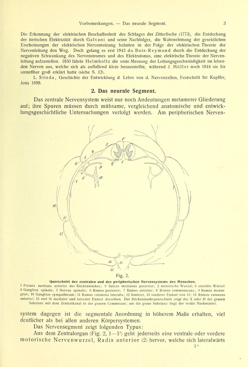 Die Erkennung der elektrischen Beschaffenheit des Schlages der Zitterfische (1773), die Entdeckung der tierischen Elektrizitat durch Galvani und seine Nachfolger, die Wahrnehmung der gesetzlichen Erscheinungen der elektrischen Nervenreizung bahnten in der Folge der elektrischen Theorie der Nervenleitung den Weg. Doch gelang es erst 1843 du Bois-Reymond durch die Entdeckung der negativen Schwankung des Nervenstromes und des Elektrotonus, eine elektrische Theorie der Nerven- leitung aufzustellen. 1850 fuhrte Helmholtz die erste Messung der Leitungsgeschwindigkeit im leben- den Nerven aus, welche sich als auffallend klein herausstellte, wahrend J. Miiller noch 1844 sie fur unmeBbar grofi erklart hatte (siehe S. 12). L. Stieda, Geschichte der Entwicklung d. Lehre von d. Nervenzellen, Festschrift fur Kupffer, Jena 1899. 2. Das neurale Segment. Das zentrale Nervensystem weist nur noch Andeutungen metamerer Gliederung auf; ihre Spuren mussen durch muhsame, vergleichend anatomische und entwick- lungsgeschichtliche Untersuchungen verfolgt werden. Am peripherischen Nerven- Fig. 2. Querschnitt des zentralen und des peripherischen Nervensystems des Menschen. 1 Fissura mediana anterior des Riickenmarkes; V Sulcus medianus posterior; 2 motorische Wurzel; 3 sensible Wurzel 4 Ganglion spinale; 5 Nervus spinalis; 6 Ramus posterior; 7 Ramus anterior; 8 Ramus communicans; 9 Ramus menin- geus; 10 Ganglion sympathicum; 11 Ramus cutaneus lateralis; 12 hinterer, 13 vorderer Endast von 11; 14 Ramus cutaneus anterior; 15 und 16 medialer und lateraler Endast desselben. Der Riickenmarksquerschnitt zeigt das X oder H der grauen Substanz mit dem Zentralkanal in der grauen Commissur; um die graue Substanz liegt der weifie Markmantei. system dagegen ist die segmentale Anordnung in hoherem Matte erhalten, viel deutlicher als bei alien anderen Korpersystemen. Das Nervensegment zeigt folgenden Typus: Aus dem Zentralorgan (Fig. 2, 1—1') geht jederseits eine ventrale oder vordere motorische Nervenwurzel, Radix anterior (2) hervor, welche sich lateralwarts l*