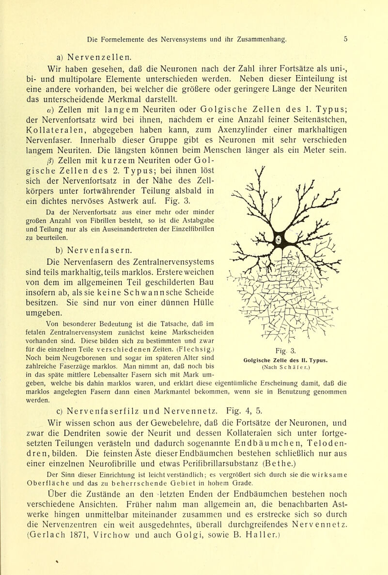a) Nervenzellen. Wir haben gesehen, da8 die Neuronen nach der Zahl ihrer Fortsatze als uni-, bi- und multipolare Elemente unterschieden werden. Neben dieser Einteilung ist eine andere vorhanden, bei welcher die grdfiere oder geringere Lange der Neuriten das unterscheidende Merkmal darstellt. a) Zellen mit langem Neuriten oder Golgische Zellen des 1. Typus; der Nervenfortsatz wird bei ihnen, nachdem er eine Anzahl feiner Seitenastchen, Kollateralen, abgegeben haben kann, zum Axenzylinder einer markhaltigen Nervenfaser. Innerhalb dieser Gruppe gibt es Neuronen mit sehr verschieden langem Neuriten. Die langsten konnen beim Menschen langer als ein Meter sein. /?) Zellen mit kurzem Neuriten oder Gol- gische Zellen des 2. Typus; bei ihnen lost sich der Nervenfortsatz in der Nahe des Zell- korpers unter fortwahrender Teilung alsbald in ein dichtes nervoses Astwerk auf. Fig. 3. Da der Nervenfortsatz aus einer mehr oder minder groBen Anzahl von Fibrillen besteht, so ist die Astabgabe und Teilung nur als ein Auseinandertreten der Einzelfibrillen zu beurteilen. b) Nervenfasern. Die Nervenfasern des Zentralnervensystems sind teils markhaltig.teils marklos. Erstereweichen von dem im allgemeinen Teil geschilderten Bau insofern ab, alssie keine Schwannsche Scheide besitzen. Sie sind nur von einer diinnen Hiille umgeben. Von besonderer Bedeutung ist die Tatsache, dafi im fetalen Zentralnervensystem zunachst keine Markscheiden vorhanden sind. Diese bilden sich zu bestimmten und zwar fur die einzelnen Teile verschiedenen Zeiten. (Flechsig.) Noch beim Neugeborenen und sogar im spateren Alter sind zahlreiche Faserziige marklos. Man nimmt an, dafi noch bis in das spate mittlere Lebensalter Fasern sich mit Mark um- geben, welche bis dahin marklos waren, und erklart diese eigentiimliche Erscheinung damit, dafi die marklos angelegten Fasern dann einen Markmantel bekommen, wenn sie in Benutzung genommen werden. c) Nervenfaserfilz und Nervennetz. Fig. 4, 5. Wir wissen schon aus der Gewebelehre, dafi die Fortsatze der Neuronen, und zwar die Dendriten sowie der Neurit und dessen Kollateralen sich unter fortge- setzten Teilungen verasteln und dadurch sogenannte Endbaumchen, Teloden- dren, bilden. Die feinsten Aste dieser Endbaumchen bestehen schliefilich nur aus einer einzelnen Neurofibrille und etwas Perifibrillarsubstanz (Bethe.) Der Sinn dieser Einrichtung ist leicht verstandlich; es vergrofiert sich durch sie die wirksame Oberflache und das zu beherrschende Gebiet in hohem Grade. Ober die Zustande an den letzten Enden der Endbaumchen bestehen noch verschiedene Ansichten. Friiher nahm man allgemein an, die benachbarten Ast- werke hingen unmittelbar miteinander zusammen und es erstrecke sich so durch die Nervenzentren ein weit ausgedehntes, uberall durchgreifendes Nervennetz. (Gerlach 1871, Virchow und auch Golgi, sowie B. Haller.) Fig. 3. Golgische Zelle des II. Typus. (Nach Schafer.)