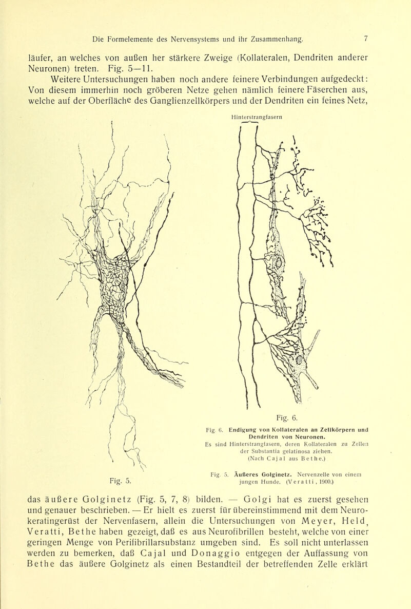 laufer, an welches von aufien her starkere Zweige (Kollateralen, Dendriten anderer Neuronen) treten. Fig. 5—11. Weitere Untersuchungen haben noch andere feinere Verbindungen aufgedeckt: Von diesem immerhin noch groberen Netze gehen namlich feinere Faserchen aus, welche auf der Oberflache des Ganglienzellkorpers und der Dendriten ein feines Netz, Hinterstrangfasern Fig. 5. Fig. 6. Fig. 6. Endigung von Kollateralen an Zellkorpern und Dendriten von Neuronen. Es sind Hinterstrangfasern, deren Kollateralen zu Zellen der Substantia gelatinosa Ziehen. (Nach Cajal aus Bethe.) Fig. 5. AulJeres Oolginetz. Nervenzelle von einem jungen Hunde. (V e r a 11 i , 1900.) das aufiere Golginetz (Fig. 5, 7, 8) bilden. - Golgi hat es zuerst gesehen und genauer beschrieben. — Er hielt es zuerst fiir ubereinstimmend mit dem Neuro- keratingerust der Nervenfasern, allein die Untersuchungen von Meyer, Held; Veratti, Bethe haben gezeigt, dafi es aus Neurofibrillen besteht, welche von einer geringen Menge von Perifibrillarsubstanz umgeben sind. Es soil nicht unterlassen werden zu bemerken, dafi Cajal und Donaggio entgegen der Auffassung von Bethe das aufiere Golginetz als einen Bestandteil der betreffenden Zelle erklart