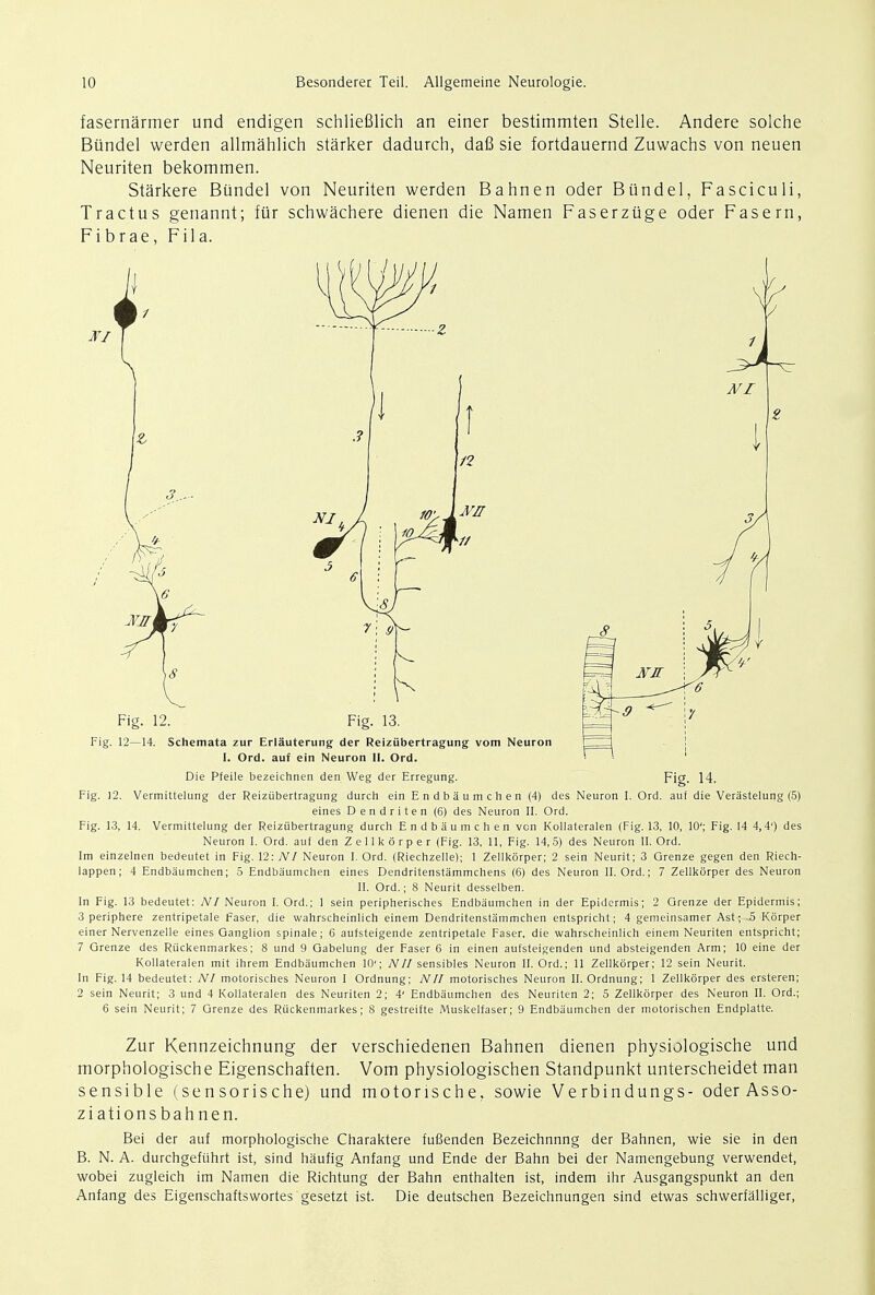 fasernarmer und endigen schliefilich an einer bestimmten Stelle. Andere solche Btindel werden allmahlich starker dadurch, dafi sie fortdauernd Zuwachs von neuen Neuriten bekommen. Starkere Biindel von Neuriten werden Bahnen oder Biindel, Fasciculi, Tractus genannt; fur schwachere dienen die Namen Faserziige oder Fasern, Fibrae, Fila. Fig. 12—14. Schemata zur Erlauterung der Reiziibertragung votn Neuron r = [. Ord. auf ein Neuron II. Ord. ■ ^ ' Die Pfeile bezeichnen den Weg der Erregung. Fig. 14. Fig. 12. Vermittelung der Reiziibertragung durch ein Endbaumchen (4) des Neuron I, Ord. auf die Verastelung (5) eines Dendriten (6) des Neuron II. Ord. Fig. 13, 14. Vermittelung der Reiziibertragung durch Endbaumchen von Kollateralen (Fig. 13, 10, 10'; Fig. 14 4,4') des Neuron I. Ord. auf den Zellkorper (Fig. 13, 11, Fig. 14,5) des Neuron II. Ord. Im einzelnen bedeutet in Fig. 12: NI Neuron I. Ord. (Riechzelle); 1 Zellkorper; 2 sein Neurit; 3 Grenze gegen den Riech- lappen; 4 Endbaumchen; 5 Endbaumchen eines Dendritenstammchens (6) des Neuron II. Ord.; 7 Zellkorper des Neuron II. Ord.; 8 Neurit desselben. In Fig. 13 bedeutet: NI Neuron I. Ord.; 1 sein peripherisches Endbaumchen in der Epidermis; 2 Grenze der Epidermis; 3 periphere zentripetale Faser, die wahrscheinlich einem Dendritenstammchen entspricht; 4 gemeinsamer Ast; 5 Korper einer Nervenzelle eines Ganglion spinale; 6 aufsteigende zentripetale Faser, die wahrscheinlich einem Neuriten entspricht; 7 Grenze des Rtickenmarkes; 8 und 9 Gabelung der Faser 6 in einen aufsteigenden und absteigenden Arm; 10 eine der Kollateralen mit ihrem Endbaumchen 10'; Nil sensibles Neuron II. Ord.; 11 Zellkorper; 12 sein Neurit. In Fig. 14 bedeutet: NI motorisches Neuron I Ordnung; NII motorisches Neuron II. Ordnung; 1 Zellkorper des ersteren; 2 sein Neurit; 3 und 4 Kollateralen des Neuriten 2; 4' Endbaumchen des Neuriten 2; 5 Zellkorper des Neuron II. Ord.; 6 sein Neurit; 7 Grenze des Rtickenmarkes; 8 gestreifte Muskelfaser; 9 Endbaumchen der motorischen Endplatte. Zur Kennzeichnung der verschiedenen Bahnen dienen physiologische und morphologische Eigenschaften. Vom physiologischen Standpunkt unterscheidet man sensible (sensorische) und motorische, sowie Verbindungs- oder Asso- ziationsbahnen. Bei der auf morphologische Charaktere fuBenden Bezeichnnng der Bahnen, wie sie in den B. N. A. durchgefiihrt ist, sind haufig Anfang und Ende der Bahn bei der Namengebung verwendet, wobei zugleich im Namen die Richtung der Bahn enthalten ist, indem ihr Ausgangspunkt an den Anfang des Eigenschaftswortes gesetzt ist. Die deutschen Bezeichnungen sind etwas schwerfalliger,