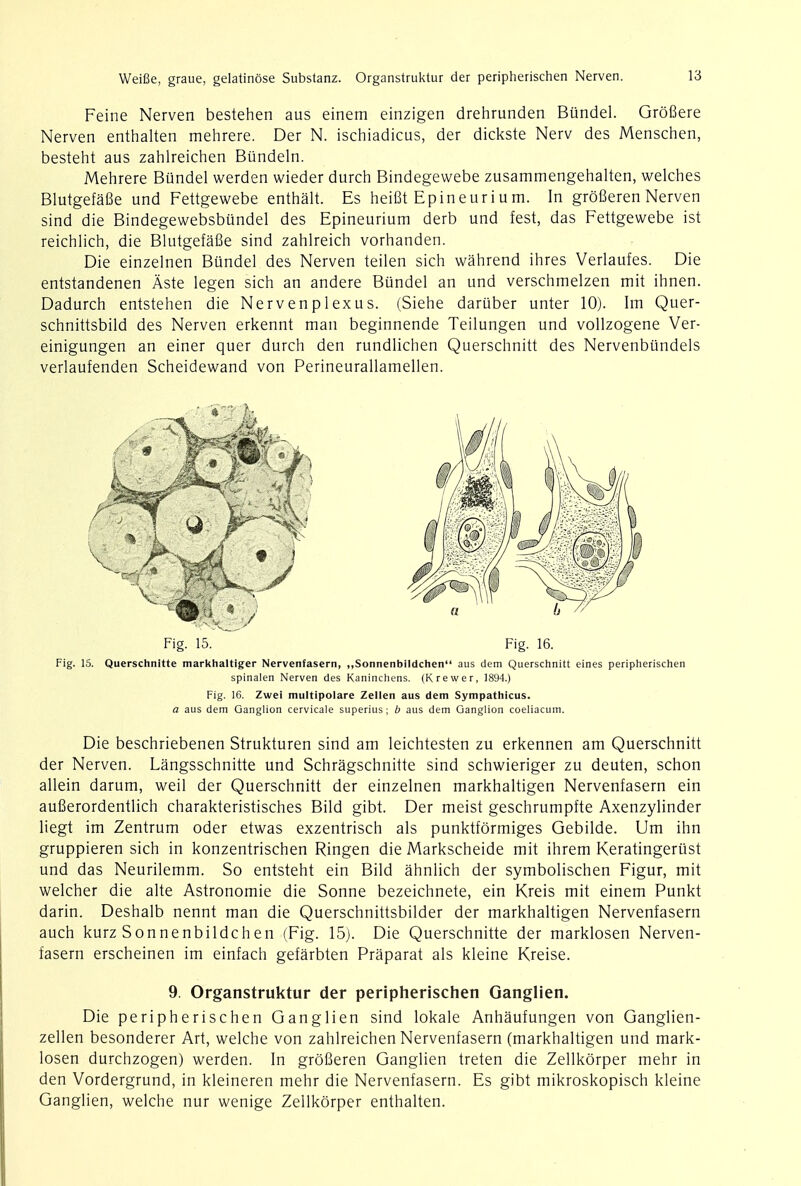 Weifie, graue, gelatinose Substanz. Organstruktur der peripherischen Nerven. Feine Nerven bestehen aus einem einzigen drehrunden Bundel. Grofiere Nerven enthalten mehrere. Der N. ischiadicus, der dickste Nerv des Menschen, besteht aus zahlreichen Biindeln. Mehrere Bundel werden wieder durch Bindegewebe zusammengehalten, welches BlutgefaSe und Fettgewebe enthalt. Es heifit Epineur i u m. In groBeren Nerven sind die Bindegewebsbundel des Epineurium derb und fest, das Fettgewebe ist reichlich, die Blutgefafie sind zahlreich vorhanden. Die einzelnen Bundel des Nerven teilen sich wahrend ihres Verlaufes. Die entstandenen Aste legen sich an andere Bundel an und verschmelzen mit ihnen. Dadurch entstehen die Nerv en pi ex us. (Siehe dariiber unter 10). Im Quer- schnittsbild des Nerven erkennt man beginnende Teilungen und vollzogene Ver- einigungen an einer quer durch den rundlichen Querschnitt des Nervenbiindels verlaufenden Scheidewand von Perineurallamellen. Fig. 15. Querschnitte markhaltiger Nervenfasern, „Sonnenbildchen aus dem Querschnitt eines peripherischen spinalen Nerven des Kaninchens. (Krewer, 1894.) Fig. 16. Zwei multipolars Zellen aus dem Sympathicus. a aus dem Ganglion cervicale superius; b aus dem Ganglion coeliacum. Die beschriebenen Strukturen sind am leichtesten zu erkennen am Querschnitt der Nerven. Langsschnitte und Schragschnitte sind schwieriger zu deuten, schon allein darum, weil der Querschnitt der einzelnen markhaltigen Nervenfasern ein auBerordentlich charakteristisches Bild gibt. Der meist geschrumpfte Axenzylinder liegt im Zentrum oder etwas exzentrisch als punktformiges Gebilde. Um ihn gruppieren sich in konzentrischen Ringen die Markscheide mit ihrem Keratingerust und das Neurilemm. So entsteht ein Bild ahnlich der symbolischen Figur, mit welcher die alte Astronomie die Sonne bezeichnete, ein Kreis mit einem Punkt darin. Deshalb nennt man die Querschnittsbilder der markhaltigen Nervenfasern auch kurz Sonnenbildchen (Fig. 15). Die Querschnitte der marklosen Nerven- fasern erscheinen im einfach gefarbten Praparat als kleine Kreise. Die peripherischen Ganglien sind lokale Anhaufungen von Ganglien- zellen besonderer Art, welche von zahlreichen Nervenfasern (markhaltigen und mark- losen durchzogen) werden. In grofieren Ganglien treten die Zellkorper mehr in den Vordergrund, in kleineren mehr die Nervenfasern. Es gibt mikroskopisch kleine Ganglien, welche nur wenige Zellkorper enthalten. Fig. 15. Fig. 16. 9. Organstruktur der peripherischen Ganglien.
