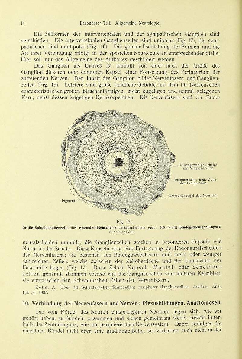 Die Zellformen der intervertebralen und der sympathischen Ganglien sind verschieden. Die intervertebralen Ganglienzellen sind unipolar (Fig. 17), die sym- pathischen sind multipolar (Fig. 16). Die genaue Darstellung derFormen und die Art ihrer Verbindung erfolgt in der speziellen Neurologie an entsprechender Stelle. Hier soil nur das Allgemeine des Aufbaues geschildert werden. Das Ganglion als Ganzes ist umhullt von einer nach der Grofie des Ganglion dickeren oder diinneren Kapsel, einer Fortsetzung des Perineurium der zutretenden Nerven. Den Inhalt des Ganglion bilden Nervenfasern und Ganglien- zellen (Fig. 19). Letztere sind grofie rundliche Gebilde mit dem fur Nervenzellen charakteristischen grofien blaschenformigen, meist kugeligen und zentral gelegenen Kern, nebst dessen kugeligen Kernkorperchen. Die Nervenfasern sind von Endo- . Bindegewebige Scheide mit Scheidenzellen Peripherische, helle Zone des Protoplasma l'~rj$- Ursprungshiigel des Neuriten Fig. 17. GroBe Spinalganglienzelle des gesunden Menschen (Langsdurchmesser gegen 100 ,«) mit bindegewebiger Kapsel. (L e n h o s s e k.) neuralscheiden umhullt; die Ganglienzellen stecken in besonderen Kapseln wie Nusse in der Schale. Diese Kapseln sind eine Fortsetzung der Endoneuralscheiden der Nervenfasern; sie bestehen aus Bindegewebsfasern und mehr oder weniger zahlreichen Zellen, welche zwischen der Zelloberflache und der Innenwand der Faserhulle liegen (Fig. 17). Diese Zellen, Kapsel-, Mantel- oder Scheiden- zellen genannt, stammen ebenso wie die Ganglienzellen vom auGeren Keimblatt, sie entsprechen den Schwannschen Zellen der Nervenfasern. Kohn. A. Ober die Scheidenzellen (Rnndzellen) peripherer Ganglienzellen. Anatom. Anz., Bd. 30, 1907. 10. Verbindung der Nervenfasern und Nerven: Plexusbildungen, Anastomosen. Die vom Korper des Neuron entsprungenen Neuriten legen sich, wie wir gehort haben, zu Bundeln zusammen und ziehen gemeinsam weiter sowohl inner- halb der Zentralorgane, wie im peripherischen Nervensystem. Dabei verfolgen die einzelnen Biindel nicht etwa eine gradlinige Bahn, sie verharren auch nicht in der