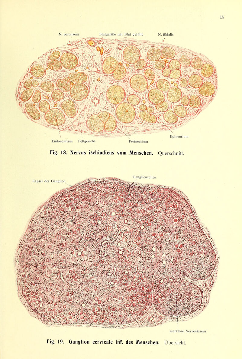 N. peronaeus BlutgefaBe mit Blut gefiillt N. tibialis Endoneurium Fettgewebe Perineurium Fig. 18. Nervus ischiadicus vom Menschen. Querschnitt. marklose Nervenfasern Fig. 19. Ganglion cervicale inf. des Menschen. Obersicht.