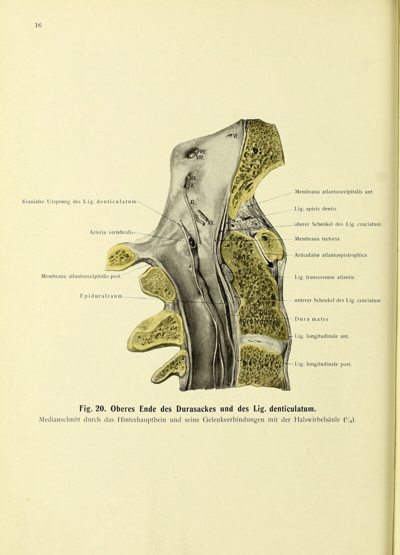 1C Fig. 20. Oberes Ende des Durasackes und des Lig. denticulatum. Medianschnitt durcli das Hinterhauptbein und seine Gelenkverbindungen mit der Halswirbelsaule (5/4).