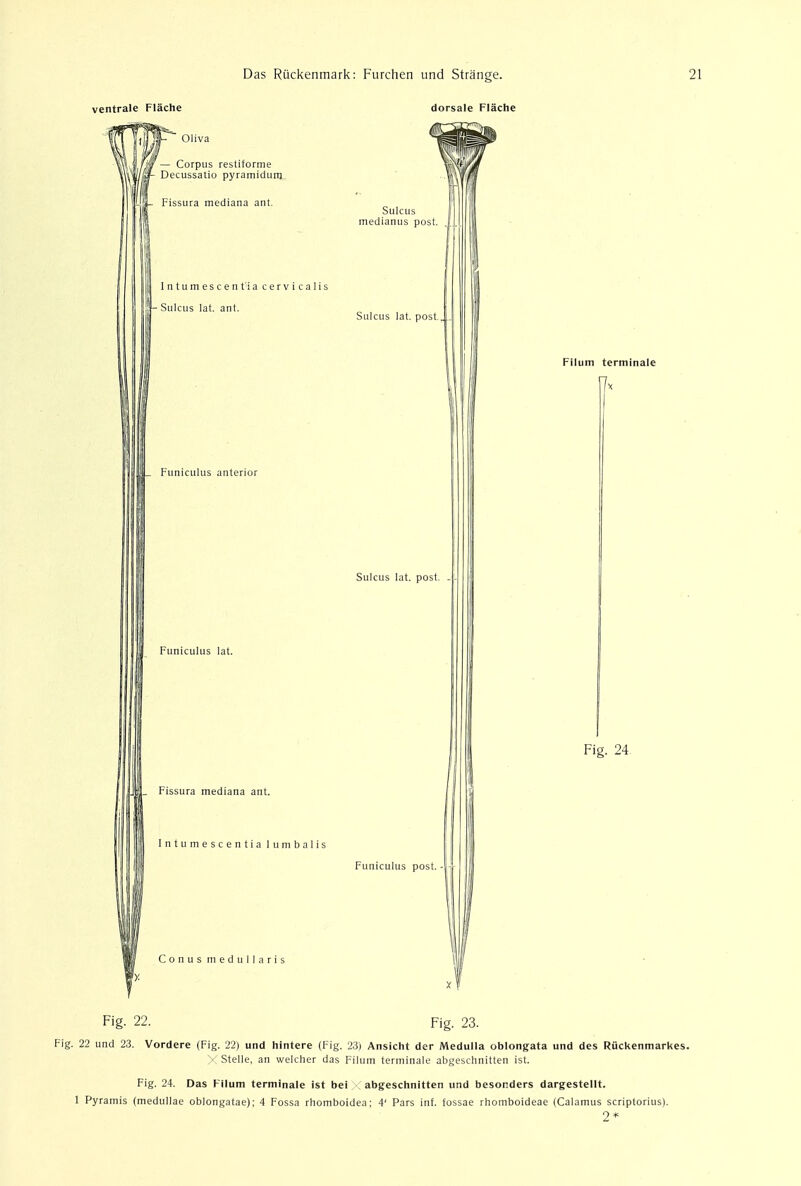 ventrale Flache dorsale Flache \'a Oliva — Corpus restiforme Decussatio pyramidum Fissura mediana ant. Intumescentia cervicalis - Sulcus lat. ant. Sulcus medianus post. Sulcus lat. post. Funiculus anterior Sulcus lat. post. - Funiculus lat. 1L Fissura mediana ant. Intumescentia lumbalis Funiculus post. Conus medullaris Filum terminale Fig. 24 Fig. 22. Fig. 23. Fig. 22 und 23. Vordere (Fig. 22) und hintere (Fig, 23) Ansicht der Medulla oblongata und des Riickenmarkes. XStelle, an welcher das Filum terminale abgeschnitten ist. Fig. 24. Das Filum terminale ist bei abgeschnitten und besonders dargestellt. 1 Pyramis (medullae oblongatae); 4 Fossa rhomboidea; 4' Pars inf. fossae rhomboideae (Calamus scriptorius). 2*