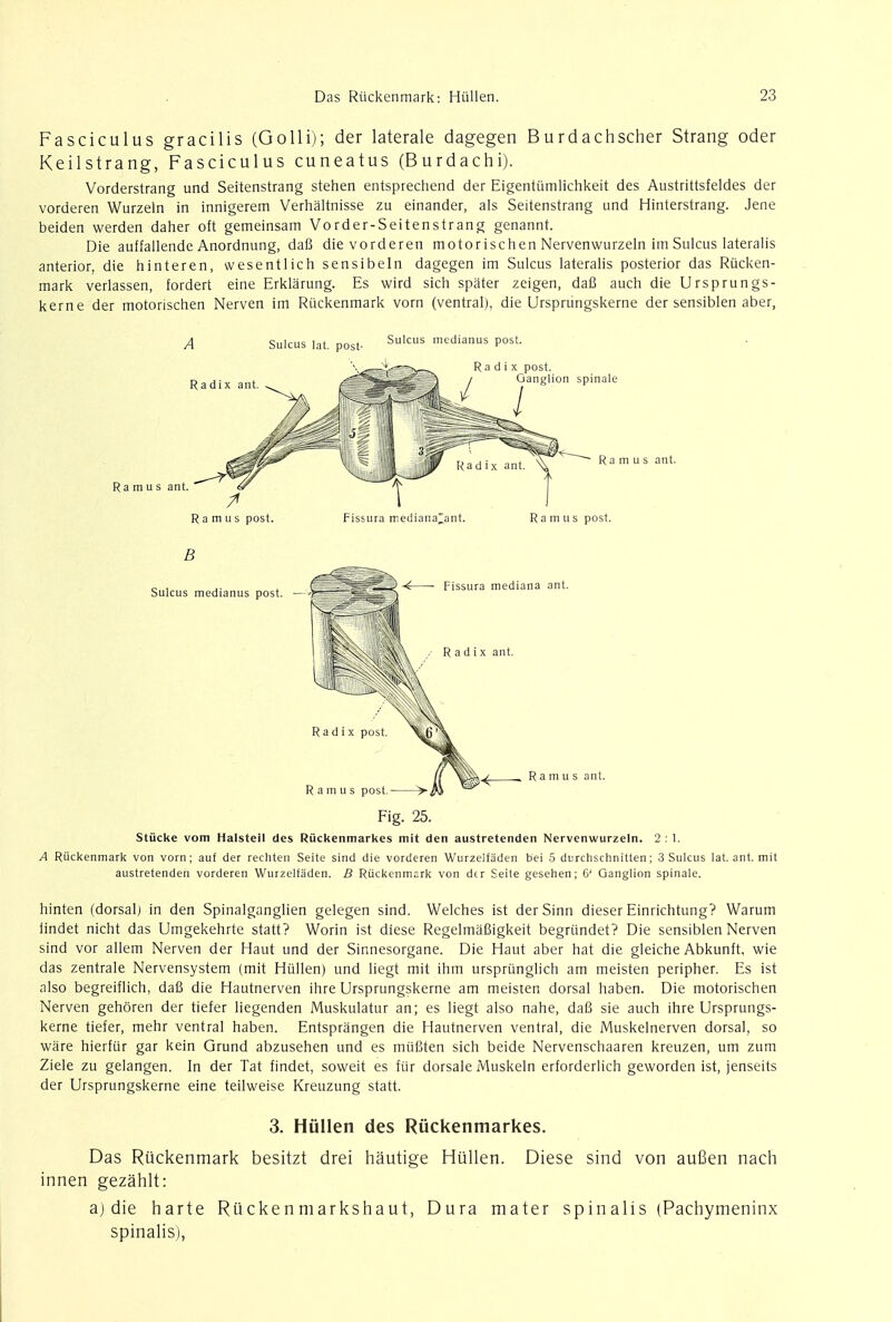 Fasciculus gracilis (Golli); der laterale dagegen Burdachscher Strang oder Keilstrang, Fasciculus cuneatus (Burdachi). Vorderstrang und Seitenstrang stehen entsprechend der Eigenttimlichkeit des Austrittsfeldes der vorderen Wurzeln in innigerem Verhaltnisse zu einander, als Seitenstrang und Hinterstrang. Jene beiden werden daher oft gemeinsam Vorder-Seitenstrang genannt. Die auffallende Anordnung, daB die vorderen motorischen Nervenwurzeln im Sulcus lateralis anterior, die hinteren, wesentlichsensibeln dagegen im Sulcus lateralis posterior das Riicken- mark verlassen, fordert eine Erklarung. Es wird sich sparer zeigen, daB auch die Ursprungs- kerne der motorischen Nerven im Ruckenmark vorn (ventral), die Ursprungskerne der sensiblen aber, Ramus post. Fissura mediana^ant. Ramus post. B Sulcus medianus post. — s ant. Fig. 25. Stiicke vom Halsteil des Riickenmarkes mit den austretenden Nervenwurzeln. 2 : 1. A Ruckenmark von vorn; auf der rechten Seite sind die vorderen Wurzelfaden bei 5 durchschnitten; 3 Sulcus lat. ant. mit austretenden vorderen Wurzelfaden. B Ruckenmark von dtr Seite gesehen; 6' Ganglion spinale. hinten (dorsal) in den Spinalganglien gelegen sind. Welches ist der Sinn dieser Einrichtung? Warum iindet nicht das Umgekehrte statt? Worin ist diese RegelmaBigkeit begriindet? Die sensiblen Nerven sind vor allem Nerven der Haut und der Sinnesorgane. Die Haut aber hat die gleiche Abkunft, wie das zentrale Nervensystem (mit Hullen) und liegt mit ihm ursprunglich am meisten peripher. Es ist also begreiflich, daB die Hautnerven ihre Ursprungskerne am meisten dorsal haben. Die motorischen Nerven gehoren der tiefer liegenden Muskulatur an; es liegt also nahe, daB sie auch ihre Ursprungs- kerne tiefer, mehr ventral haben. Entsprangen die Hautnerven ventral, die Muskelnerven dorsal, so ware hierfiir gar kein Grund abzusehen und es muBten sich beide Nervenschaaren kreuzen, um zum Ziele zu gelangen. In der Tat findet, soweit es fiir dorsale iVluskeln erforderlich geworden ist, jenseits der Ursprungskerne eine teilweise Kreuzung statt. 3. Hullen des Riickenmarkes. Das Ruckenmark besitzt drei hautige Hullen. Diese sind von aufien nach innen gezahlt: aj die harte Ruckenmarkshaut, Dura mater spinalis (Pachymeninx spinalis),