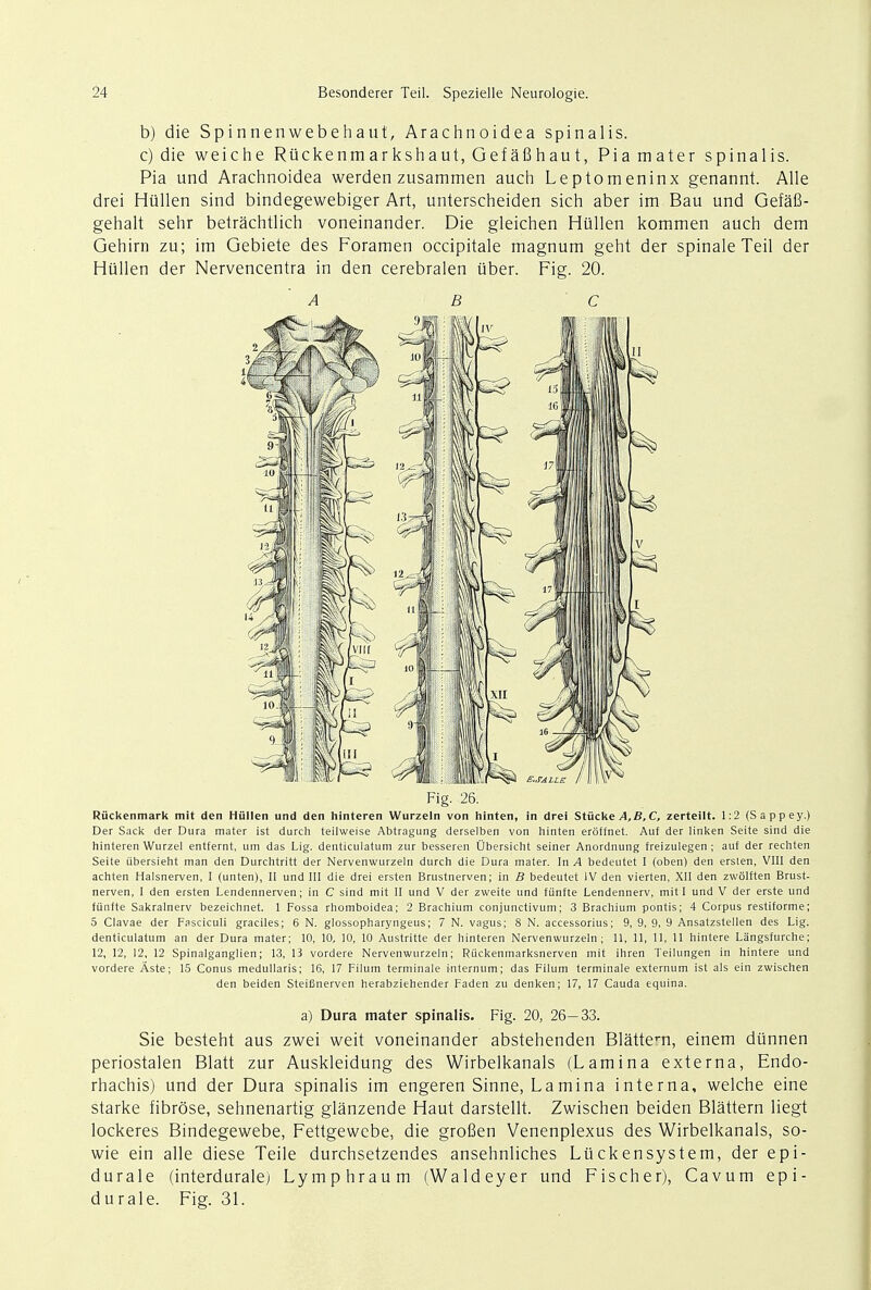 b) die Spinnenwebehaut, Arachnoidea spinalis. c) die weiche Riickenm ar ksh aut, Gefafihaut, Piamater spinalis. Pia und Arachnoidea werden zusammen auch Leptomeninx genannt. Alle drei Hullen sind bindegewebiger Art, unterscheiden sich aber im Bau und Gefafi- gehalt sehr betrachtlich voneinander. Die gleichen Hiillen kommen auch dem Gehirn zu; im Gebiete des Foramen occipitale magnum geht der spinale Teil der Hullen der Nervencentra in den cerebralen iiber. Fig. 20. ABC Fig. 26. Riickenmark mit den Hullen und den hinteren Wurzeln von hinten, in drei Stucke .4, B, C, zerteilt. 1:2 (Sappey.) Der Sack der Dura mater ist durch teilweise Abtragung derselben von hinten eroffnet. Auf der linken Seite sind die hinteren Wurzel entfernt, um das Lig. denticulatum zur besseren Ubersicht seiner Anordnung freizulegen; auf der rechten Seite iibersieht man den Durchtritt der Nervenwurzeln durch die Dura mater. In A bedeutet I (oben) den ersten, VIII den achten Halsnerven, I (unten), II und III die drei ersten Brustnerven; in B bedeutet IV den vierten, XII den zwolften Brust- nerven, I den ersten Lendennerven; in C sind mit II und V der zweite und fu'nfte Lendennerv, mit I und V der erste und fiinfte Sakralnerv bezeichnet. 1 Fossa rhomboidea; 2 Brachium conjunctivum; 3 Brachium pontis; 4 Corpus restiforme; 5 Clavae der Fasciculi graciles; 6 N. glossopharyngeus; 7 N. vagus; 8 N. accessorius; 9, 9, 9, 9 Ansatzstellen des Lig. denticulatum an der Dura mater; 10, 10, 10, 10 Austritte der hinteren Nervenwurzeln; 11, 11, 11, 11 hintere Langsfurche; 12, 12, 12, 12 Spinalganglien; 13, 13 vordere Nervenwurzeln; Riickenmarksnerven mit ihren Teilungen in hintere und vordere Aste; 15 Conus medullaris; 16, 17 Filum terminale internum; das Filum terminale externum ist als ein zwischen den beiden Steifinerven herabziehender Faden zu denken; 17, 17 Cauda equina. a) Dura mater spinalis. Fig. 20, 26—33. Sie besteht aus zwei weit voneinander abstehenden Blattem, einem diinnen periostalen Blatt zur Auskleidung des Wirbelkanals (Lamina externa, Endo- rhachis) und der Dura spinalis im engeren Sinne, Lamina interna, weiche eine starke fibrose, sehnenartig glanzende Haut darstellt. Zwischen beiden Blattern liegt lockeres Bindegewebe, Fettgewebe, die grofien Venenplexus des Wirbelkanals, so- wie ein alle diese Teile durchsetzendes ansehnliches Liickensystem, der epi- durale (interduralej Lymphraum (Waldeyer und Fischer), Cavum epi- dural e. Fig. 31.