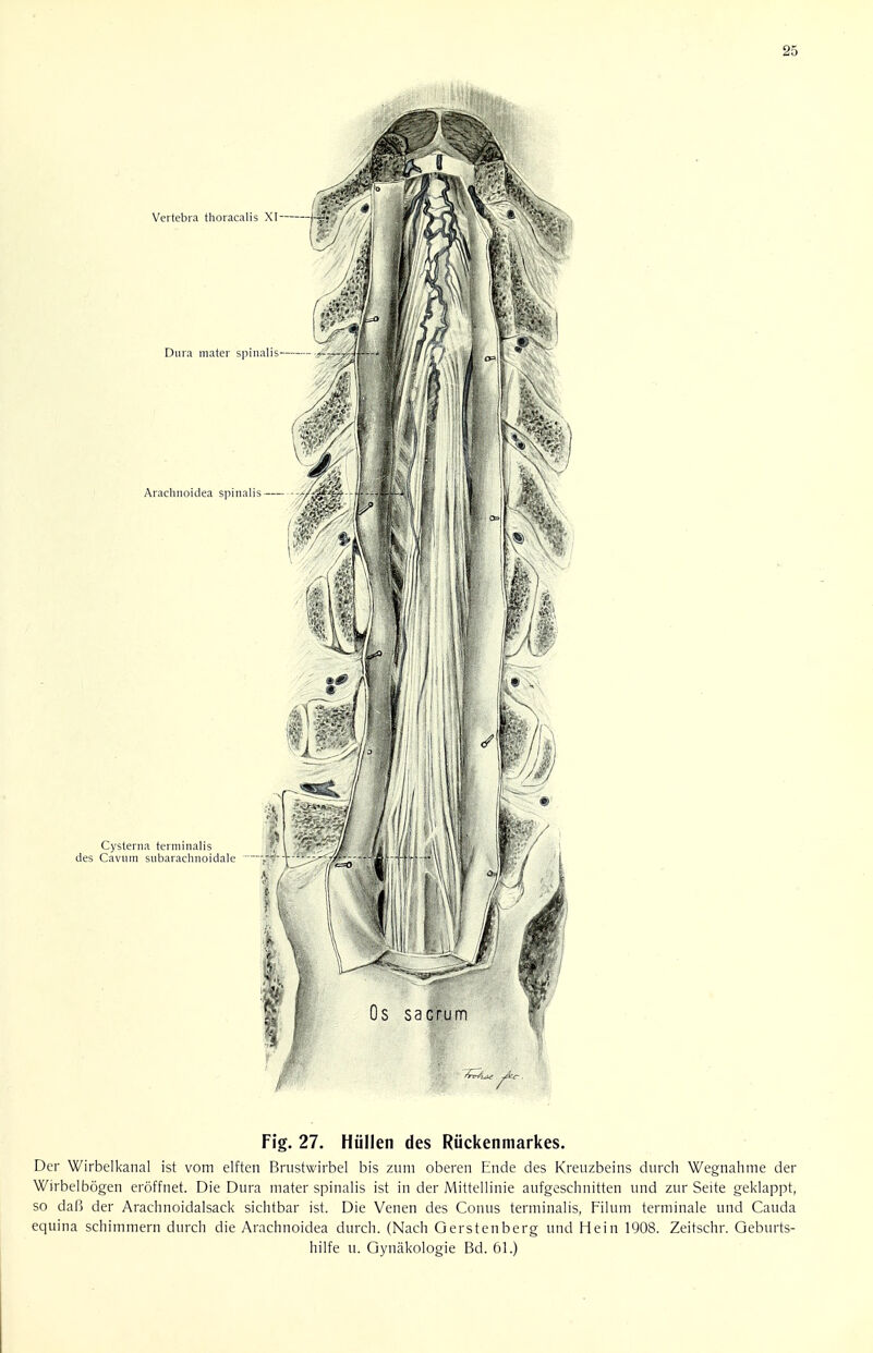 Fig. 27. Hiillen des Riickenmarkes. Der Wirbelkanal ist vom elften Brustwirbel bis zum oberen Ende des Kreuzbeins durch Wegnahme der Wirbelbogen eroffnet. Die Dura mater spinalis ist in der Mittellinie aufgeschnitten und zur Seite geklappt, so daB der Arachnoidalsack sichtbar ist. Die Venen des Conus terminalis, Filum terminale und Cauda equina schimmern durch die Arachnoidea durch. (Nach Gerstenberg und Hein 1908. Zeitschr. Geburts- hilfe u. Gynakologie Bd. 61.)