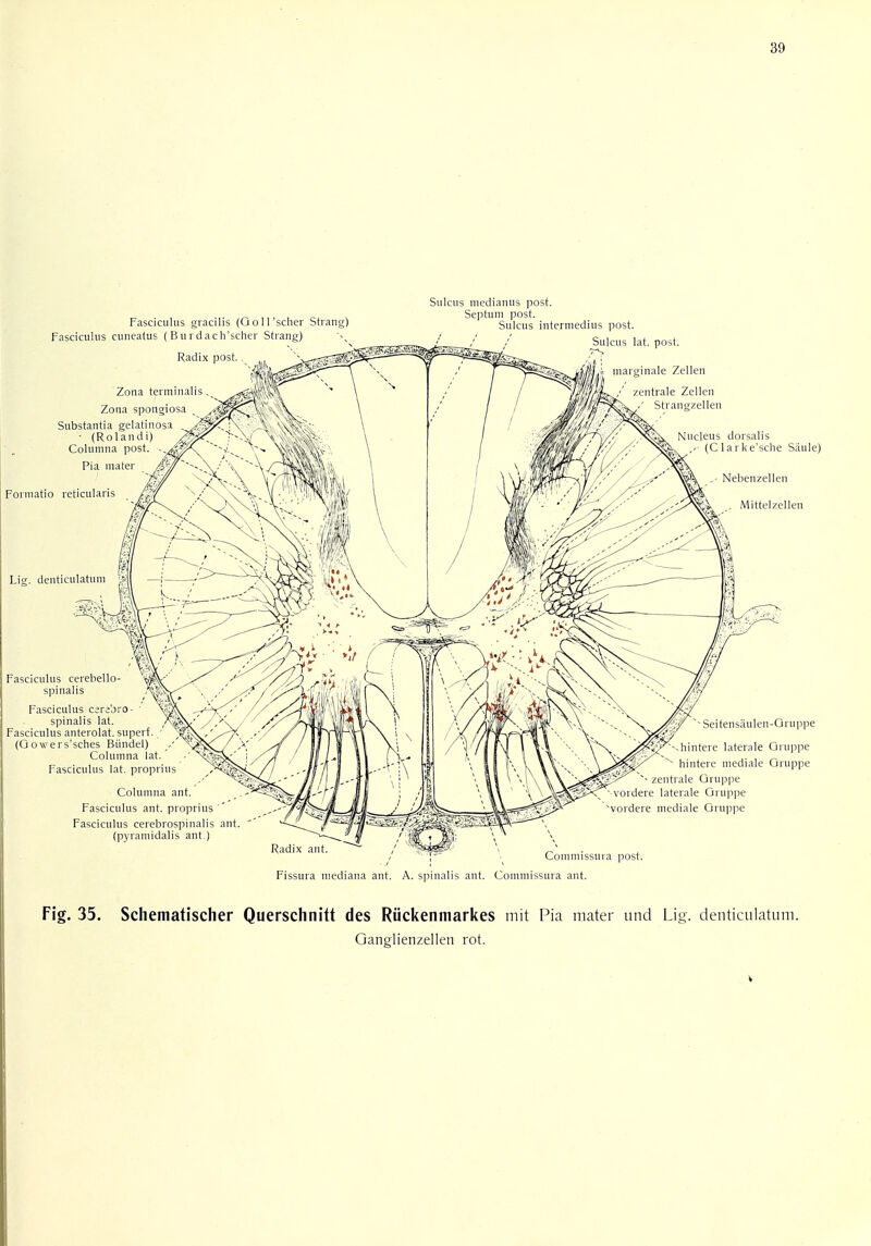 Fasciculus gracilis (Goll'scher Strang) Fasciculus cuneatus ( Bu r dach'scher Strang) Radix post Sulcus medianus post. Septum post. Sulcus intermedins post. Sulcus lat. post. • marginale Zellen Zona terminalis Zona spongiosa Substantia gelatinosa - (Rolandi Columna post. Pia mater '■ ■' / zentrale Zellen Strangzellen Nucleus dorsalis (C larke'sche Saule) Formatio reticularis tie. denticulatum Fasciculus cerebello- spinal Fasciculus cerebro- spinalis lat. Fasciculus anterolat. superf. / (Oowers'sches Biindel) Columna lat. Fasciculus lat. proprius Columna ant Fasciculus ant. proprius ' Fasciculus cerebrospinalis ant (pyramidalis ant Seitensaulen-Gruppe vhintere laterale Oruppe  hintere mediate Oruppe zentrale Oruppe I^P^'vordere laterale Oruppe 'vordere mediale Oruppe Radix ant. f- Commissura post. Fissura mediana ant. A. spinalis ant. Commissura ant. Fig. 35. Schematischer Querschnitt des Riickenmarkes mit Pia mater und Lig. denticulatum. Ganglienzellen rot.