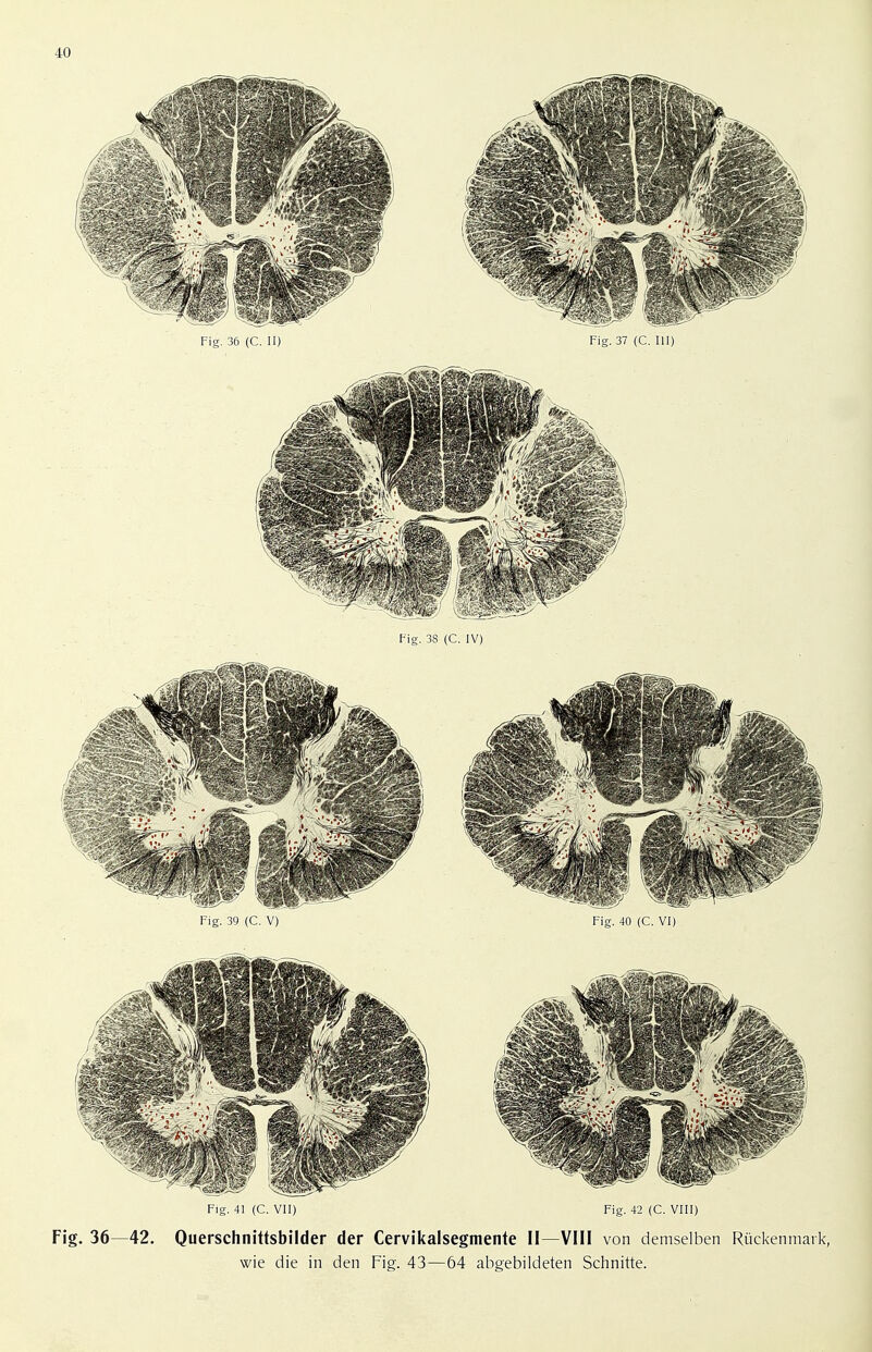 10 Fig. 41 (C. VII) Fig. 42 (C. VIII) Fig. 36—42. Querschnittsbilder der Cervikalsegmente II—VIII von demselben Riickenmar wie die in den Fig. 43—64 abgebildeten Schnitte.