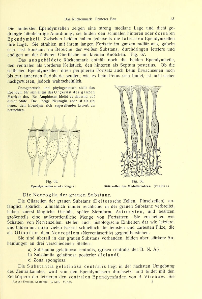 Die hintersten Ependymzellen zeigen eine streng mediane Lage und dicht ge- drangte bundelartige Anordnung; sie bilden den schmalen hinteren oderdorsalen Ependymkeil. Zwischen beiden haben jederseits die 1 ateralen Ependymzellen ihre Lage. Sie strahlen mit ihrem langen Fortsatz im ganzen radiar aus, gabeln sich fast konstant im Bereiche der weiBen Substanz, durchdringen letztere und endigen an der aufieren Oberflache mit kleinen Knotchen. Fig. 67. Das ausgebildete Riickenmark enthalt noch die beiden Ependymkeile, den ventralen als vorderes Keilstuck, den hinteren als Septum posterius. Ob die seitlichen Ependymzellen ihren peripheren Fortsatz auch beim Erwachsenen noch bis zur aufiersten Peripherie senden, wie es beim Fetus sich findet, ist nicht sicher nachgewiesen, jedoch wahrscheinlich. Fig. 65. Fig. 66. Ependymzellen (starke Vergr.) Stiitzzellen des Medullarrohres. (Von His) Die Neuroglia der grauen Substanz. Die Gliazellen der grauen Substanz (Deiterssche Zellen, Pinselzellen), an- fanglich sparlich, allmahlich immer reichlicher in der grauen Substanz verbreitet, haben zuerst langliche Gestalt, spater Sternform, Astrocyten, und besitzen groBenteils eine auBerordentliche Menge von Fortsatzen. Sie erscheinen wie Schatten von Nervenzellen, stellen auch histologische Einheiten dar wie letztere, und bilden mit ihren vielen Fasern schliefilich die feinsten und zartesten Filze, die als Gliopilem dem Neuropilem (Nervenfaserfilz) gegenuberstehen. Sie sind uberall in der grauen Substanz vorhanden, bilden aber starkere An- haufungen an drei verschiedenen Stellen: a) Substantia gelatinosa centralis, (grisea centralis der B. N. A.) b) Substantia gelatinosa posterior (Rolandi), c) Zona spongiosa. Die Substantia gelatinosa centralis liegt in der nachsten Umgebung des Zentralkanales, wird von den Ependymfasern durchsetzt und bildet mit den Zellkorpern der letzteren den zentralen Ependymfaden von R. Virchow. Sie Rauber-Kopsch, Anatomie. 9. Aufl. V. Abt 3