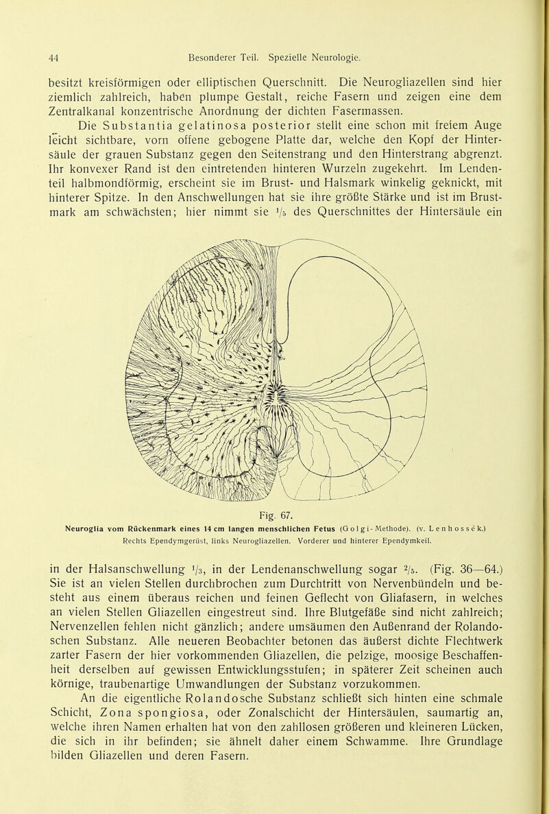 besitzt kreisformigen oder elliptischen Querschnitt. Die Neurogliazellen sind hier ziemlich zahlreich, haben plumpe Gestalt, reiche Fasern und zeigen eine dem Zentralkanal konzentrische Anordnung der dichten Fasermassen. Die Substantia gelatinosa posterior stellt eine schon mit freiem Auge leicht sichtbare, vorn offene gebogene Platte dar, welche den Kopf der Hinter- saule der grauen Substanz gegen den Seitenstrang und den Hinterstrang abgrenzt. Ihr konvexer Rand ist den eintretenden hinteren Wurzeln zugekehrt. Im Lenden- teil halbmondformig, erscheint sie im Brust- und Halsmark winkelig geknickt, mit hinterer Spitze. In den Anschwellungen hat sie ihre grofite Starke und ist im Brust- mark am schwachsten; hier nimmt sie '/s> des Querschnittes der Hintersaule ein Fig. 67. Neuroglia vom Ruckenmark eines 14 cm langen menschlichen Fetus (G ol gi-Methode). (v. Lenhossek.) Rechts Ependymgeriist, links Neurogliazellen. Vorderer und hinterer Ependymkeil. in der Halsanschwellung Vs, in der Lendenanschwellung sogar 2/5. (Fig. 36—64.) Sie ist an vielen Stellen durchbrochen zum Durchtritt von Nervenbundeln und be- steht aus einem iiberaus reichen und feinen Geflecht von Gliafasern, in welches an vielen Stellen Gliazellen eingestreut sind. Ihre Blutgefafie sind nicht zahlreich; Nervenzellen fehlen nicht ganzlich; andere umsaumen den Aufienrand der Rolando- schen Substanz. Alle neueren Beobachter betonen das aufierst dichte Flechtwerk zarter Fasern der hier vorkommenden Gliazellen, die pelzige, moosige Beschaffen- heit derselben auf gewissen Entwicklungsstufen; in spaterer Zeit scheinen auch kornige, traubenartige Umwandlungen der Substanz vorzukommen. An die eigentliche Rolandosche Substanz schliefit sich hinten eine schmale Schicht, Zona spongiosa, oder Zonalschicht der Hintersaulen, saumartig an, welche ihren Namen erhalten hat von den zahllosen grofieren und kleineren Liicken, die sich in ihr befinden; sie ahnelt daher einem Schwamme. Ihre Grundlage bilden Gliazellen und deren Fasern.