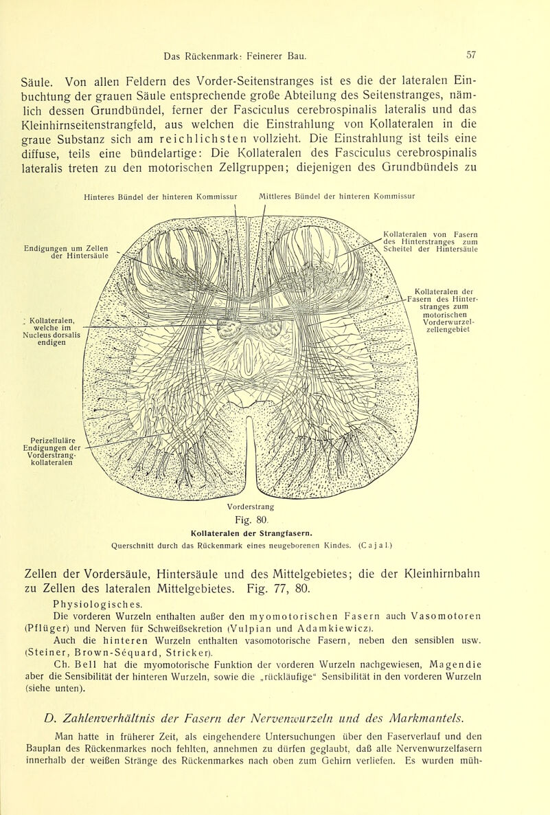 Saule. Von alien Feldern des Vorder-Seitenstranges ist es die der lateralen Ein- buchtung der grauen Saule entsprechende grofie Abteilung des Seitenstranges, nam- lich dessen Grundbundel, ferner der Fasciculus cerebrospinalis lateralis und das Kleinhirnseitenstrangfeld, aus welchen die Einstrahlung von Kollateralen in die graue Substanz sich am reich 1 ichsten vollzieht. Die Einstrahlung ist teils eine diffuse, teils eine biindelartige: Die Kollateralen des Fasciculus cerebrospinalis lateralis treten zu den motorischen Zellgruppen; diejenigen des Grundbundels zu Hinteres Biindel der hinteren Kommissur Mittleres Biindel der hinteren Kommissur Vorderstrang Fig. 80. Kollateralen der Strangfasern. Querschnitt durch das Riickenmark eines neugeborenen Kindes. (Cajal.) Zellen der Vordersaule, Hintersaule und des Mittelgebietes; die der Kleinhirnbahn zu Zellen des lateralen Mittelgebietes. Fig. 77, 80. Physiologisch es. Die vorderen Wurzeln enthalten aufier den myomotorischen Fasern auch Vasomotoren (Pfliiger) und Nerven fiir Schweifisekretion (Vulpian und Adamkiewicz). Auch die hinteren Wurzeln enthalten vasomotorische Fasern, neben den sensiblen usw. (Steiner, Brown-Sequard, Strieker). Ch. Bell hat die myomotorische Funktion der vorderen Wurzeln nachgewiesen, Ma gen die aber die Sensibilitat der hinteren Wurzeln, sowie die „riicklaufige Sensibilitat in den vorderen Wurzeln (siehe unten). D. Zahlenverhaltnis der Fasern der Nervenwurzeln und des Markmantels. Man hatte in fruherer Zeit, als eingehendere Untersuchungen iiber den Faserverlauf und den Bauplan des Riickenmarkes noch fehlten, annehmen zu diirfen geglaubt, dafi alle Nervenwurzelfasern innerhalb der wejBen Strange des Riickenmarkes nach oben zum Gehirn verliefen. Es wurden miih-