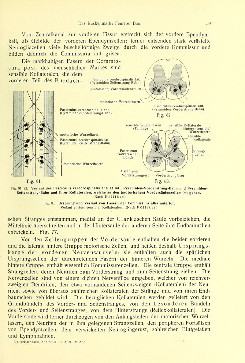 Vom Zentralkanal zur vorderen Fissur erstreckt sich der vordere Ependym- keil, als Gebilde der vorderen Ependymzellen; ferner entsenden stark verastelte Neurogliazellen viele buschelformige Zweige durch die vordere Kommissur und bilden dadurch die Commissura ant. grisea. Die markhaltigen Fasern der Commis- sura post, des menschlichen Markes sind sensible Kollateralen, die dem vnrrlprpn Tpil Hps RilrHarh. Fasciculus cerebrospinal lat. . VUrueren leil UCb DUruacn- (Pyramiden-Seitenstrang-Bahn) (motorische) Vordersaulenzellen. motorische Wurzelfasern \ - Fasciculus cerebrospinalis ant. (Pyramiden -Vorderstrang-Bahn) motorische Wurzelfasern Fasciculus cerebrospinalis lat. (Pyramiden-Seitenstrang-Bahn) motorische Wurzelfasern Fasciculus cerebrospinalis ant. (Pyramiden -Vorderstrang-Bahn) Fig. 82. sensible Wurzelfasern (Teilung) sensible Kollaterale hintere (sensible) Wurzelfasern sensible Kollaterale Faser zum Gowersschen. Btindel Faser zum Vorderstrangrest Fig. 81. Vorderstrangfaser Fig. 83. Fig. 81, 82. Verlauf des Fasciculus cerebrospinalis ant. et lat., Pyramiden-Vorderstrang-Bahn und Pyramiden- Seitenstrang-Bahn und ihrer Kollateralen, welche zu den (motorischen) Vordersaulenzellen (m) gehen. (Nach Kolliker.) Fig. 83. Ursprung und Verlauf von Fasern der Commissura alba anterior. Verlauf einiger sensibler Kollateralen. (Nach Kolliker.) schen Stranges entstammen, medial an der Clarkeschen Saule vorbeiziehen, die Mittellinie uberschreiten und in der Hintersaule der anderen Seite ihre Endbaumchen entwickeln. Fig. 77. Von den Zellengruppen der Vordersaule enthalten die beiden vorderen und die laterale hintere Gruppe motorische Zellen, und heifien deshalb Ursprungs- kerne der vorderen Nervenwurzeln; sie enthalten auch die sparlichen Ursprungszellen der durchtretenden Fasern der hinteren Wurzeln. Die mediale hintere Gruppe enthalt wesentlich Kommissurenzellen. Die zentrale Gruppe enthalt Strangzellen, deren Neuriten zum Vorderstrang und zum Seitenstrang ziehen. Die Nervenzellen sind von einem dichten Nervenfilze umgeben, welcher von reichver- zweigten Dendriten, den etwa vorhandenen Seitenzweigen (Kollateralen) der Neu- riten, sowie von iiberaus zahlreichen Kollateralen der Strange und von ihren End- baumchen gebildet wird. Die bezuglichen Kollateralen werden geliefert von den Grundbundeln des Vorder- und Seitenstranges, von den besonderen Bundeln des Vorder- und Seitenstranges, von dem Hinterstrange (Reflexkollateralen). Die Vordersaule wird ferner durchzogen von den Anfangsteilen der motorischen Wurzel- fasern, den Neuriten der in ihm gelegenen Strangzellen, den peripheren Fortsatzen von Ependymzellen, dem verwickelten Neurogliagerust, zahlreichen BlutgefaBen und Lymphbahnen. Rauber-Kopsch, Anatomie. 9. Aufl. V. Abt. 4