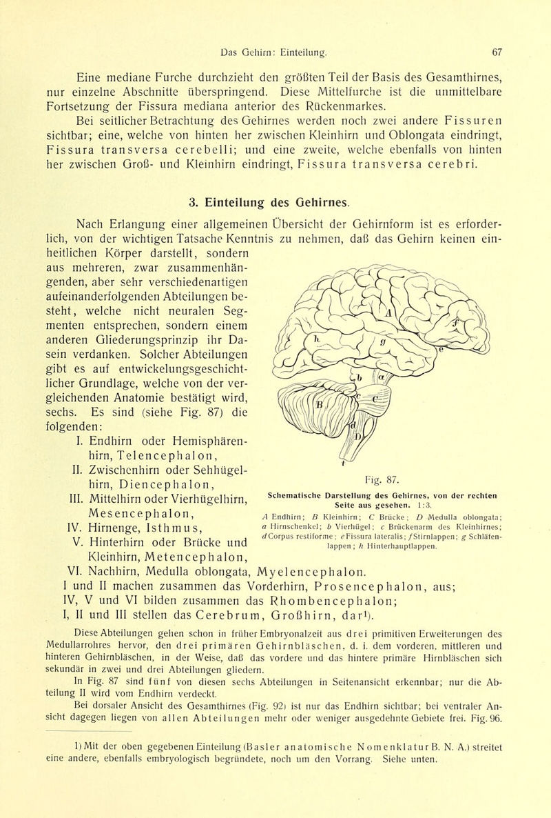 Eine mediane Furche durchzieht den grofiten Teil der Basis des Gesamthirnes, nur einzelne Abschnitte iiberspringend. Diese Mittelfurche ist die unmittelbare Fortsetzung der Fissura mediana anterior des Riickenmarkes. Bei seitlicher Betrachtung des Gehirnes werden noch zwei andere Fissuren sichtbar; eine, welche von hinten her zwischen Kleinhirn und Oblongata eindringt, Fissura transversa cerebelli; und eine zweite, welche ebenfalls von hinten her zwischen Grofi- und Kleinhirn eindringt, Fissura transversa cerebri. 3. Einteilung des Gehirnes. Nach Erlangung einer allgemeinen Ubersicht der Gehirnform ist es erforder- lich, von der wichtigen Tatsache Kenntnis zu nehmen, dafi das Gehirn keinen ein- heitlichen Korper darstellt, sondern aus mehreren, zwar zusammenhan- genden, aber sehr verschiedenartigen aufeinanderfolgenden Abteilungen be- steht, welche nicht neuralen Seg- menten entsprechen, sondern einem anderen Gliederungsprinzip ihr Da- sein verdanken. Solcher Abteilungen gibt es auf entwickelungsgeschicht- licher Grundlage, welche von der ver- gleichenden Anatomie bestatigt wird, sechs. Es sind (siehe Fig. 87) die folgenden: I. Endhirn oder Hemispharen- hirn, Telencephalon, II. Zwischcnhirn oder Sehhugel- hirn, Diencephalon, III. Mittelhirn oder Vierhugelhirn, Mesencephalon, IV. Hirnenge, Isthmus, V. Hinterhirn oder Brucke und Kleinhirn, Metencephalon, VI. Nachhirn, Medulla oblongata, Myelencephalon. I und II machen zusammen das Vorderhirn, Prosencephalon, aus; IV, V und VI bilden zusammen das Rhombencephalon; I, II und III stellen das Cerebrum, GroBhirn, dar1). Diese Abteilungen gehen schon in friiher Embryonalzeit aus drei primitiven Erweiterungen des Medullarrohres hervor, den drei prima ren Gehirnblaschen. d. i. dem vorderen. mittleren und hinteren Gehirnblaschen, in der Weise, dafi das vordere und das hintere primare Hirnblaschen sich sekundar in zwei und drei Abteilungen gliedern. In Fig. 87 sind ftinf von diesen sechs Abteilungen in Seitenansicht erkennbar; nur die Ab- teilung II wird vom Endhirn verdeckt. Bei dorsaler Ansicht des Gesamthirnes (Fig. 92) ist nur das Endhirn sichtbar; bei ventraler An- sicht dagegen liegen von alien Abteilungen mehr oder weniger ausgedehnte Gebiete frei. Fig. 96. Fig. 87. Schematische Darstellung des Gehirnes, von der rechten Seite aus gesehen. 1:3. A Endhirn; B Kleinhirn; C Brucke; D Medulla oblongata; a Hirnschenkel; b Vierhiigel; c Briickenarm des Kleinhirnes; dCorpus restiforme ; eFissura lateralis; /Stirnlappen; g Schlafen- lappen; h Hinterhauptlappen. 1)Mit der oben gegebenen Einteilung (Basler anatomische NomenklaturB. N. A.) streitet eine andere, ebenfalls embryologisch begrundete, noch urn den Vorrang. Siehe unten.