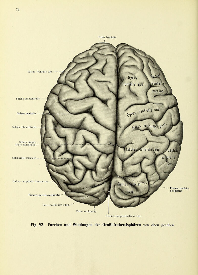 Fig. 92. Furchen und Windungen der GroBhirnhemispharen von oben gesehen.