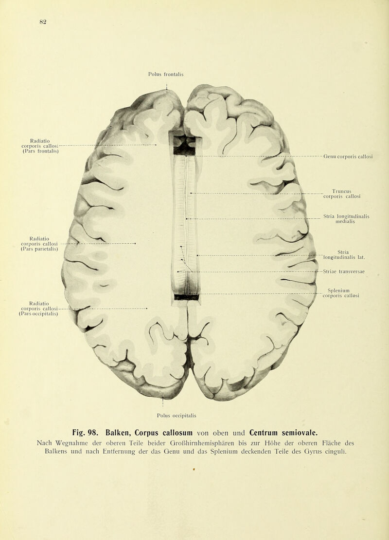 Radiatio corporis callosi (Pars frontalis) Polus occipitalis Fig. 98. Balken, Corpus callosum von oben und Centrum semiovale. Nach Wegnahme der oberen Teile beider GroBhirnhemispharen bis zur Hohe der oberen Flache des Balkens und nach Entfernung der das Genu und das Splenium deckenden Teile des Gyrus cinguli.