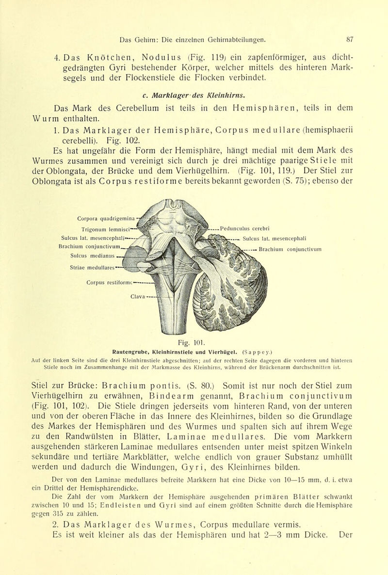 4. Das Knotchen, Nodulus (Fig. 119j ein zapfenformiger, aus dicht- gedrangten Gyri bestehender Korper, welcher mittels des hinteren Mark- segels und der Flockenstiele die Flocken verbindet. c. Marklager des Kleinhirns. Das Mark des Cerebellum ist teils in den Hemispharen, teils in dem Wurm enthalten. l.Das Marklager der Hemisphere, Corpus medullare (hemisphaerii cerebelli). Fig. 102. Es hat ungefahr die Form der Hemisphare, hangt medial mit dem Mark des Wurmes zusammen und vereinigt sich durch je drei machtige paarige Stiele mit der Oblongata, der Brucke und dem Vierhugelhirn. (Fig. 101, 119.) Der Stiel zur Oblongata ist als Corpus restiforme bereitsbekannt geworden (S. 75); ebenso der Fig. 101. Rautengrube, Kleinhirnstlele und Vierhiigel. (Sappey.) Auf der linken Seite sind die drei Kleinliirnstiele abgeschnitten; auf der rechten Seite dagegen die vorderen und hinteren Stiele noch im Zusammenhange mit der Markmasse des Kleinhirns, wahrend der Briickenarm durchschnitten ist. Stiel zur Brucke: Brachium pontis. (S. 80.) Somit ist nur noch der Stiel zum Vierhugelhirn zu erwahnen, Bindearm genannt, Brachium conjunctivum (Fig. 101, 102). Die Stiele dringen jederseits vom hinteren Rand, von der unteren und von der oberen Flache in das Innere des Kleinhirnes, bilden so die Grundlage des Markes der Hemispharen und des Wurmes und spalten sich auf ihrem Wege zu den Randwulsten in Blatter, Laminae medullares. Die vom Markkern ausgehenden starkeren Laminae medullares entsenden unter meist spitzen Winkeln sekundare und tertiare Markblatter, welche endlich von grauer Substanz umhullt werden und dadurch die Windungen, Gyri, des Kleinhirnes bilden. Der von den Laminae medullares befreite Markkern hat eine Dicke von 10—15 mm, d. i. etwa ein Drittel der Hemispharendicke. Die Zahl der vom Markkern der Hemisphare ausgehenden primaren Blatter schwankt zwischen 10 und 15; Endleisten und Gyri sind auf einem groBten Schnitte durch die Hemisphare gegen 315 zu zahlen. 2. Das Marklager des Wurmes, Corpus medullare vermis. Es ist weit kleiner als das der Hemispharen und hat 2—3 mm Dicke. Der