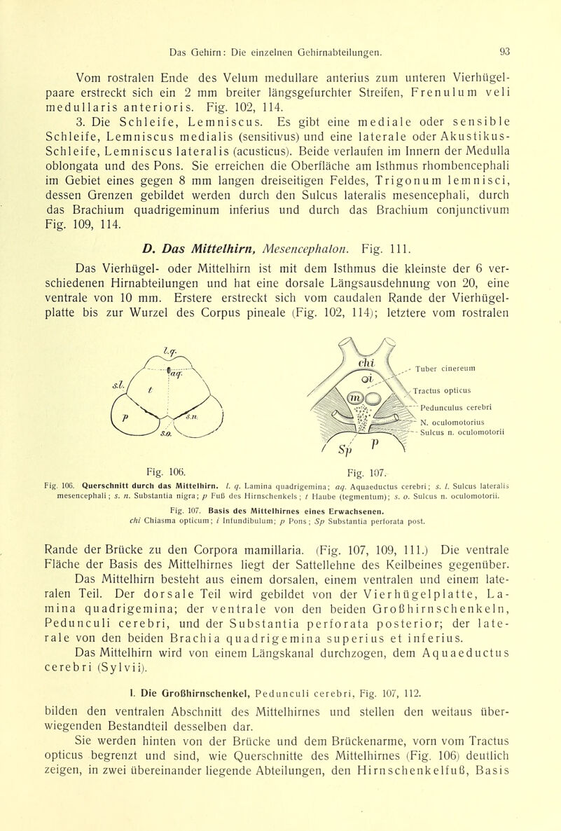 Vom rostralen Ende des Velum medullare anterius zum unteren Vierhiigel- paare erstreckt sich ein 2 mm breiter langsgefurchter Streifen, Frenulum veli medullaris anterioris. Fig. 102, 114. 3. Die Schleife, Lemniscus. Es gibt eine mediale oder sensible Schleife, Lemniscus medialis (sensitivus) und eine laterale oder Akustikus- Schleife, Lemniscus lateralis (acusticus). Beide verlaufen im Innern der Medulla oblongata und des Pons. Sie erreichen die Oberflache am Isthmus rhombencephali im Gebiet eines gegen 8 mm langen dreiseitigen Feldes, Trigonum lem nisei, dessen Grenzen gebildet werden durch den Sulcus lateralis mesencephali, durch das Brachium quadrigeminum inferius und durch das Brachium conjunctivum Fig. 109, 114. D. Das Mittelhirn, Mesencephalon. Fig. 111. Das Vierhiigel- oder Mittelhirn ist mit dem Isthmus die kleinste der 6 ver- schiedenen Hirnabteilungen und hat eine dorsale Langsausdehnung von 20, eine ventrale von 10 mm. Erstere erstreckt sich vom caudalen Rande der Vierhugel- platte bis zur Wurzel des Corpus pineale (Fig. 102, 114); letztere vom rostralen iri Fig. 106. Fig. 107. Fig. 106. Querschnitt durch das Mittelhirn. /. q. Lamina quadrigemina; aq. Aquaeductus cerebri; s. I. Sulcus lateralis mesencephali; s. n. Substantia nigra; p Fufi des Hirnschenkels ; / Haube (tegmentum); s. o. Sulcus n. oculomotorii. Fig. 107. Basis des Mittelhirnes eines Erwachsenen. chi Chiasma opticum; ;' Infundibulum; p Pons; Sp Substantia perforata post. Rande der Brucke zu den Corpora mamillaria. (Fig. 107, 109, 111.) Die ventrale Flache der Basis des Mittelhirnes liegt der Sattellehne des Keilbeines gegeniiber. Das Mittelhirn besteht aus einem dorsalen, einem ventralen und einem late- ralen Teil. Der dorsale Teil wird gebildet von der Vierhiigel pi atte, La- mina quadrigemina; der ventrale von den beiden GroBhirnschenkeln, Pedunculi cerebri, und der Substantia perforata posterior; der late- rale von den beiden Brachia quadrigemina superius et inferius. Das Mittelhirn wird von einem Langskanal durchzogen, dem Aquaeductus cerebri (Sylvii). 1. Die GroGhirnschenkel, Pedunculi cerebri. Fig. 107, 112. bilden den ventralen Abschnitt des Mittelhirnes und stellen den weitaus uber- wiegenden Bestandteil desselben dar. Sie werden hinten von der Brucke und dem Bruckenarme, vom vom Tractus opticus begrenzt und sind, wie Querschnitte des Mittelhirnes (Fig. 106) deutlich zeigen, in zwei ubereinander liegende Abteilungen, den HirnschenkelfuG, Basis