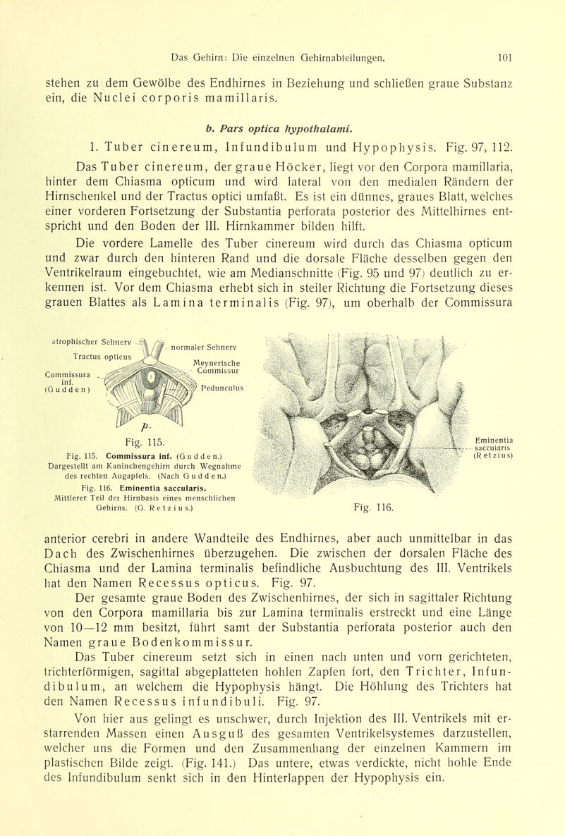 stehen zu dem Gewolbe des Endhirnes in Beziehung und schliefien graue Substanz ein, die Nuclei corporis mamillaris. b. Pars optica hypothalami. 1. Tuber cinereum, Infundibulum und Hypophysis. Fig. 97, 112. Das Tuber cinereum, der graue Hocker, liegt vor den Corpora mamillaria, hinter dem Chiasma opticum und wird lateral von den medialen Randern der Hirnschenkel und der Tractus optici umfafit. Es ist ein diinnes, graues Blatt, welches einer vorderen Fortsetzung der Substantia perforata posterior des Mittelhirnes ent- spricht und den Boden der III. Hirnkammer bilden hilft. Die vordere Lamelle des Tuber cinereum wird durch das Chiasma opticum und zwar durch den hinteren Rand und die dorsale Flache desselben gegen den Ventrikelraum eingebuchtet, wie am Medianschnitte (Fig. 95 und 97) deutlich zu er- kennen ist. Vor dem Chiasma erhebt sich in steiler Richtung die Fortsetzung dieses grauen Blattes als Lamina terminalis (Fig. 97), urn oberhalb der Commissura atrophischer Sehnerv Tractus opticus Commissura . ^ inf. ~V%M^< (G u d d e n ) rmaler Sehnerv Meynertsche Commissur §/ Pedunculus ?■ Fig. 115. Fig. 115. Commissura inf. (Gudden.) Dargestellt am Kaninchengehirn durch Wegnahme des rechten Augapfels. (Nach Gudden.) Fig. 116. Eminentia saccularis. Mittlerer Teil dei Hirnbasis eines menschlichen Gehirns. (G. R e t z i u s.) Eminentia saccularis (R etzius) Fig. 116. anterior cerebri in andere Wandteile des Endhirnes, aber auch unmittelbar in das Dach des Zwischenhirnes uberzugehen. Die zwischen der dorsalen Flache des Chiasma und der Lamina terminalis befindliche Ausbuchtung des III. Ventrikels hat den Namen Recessus opticus. Fig. 97. Der gesamte graue Boden des Zwischenhirnes, der sich in sagittaler Richtung von den Corpora mamillaria bis zur Lamina terminalis erstreckt und eine Lange von 10—12 mm besitzt, ftihrt samt der Substantia perforata posterior auch den Namen graue Bodenkommissur. Das Tuber cinereum setzt sich in einen nach unten und vorn gerichteten, trichterformigen, sagittal abgeplatteten hohlen Zapfen fort, den Trichter, Infun- dibulum, an welchem die Hypophysis hangt. Die Hohlung des Trichters hat den Namen Recessus infundibuli. Fig. 97. Von hier aus gelingt es unschwer, durch Injektion des III. Ventrikels mit er- starrenden Massen einen Ausgufi des gesamten Ventrikelsystemes darzustellen, welcher uns die Formen und den Zusammenhang der einzelnen Kammern im plastischen Bilde zeigt. (Fig. 141.) Das untere, etwas verdickte, nicht hohle Ende des Infundibulum senkt sich in den Hinterlappen der Hypophysis ein.