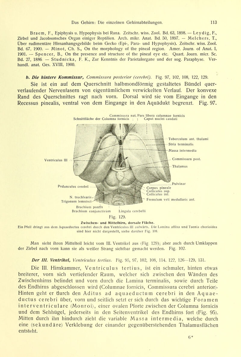 Braem, F., Epiphysis u. Hypophysis bei Rana. Zeitschr. wiss. Zool. Bd. 63, 1898.— Leydig, F., Zirbel und Jacobsonsches Organ einiger Reptilien. Arch. mikr. Anat. Bd. 50, 1897. — Melchers, T., Ober rudimentare Hirnanhangsgebilde beim Gecko (Epi-, Para- und Hypophysis). Zeitschr. wiss. Zool. Bd. 67, 1900. — Minot, Ch. S., On the morphology of the pineal region. Amer. Journ. of Anat. I, 1901. — Spencer, B., On the presence and structure of the pineal eye etc. Quart. Journ. micr. Sc. Bd. 27, 1886 — Studnicka, F. K., Zur Kenntnis der Parietalorgane und der sog. Paraphyse. Ver- handl. anat. Ges. XVIII, 1900. b. Die hintere Kommissur, Commissura posterior (cerebri). Fig. 97, 102, 108, 122, 129. Sie ist ein auf dem Querschnitt halbmondformig gestaltetes Biindel quer- verlaufender Nervenfasern von eigentiimlichem verwickelten Verlauf. Der konvexe Rand des Querschnittes ragt nach vorn. Dorsal wird sie vom Eingange in den Recessus pinealis, ventral von dem Eingange in den Aquadukt begrenzt. Fig. 97. Commissura nat. Pars libera columnae fornicis Schnittflache der Columna fornicis i i Caput nuclei caudati Ventriculus III Pedunculus cereb N trochlears .• ' Trigonum lemmsci-^^d^BBM Bracliium pontis Brachium conjunclivum Tuberculum ant. thalami Stria terminalis HHr-Massa intermedia Commissura post. I- Thalamus Pulvinar Corpus pineale Colliculus sup. Colliculus int. Frenulum veli medullaris ant. Lingula cerebelli Fig. 129. Zwischen- und Mittelhirn, dorsale Flache. Ein Pfeil dringt aus dem Aquaeductus cerebri durch den Ventriculus III aufwarts. Die Lamina affixa und Taenia chorioidea sind hier nicht dargestellt, siehe dariiber Fig. 108. Man sieht ihren Mittelteil leicht vom III. Ventrikel aus (Fig. 129); aber auch durch Umklappen der Zirbel nach vorn kann sie als weifier Strang sichtbar gemacht werden. Fig. 102. Der III. Ventrikel, Ventriculus tertius. Fig. 95, 97, 102, 108, 114, 122, 126—129. 131. Die III. Hirnkammer, Ventriculus tertius, ist ein schmaler, hinten etwas breiterer, vorn sich vertiefender Raum, welcher sich zwischen den Wanden des Zwischenhirns befindet und vorn durch die Lamina terminalis, sowie durch Teile des Endhirns abgeschlossen wird (Columnae fornicis, Commissura cerebri anterior)- Hinten geht er durch den Aditus ad aquaeductum cerebri in den Aquae- ductus cerebri uber, vorn und seitlich setzt er sich durch das wichtige Foramen interventriculare (Monroi), einer ovalen Pforte zwischen der Columna fornicis und dem Sehhiigel, jederseits in den Seitenventrikel des Endhirns fort (Fig. 95). Mitten durch ihn hindurch zieht die variable Massa intermedia, welche durch eine (sekundare) Verklebung der einander gegenuberstehenden Thalamusflachen entsteht. 6*