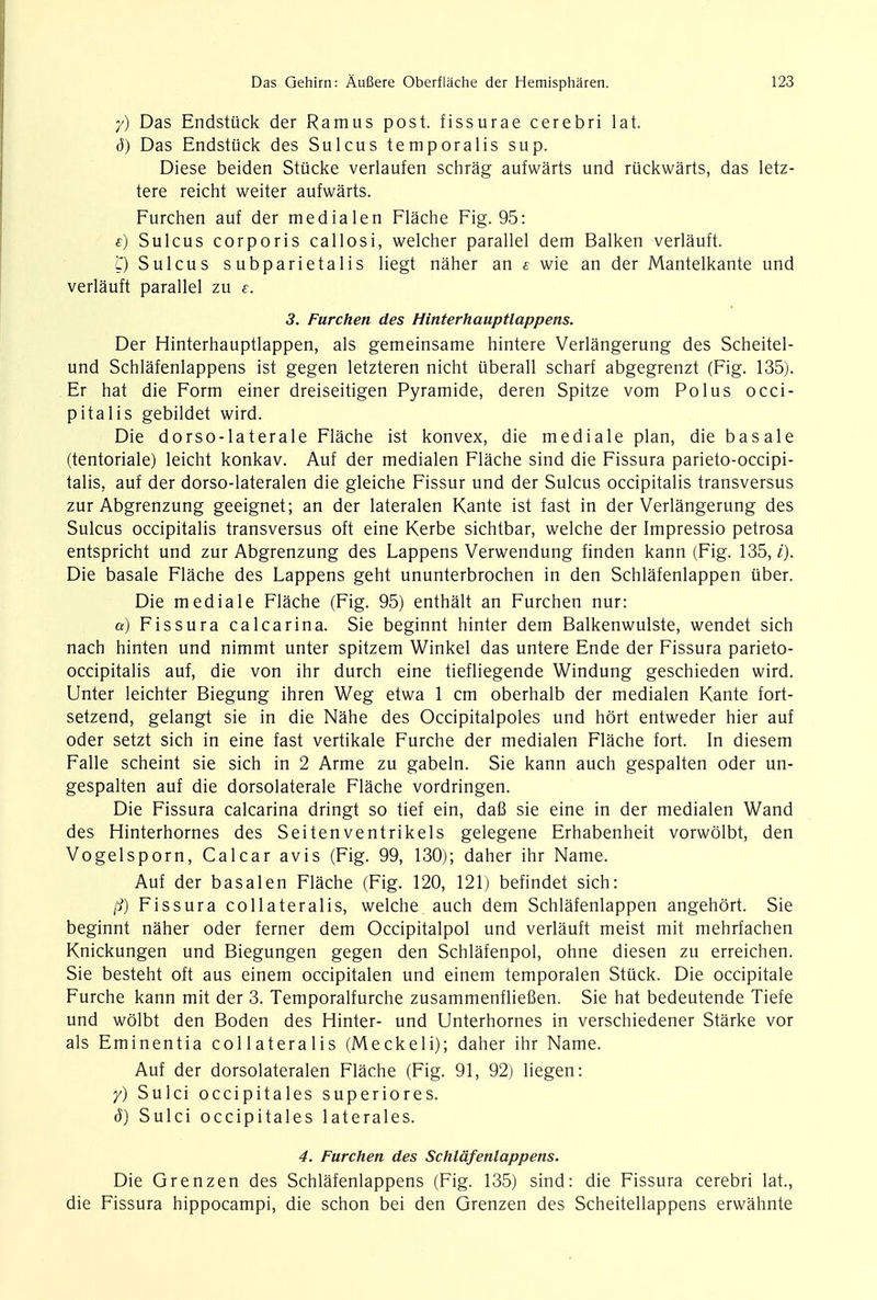 y) Das Endstuck der Ramus post, fissurae cerebri lat. d) Das Endstuck des Sulcus temporalis sup. Diese beiden Stucke verlaufen schrag aufwarts und ruckwarts, das letz- tere reicht weiter aufwarts. Furchen auf der medialen Flache Fig. 95: e) Sulcus corporis callosi, welcher parallel dem Balken verlauft. l) Sulcus subparietalis liegt naher an £ wie an der Mantelkante und verlauft parallel zu s. 3. Furchen des Hinterhauptlappens. Der Hinterhauptlappen, als gemeinsame hintere Verlangerung des Scheitel- und Schlafenlappens ist gegen letzteren nicht iiberall scharf abgegrenzt (Fig. 135). Er hat die Form einer dreiseitigen Pyramide, deren Spitze vom Polus occi- pitalis gebildet wird. Die dorso-laterale Flache ist konvex, die mediale plan, die basale (tentoriale) leicht konkav. Auf der medialen Flache sind die Fissura parieto-occipi- talis. auf der dorso-lateralen die gleiche Fissur und der Sulcus occipitalis transversus zur Abgrenzung geeignet; an der lateralen Kante ist fast in der Verlangerung des Sulcus occipitalis transversus oft eine Kerbe sichtbar, welche der Impressio petrosa entspricht und zur Abgrenzung des Lappens Verwendung finden kann (Fig. 135, i). Die basale Flache des Lappens geht ununterbrochen in den Schlafenlappen uber. Die mediale Flache (Fig. 95) enthalt an Furchen nur: a) Fissura calcarina. Sie beginnt hinter dem Balkenwulste, wendet sich nach hinten und nimmt unter spitzem Winkel das untere Ende der Fissura parieto- occipitalis auf, die von ihr durch eine tiefliegende Windung geschieden wird. Unter leichter Biegung ihren Weg etwa 1 cm oberhalb der medialen Kante fort- setzend, gelangt sie in die Nahe des Occipitalpoles und hort entweder hier auf oder setzt sich in eine fast vertikale Furche der medialen Flache fort. In diesem Falle scheint sie sich in 2 Arme zu gabeln. Sie kann auch gespalten oder un- gespalten auf die dorsolaterale Flache vordringen. Die Fissura calcarina dringt so tief ein, daB sie eine in der medialen Wand des Hinterhornes des Seitenventrikels gelegene Erhabenheit vorwolbt, den Vogelsporn, Calcar avis (Fig. 99, 130); daher ihr Name. Auf der basalen Flache (Fig. 120, 121) befindet sich: /i) Fissura collateralis, welche auch dem Schlafenlappen angehort. Sie beginnt naher oder ferner dem Occipitalpol und verlauft meist mit mehrfachen Knickungen und Biegungen gegen den Schlafenpol, ohne diesen zu erreichen. Sie besteht oft aus einem occipitalen und einem temporalen Stuck. Die occipitale Furche kann mit der 3. Temporalfurche zusammenfliefien. Sie hat bedeutende Tiefe und wolbt den Boden des Hinter- und Unterhornes in verschiedener Starke vor als Eminentia collateralis (Meckeli); daher ihr Name. Auf der dorsolateralen Flache (Fig. 91, 92) liegen: y) Sulci occipitales superiores. d) Sulci occipitales laterales. 4. Furchen des Schlafenlappens. Die Grenzen des Schlafenlappens (Fig. 135) sind: die Fissura cerebri lat., die Fissura hippocampi, die schon bei den Grenzen des Scheitellappens erwahnte