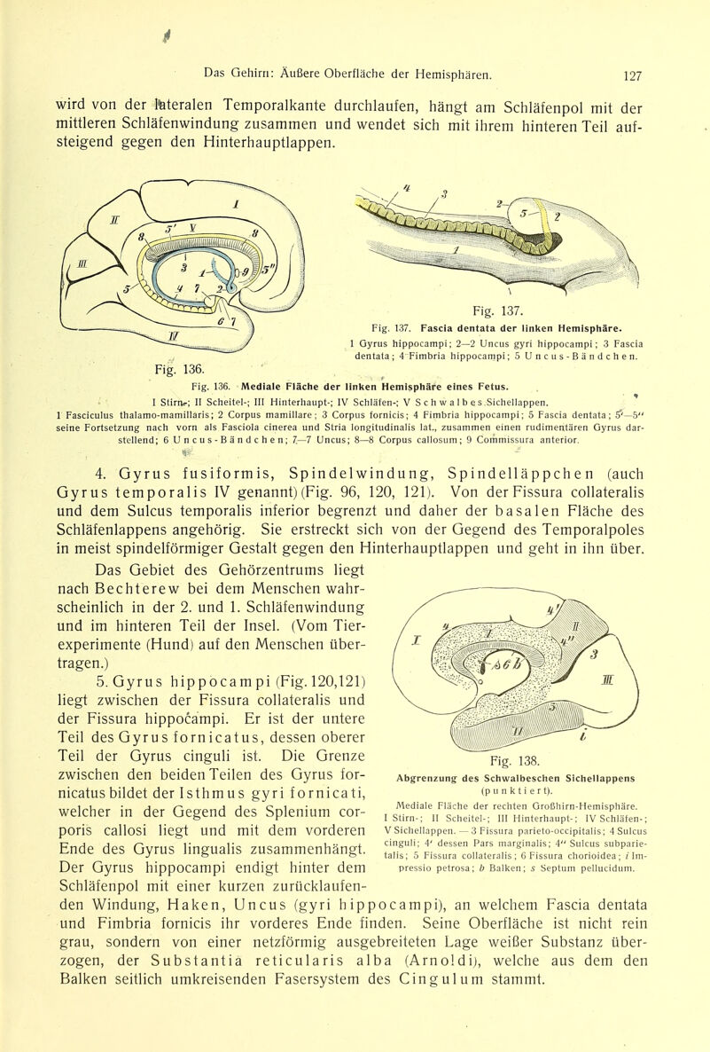 wird von der teteralen Temporalkante durchlaufen, hangt am Schlafenpol mit der mittleren Schlafenwindung zusammen und wendet sich mit ihrem hinteren Teil auf- steigend gegen den Hinterhauptlappen. Fig. 137. Fig. 137. Fascia dentata der linken Hemisphare. 1 Gyrus hippocampi; 2—2 Uncus gyri hippocampi; 3 Fascia dentata; 4 Fimbria hippocampi; 5 Uncus-Bandchen. Fig. 136. Fig. 136. iWediale Flache der linken Hemisphare elnes Fetus. I Stirrw; II Scheitel-; III Hinterhaupt-; IV Schlafen-; V Schwalbes Sichellappen. 1 Fasciculus thalamo-mamillaris; 2 Corpus mamillare; 3 Corpus fornicis; 4 Fimbria hippocampi; 5 Fascia dentata; jf'—5 seine Fortsetzung nach vorn als Fasciola cinerea und Stria longitudinalis lat., zusammen einen rudimentaren Gyrus dar- stellend; 6 Uncus-Bandchen; 7—7 Uncus; 8—8 Corpus callosum; 9 Commissura anterior. 4. Gyrus fusiformis, Spindelwindung, Spindellappch e n (auch Gyrus temporalis IV genannt) (Fig. 96, 120, 121). Von der Fissura collateralis und dem Sulcus temporalis inferior begrenzt und daher der basal en Flache des Schlafenlappens angehorig. Sie erstreckt sich von der Gegend des Temporalpoles in meist spindelformiger Gestalt gegen den Hinterhauptlappen und geht in ihn iiber. Das Gebiet des Gehorzentrums liegt nach Bechterew bei dem Menschen wahr- scheinlich in der 2. und 1. Schlafenwindung und im hinteren Teil der Insel. (Vom Tier- experimente (Hund) auf den Menschen iiber- tragen.) 5. Gyrus hippocam pi (Fig. 120,121) liegt zwischen der Fissura collateralis und der Fissura hippocampi. Er ist der untere Teil des Gyrus fornicatus, dessen oberer Teil der Gyrus cinguli ist. Die Grenze zwischen den beidenTeilen des Gyrus for- nicatus bildet der Isthmus gyri fornicati, welcher in der Gegend des Splenium cor- poris callosi liegt und mit dem vorderen Ende des Gyrus lingualis zusammenhangt. Der Gyrus hippocampi endigt hinter dem Schlafenpol mit einer kurzen zuriicklaufen- den Windung, Haken, Uncus (gyri hippocampi), an welchem Fascia dentata und Fimbria fornicis ihr vorderes Ende finden. Seine Oberflache ist nicht rein grau, sondern von einer netzformig ausgebreiteten Lage weifier Substanz tiber- zogen, der Substantia reticularis alba (Arnoldi), welche aus dem den Balken seitlich umkreisenden Fasersystem des Cingulum stammt. Fig. 138. Abgrenzung des Schwalbeschen Sichellappens (p u n k t i e r t). Mediale Flache der rechten Grofiliirn-Hemisphare. I Stirn-; II Scheitel-; III Hinterhaupt-; IV Schlafen-; V Sichellappen. — 3 Fissura parieto-occipitalis; 4 Sulcus cinguli; 4' dessen Pars marginalis; 4 Sulcus subparie- talis; 5 Fissura collateralis; 6 Fissura chorioidea; ilm- pressio petrosa; b Balken; 5 Septum pellucidum.