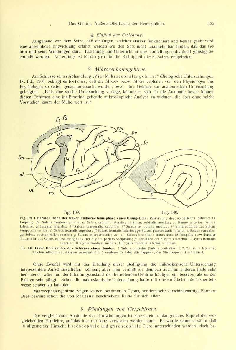 g. Einflufi der Erziehung. Ausgehend von dem Satze, dafi ein Organ, welches starker funktioniert und besser geiibt wird, eine ansehnliche Entwicklung erfahrt, werden wir den Satz nicht unannehmbar finden, daB das Ge- hirn und seine Windungen durch Erziehung und Unterricht in ihrer Entfaltung individuell giinstig be- einflufit werden. Neuerdings ist Rudinger fur die Richtigkeit dieses Satzes eingetreten. 8. Mik ro ceph a Iengeh irn e. Am Schlusse seiner Abhandlung „VierMikrocephalengehirne (Biologische Untersuchungen, IX. Bd., 1900) beklagt es Retzius, daB die Mikro- bezw. Mikrencephalen von den Physiologen und Psychologen so selten genau untersucht wurden, bevor ihre Gehirne zur anatomischen Untersuchung gelangten. „Falls eine solche Untersuchung vorliige, konnte es sich fur die Anatomie besser lohnen, diesen Gehirnen eine ins Einzelne gehende mikroskopische Analyse zu widmen. die aber ohne solche Vorstudien kaum der Miihe wert ist. Fig. 139. Fig. 140. Fig. 139 Laterale Flache der linken Endhirn-Hemisphare eines Orang-Utan. (Satntnlung des zoologischen Institutes zu Leipzig.) fm Sulcus frontomarginalis; ol Sulcus orbitalis lateralis; oi Sulcus orbitalis medius; ra Ramus anterior fissurae lateralis; fs Fissura lateralis; Sulcus temporalis superior; t- Sulcus temporalis medius; t3 hinteres Ende des Sulcus temporalis tertius; fs Sulcus frontalis superior; fi Sulcus frontalis inferior; pc Sulcus praecentralis inferior; c Sulcus centralis ; ps Sulcus postcentralis superior; /; Sulcus interparietalis; ot—ot* Sulcus occipitalis transversus (Affenspalte); cm dorsaler Einschnitt des Sulcus calloso-marginalis; po Fissura parieto-occipitalis; fc Endstikk der Fissura calcarina. I Gyrus frontalis superior; II Gyrus frontalis medius; III Gyrus frontalis inferior s. tertius. Fig. 140. Linke Hemisphare des Gehirnes eines Hundes. 1 Sulcus cruciatus (Sulcus centralis); 2,2, 2 Fissura lateralis; 3 Lobus olfactorius; 4 Gyrus praecentralis; 5 vorderer Teil des Stirnlappens; der Stirnlappen ist schraffiert. Ohne Zweifel wird mit der Erfullung dieser Bedingung die mikroskopische Untersuchung interessantere Aufschliisse liefern kdnnen; aber man vermiBt sie dennoch auch im anderen Falle sehr bedeutend; ware nur der Erhaltungszustand der betreffenden Gehirne haufiger ein besserer, als es der Fall zu sein pflegt. Schon die makroskopische Untersuchung hatte mit diesem Ubelstande bisher teil- weise schwer zu kampfen. Mikrocephalengehirne zeigen keinen bestimmten Typus, sondern sehr verschiedenartige Formen. Dies beweist schon die von Retzius beschriebene Reihe ftir sich allein. 9. Windungen von Tiergehirnen. Die vergleichende Anatomie der Hirnwindungen ist zurzeit ein umfangreiches Kapitel der ver- gleichenden Hirnlehre, aul das hier nur kurz verwiesen werden kann. Es wurde schon erwahnt, dafi in allgemeiner Hinsicht lissencephale und gyrencephale Tiere unterschieden werden; doch be-