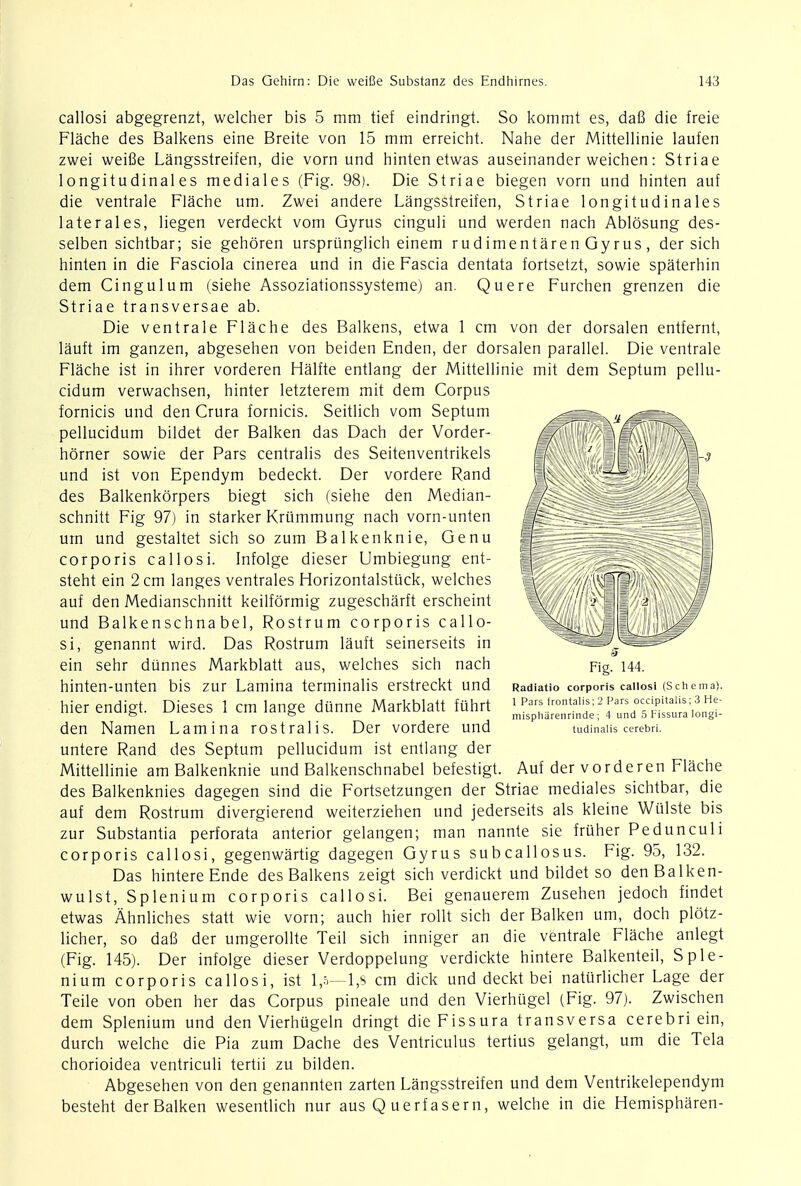 callosi abgegrenzt, welcher bis 5 mm tief eindringt. So kommt es, da8 die freie Flache des Balkens eine Breite von 15 mm erreicht. Nahe der Mittellinie laufen zwei weifie Langsstreifen, die vorn und hinten etwas auseinander weichen: Striae longitudinal es mediales (Fig. 98). Die Striae biegen vorn und hinten auf die ventrale Flache um. Zwei andere Langsstreifen, Striae longitudinales later ales, liegen verdeckt vom Gyrus cinguli und werden nach Ablosung des- selben sichtbar; sie gehoren ursprunglich einem rudimentaren Gyrus, der sich hinten in die Fasciola cinerea und in die Fascia dentata fortsetzt, sowie spaterhin dem Cingulum (siehe Assoziationssysteme) an. Quere Furchen grenzen die Striae transversae ab. Die ventrale Flache des Balkens, etwa 1 cm von der dorsalen entfernt, lauft im ganzen, abgesehen von beiden Enden, der dorsalen parallel. Die ventrale Flache ist in ihrer vorderen Halfte entlang der Mittellinie mit dem Septum pellu- cidum verwachsen, hinter letzterem mit dem Corpus fornicis und den Crura fornicis. Seitlich vom Septum pellucidum bildet der Balken das Dach der Vorder- horner sowie der Pars centralis des Seitenventrikels und ist von Ependym bedeckt. Der vordere Rand des Balkenkorpers biegt sich (siehe den Median- schnitt Fig 97) in starker Krummung nach vorn-unten um und gestaltet sich so zum Balkenknie, Genu corporis callosi. Infolge dieser Umbiegung ent- steht ein 2 cm langes ventrales Horizontalstiick, welches auf den Medianschnitt keilformig zugescharft erscheint und Balkenschnabel, Rostrum corporis callo- si, genannt wird. Das Rostrum lauft seinerseits in ein sehr dunnes Markblatt aus, welches sich nach hinten-unten bis zur Lamina terminalis erstreckt und hier endigt. Dieses 1 cm lange dunne Markblatt fuhrt den Namen Lamina rostralis. Der vordere und untere Rand des Septum pellucidum ist entlang der Mittellinie am Balkenknie und Balkenschnabel befestigt. Auf der vorderen Flache des Balkenknies dagegen sind die Fortsetzungen der Striae mediales sichtbar, die auf dem Rostrum divergierend weiterziehen und jederseits als kleine Wiilste bis zur Substantia perforata anterior gelangen; man nannte sie fruher Pedunculi corporis callosi, gegenwartig dagegen Gyrus subcallosus. Fig. 95, 132. Das hintereEnde des Balkens zeigt sich verdickt und bildet so denBalken- wulst, Splenium corporis callosi. Bei genauerem Zusehen jedoch findet etwas Ahnliches statt wie vorn; auch hier rollt sich der Balken um, doch plotz- licher, so dafi der umgerollte Teil sich inniger an die ventrale Flache anlegt (Fig. 145). Der infolge dieser Verdoppelung verdickte hintere Balkenteil, Sple- nium corporis callosi, ist 1,5—1,8 cm dick und deckt bei naturlicher Lage der Teile von oben her das Corpus pineale und den Vierhugel (Fig. 97). Zwischen dem Splenium und den Vierhugeln dringt die Fissura transversa cerebri ein, durch welche die Pia zum Dache des Ventriculus tertius gelangt, um die Tela chorioidea ventriculi tertii zu bilden. Abgesehen von den genannten zarten Langsstreifen und dem Ventrikelependym besteht der Balken wesentlich nur aus Q uerf asern, welche in die Hemispharen- Fig. 144. Radiatio corporis callosi (Schema). 1 Pars frontalis; 2 Pars occipitalis; 3 He- mispharenrinde ; 4 und 5 Fissura longi- tudinalis cerebri.