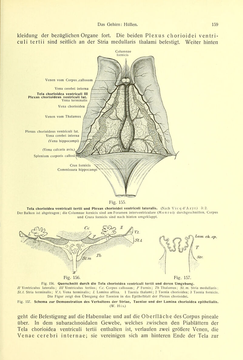 kleidung der beziiglichen Organe fort. Die beiden Plexus chorioidei ventri- culi tertii sind seitlich an der Stria medullaris thalami befestigt. Weiter hinten Venen vom Corpus .callosum Vena cerebri interna Tela chorioidea ventriculi HI Plexus chorioideus ventriculi lat. Vena terminalis / Vena chorioidea Venen vom Thalamus Plexus chorioideus ventriculi lat Vena cerebri interna (Vena hippocampi) (Vena calcaris avis Splenium corporis callosiRrjg Cms fornicis Commissura hippocampi Fig. 155. Tela chorioidea ventriculi tertii und Plexus chorioidei ventriculi lateralis. (Nach Vicq d'Azyr.) 3:2. Der Balken ist abgetragen; die Columnae fornicis sind am Foramen interventriculare (Monroi) durchgeschnitten, Corpus und Crura fornicis sind nach hinten umgeklappt. Fig. 156. Fig. 157. Fig. 156. Querschnitt durch die Tela chorioidea ventriculi tertii und deren Umgebung. //Ventriculus lateralis; ///Ventriculus tertius; Cc. Corpus callosum; F Fornix; Th Thalamus; St. m. Stria medullaris; St. t. Stria terminalis; V. t. Vena terminalis; L Lamina affixa. 1 Taenia thalami; 2 Taenia chorioidea; 3 Taenia fornicis. Die Figur zeigt den Ubergang der Taenien in das Epithelblatt der Plexus chorioidei. Fig. 157. Schema zur Demonstration des Verhaltens der Striae, Taeniae und der Lamina chorioidea epithelialis. (W. His.) geht die Befestigung auf die Habenulae und auf die Oberflach e des Corpus pineale uber. In dem subarachnoidal Gewebe, welches zwischen den Piablattern der Tela chorioidea ventriculi tertii enthalten ist, verlaufen zwei grofiere Venen, die Venae cerebri internae; sie vereinigen sich am hinteren Ende der Tela zur