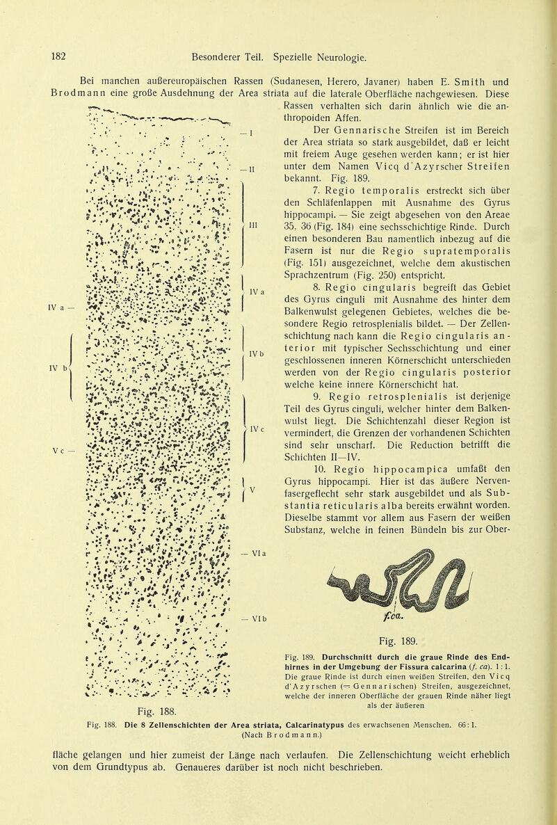 IV b Vc — '/'«»'*' •'« ► :• • ' • ■; . .< * v. k» . .ti, •■ . .. j.<• •» - —a in IV a - .**Y Bei manchen auBereuropaischen Rassen (Sudanesen, Herero, Javaner) haben E. Smith und Brodmann eine groBe Ausdehnung der Area striata auf die laterale Oberflache nachgewiesen. Diese ' . Rassen verhalten sich darin ahnlich wie die an- '••=! \~>^---r ~~*+0m—..--.w^ thropoiden Affen. ; ,'• . . _] Der Gennarische Streifen ist im Bereich :C. ; ''. der Area striata so stark ausgebildet, daB er leicht i y : •* 'i\ mit freiem Auge gesehen werden kann; er ist hier unter dem Namen Vicq d'Azyrscher Streifen bekannt. Fig. 189. 7. Regio temporalis erstreckt sich tiber den Schlafenlappen mit Ausnahme des Gyrus hippocampi. — Sie zeigt abgesehen von den Areae 35, 36 (Fig. 184) eine sechsschichtige Rinde. Durch einen besonderen Bau namentlich inbezug auf die Fasern ist nur die Regio supratemporalis (Fig. 151) ausgezeichnet, welche dem akustischen Sprachzentrum (Fig. 250) entspricht. 8. Regio cingularis begreift das Gebiet des Gyrus cinguli mit Ausnahme des hinter dem Balkenwulst gelegenen Gebietes, welches die be- sondere Regio retrosplenialis bildet. — Der Zellen- schichtung nach kann die Regio cingularis an- terior mit typischer Sechsschichtung und einer geschlossenen inneren Kornerschicht unterschieden werden von der Regio cingularis posterior welche keine innere Kornerschicht hat. 9. Regio retrosplenialis ist derjenige Teil des Gyrus cinguli, welcher hinter dem Balken- wulst liegt. Die Schichtenzahl dieser Region ist vermindert, die Grenzen der vorhandenen Schichten sind sehr unscharf. Die Reduction betrifft die Schichten II—IV. 10. Regio hippocampica umfafit den Gyrus hippocampi. Hier ist das aufiere Nerven- v fasergeflecht sehr stark ausgebildet und als Sub- stantia reticularis alba bereits erwahnt worden. Dieselbe stammt vor allem aus Fasern der weifien Substanz, welche in feinen Bundeln bis zur Ober- VI a • V* * ■ ••V IV a IV b IV c - VIb Fig. 189. Fig. 189. Durchschnitt durch die graue Rinde des End- hirnes in der Umgebung der Fissura calcarina (/. ca). 1:1. Die graue Rinde ist durch einen weifien Streifen, den Vicq d'Azyrschen (— G e n n a r i schen) Streifen, ausgezeichnet, welche der inneren Oberflache der grauen Rinde naher liegt als der aufieren Fig. 188. Fig. 188. Die 8 Zellenschlchten der Area striata, Calcarinatypus des erwachsenen Menschen (Nach Brodmann.) 66:1. flache gelangen und hier zumeist der Lange nach verlaufen. Die Zellenschichtung weicht erheblich von dem Grundtypus ab. Genaueres dariiber ist noch nicht beschrieben.