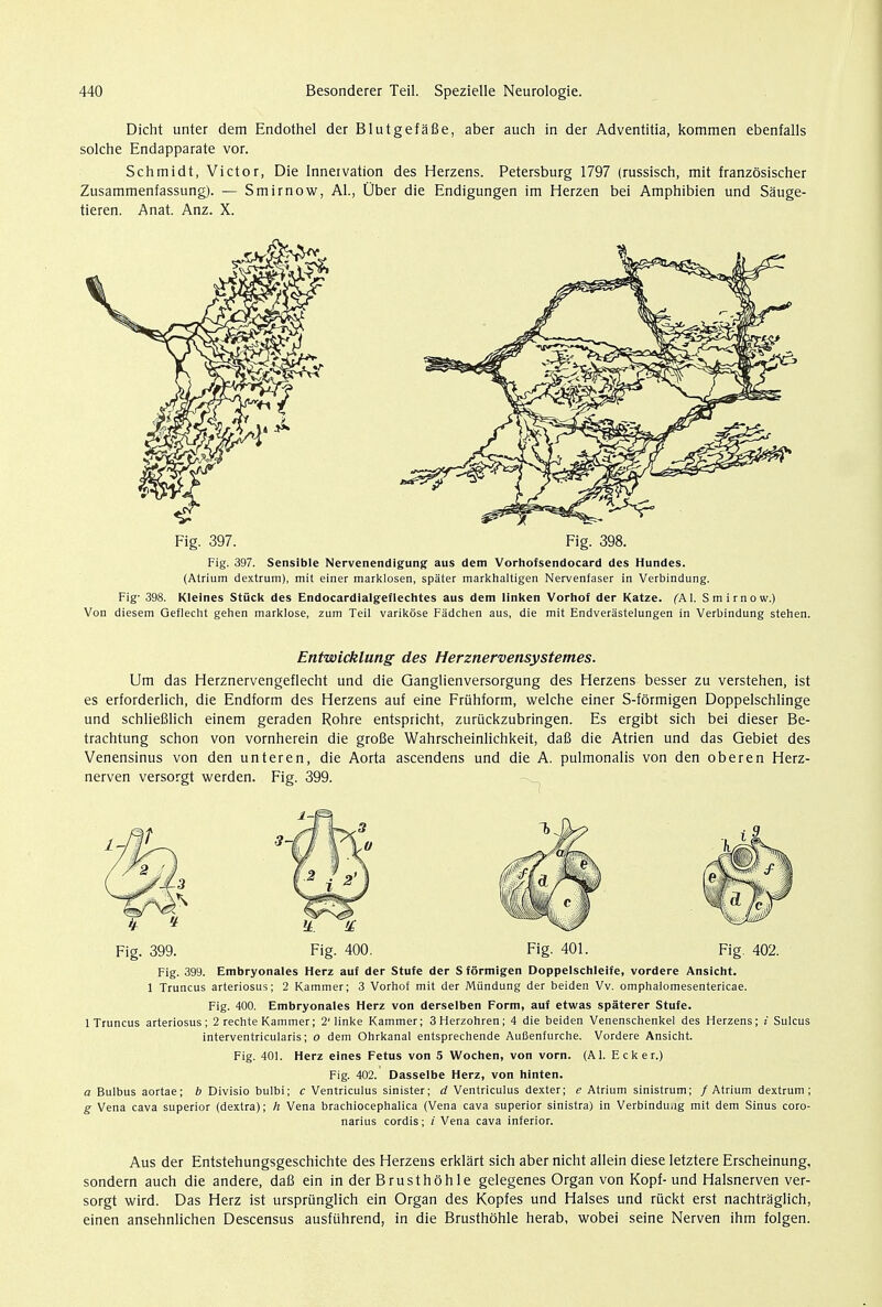 Dicht unter dem Endothel der Blutgefafie, aber auch in der Adventitia, kommen ebenfalls solche Endapparate vor. Schmidt, Victor, Die Innervation des Herzens. Petersburg 1797 (russisch, mit franzbsischer Zusammenfassung). — Smirnow, Al., Uber die Endigungen im Herzen bei Amphibien und Sauge- tieren. Anat. Anz. X. Fig. 397. Fig. 398. Fig. 397. Sensible Nervenendigung aus dem Vorhofsendocard des Hundes. (Atrium dextrum), mit einer marklosen, spater markhaltigen Nervenfaser in Verbindung. Fig- 398. Kleines Stuck des Endocardialgeflechtes aus dem linken Vorhof der Katze. (Al. Smirnow.) Von diesem Geflecht gehen marklose, zum Teil varikose Fadchen aus, die mit Endverastelungen in Verbindung stehen. Entwicklung des Herznervensystemes. Um das Herznervengeflecht und die Ganglienversorgung des Herzens besser zu verstehen, ist es erforderlich, die Endform des Herzens auf eine Friihform, welche einer S-fbrmigen Doppelschlinge und schliefilich einem geraden Rohre entspricht, zuruckzubringen. Es ergibt sich bei dieser Be- trachtung schon von vornherein die groBe Wahrscheinlichkeit, dafi die Atrien und das Gebiet des Venensinus von den unteren, die Aorta ascendens und die A. pulmonalis von den oberen Herz- nerven versorgt werden. Fig. 399. Fig. 399. Fig. 400. Fig. 401. Fig. 402. Fig. 399. Embryonales Herz auf der Stufe der S formigen Doppelschleife, vordere Ansicht. 1 Truncus arteriosus; 2 Kammer; 3 Vorhof mit der Mtindung der beiden Vv. omphalomesentericae. Fig. 400. Embryonales Herz von derselben Form, auf etwas spaterer Stufe. 1 Truncus arteriosus; 2 rechte Kammer; 2'linke Kammer; 3Herzohren; 4 die beiden Venenschenkel des Herzens; i Sulcus interventricularis; o dem Ohrkanal entsprechende Aufienfurche. Vordere Ansicht. Fig. 401. Herz eines Fetus von 5 Wochen, von vorn. (Al. Ecker.) Fig. 402. Dasselbe Herz, von hinten. a Bulbus aortae; b Divisio bulbi; c Ventriculus sinister; d Ventriculus dexter; e Atrium sinistrum; / Atrium dextrum ; g Vena cava superior (dexlra); h Vena brachiocephalica (Vena cava superior sinistra) in Verbindu.ig mit dem Sinus coro- narius cordis; i Vena cava inferior. Aus der Entstehungsgeschichte des Herzens erklart sich aber nicht allein diese letztere Erscheinung, sondern auch die andere, dafi ein in der Brusthohle gelegenes Organ von Kopf- und Halsnerven ver- sorgt wird. Das Herz ist urspriinglich ein Organ des Kopfes und Halses und riickt erst nachtraglich, einen ansehnlichen Descensus ausfuhrend, in die Brusthohle herab, wobei seine Nerven ihm folgen.