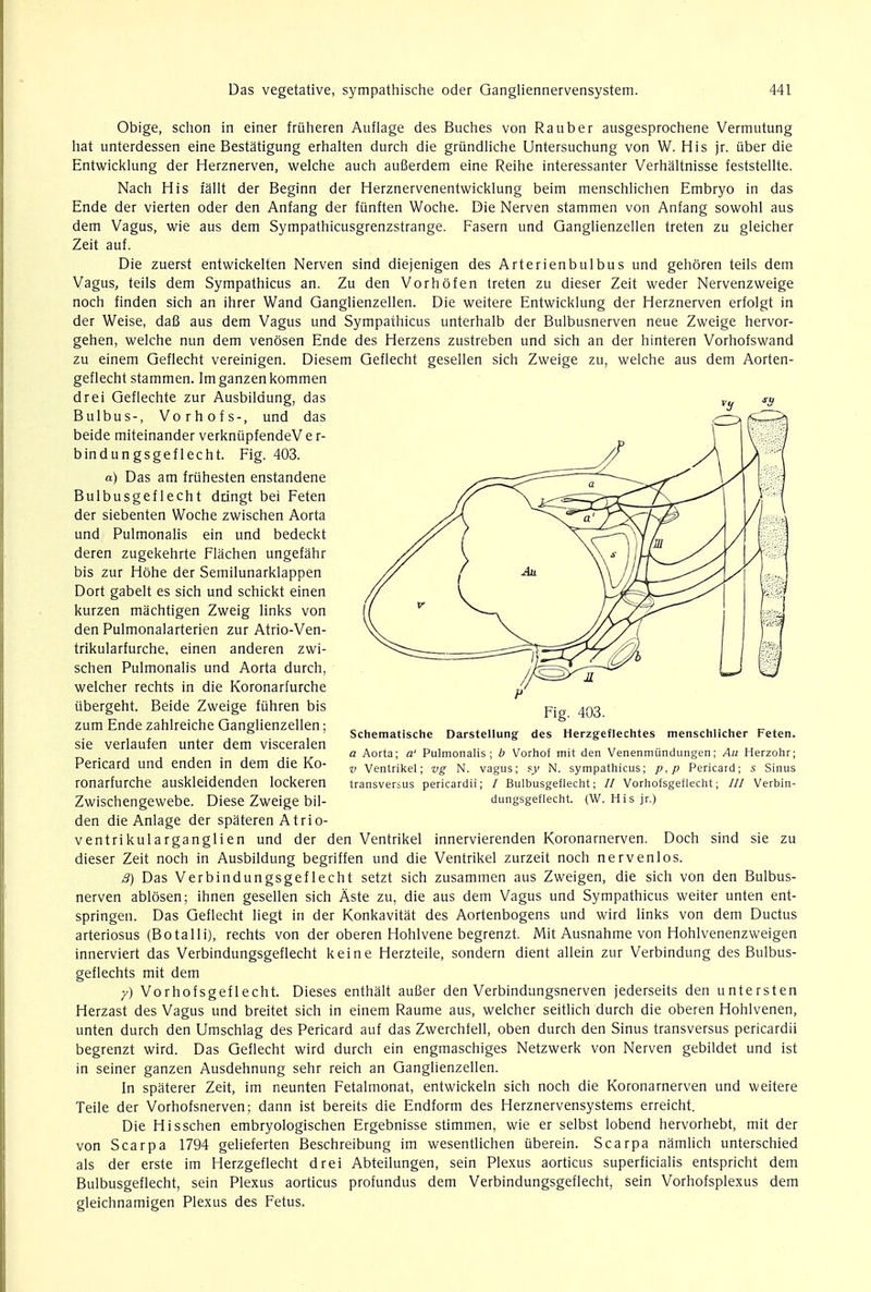 Obige, schon in einer friiheren Auflage des Buches von Rauber ausgesprochene Vermutung hat unterdessen eine Bestatigung erhalten durch die griindliche Untersuchung von W. His jr. fiber die Entwicklung der Herznerven, welche auch aufierdem eine Reihe interessanter Verhaltnisse feststellte. Nach His fallt der Beginn der Herznervenentwicklung beim menschlichen Embryo in das Ende der vierten oder den Anfang der fiinften Woche. Die Nerven stammen von Anfang sowohl aus dem Vagus, wie aus dem Sympathicusgrenzstrange. Fasern und Ganglienzellen treten zu gleicher Zeit auf. Die zuerst entwickelten Nerven sind diejenigen des Arterienbulbus und gehoren teils dem Vagus, teils dem Sympathicus an. Zu den Vorhofen treten zu dieser Zeit weder Nervenzweige noch finden sich an ihrer Wand Ganglienzellen. Die weitere Entwicklung der Herznerven erfolgt in der Weise, dafi aus dem Vagus und Sympathicus unterhalb der Bulbusnerven neue Zweige hervor- gehen, welche nun dem venosen Ende des Herzens zustreben und sich an der hinteren Vorhofswand zu einem Geflecht vereinigen. Diesem Geflecht gesellen sich Zweige zu, welche aus dem Aorten- geflecht stammen. Imganzenkommen drei Geflechte zur Ausbildung, das Bulbus-, Vorhofs-, und das beide miteinander verkniipfendeV e r- bindungsgeflecht. Fig. 403. a) Das am friihesten enstandene Bulbusgeflecht dringt bei Feten der siebenten Woche zwischen Aorta und Pulmonalis ein und bedeckt deren zugekehrte Flachen ungefahr bis zur Hohe der Semilunarklappen Dort gabelt es sich und schickt einen kurzen machtigen Zweig links von den Pulmonalarterien zur Atrio-Ven- trikularfurche, einen anderen zwi- schen Pulmonalis und Aorta durch, welcher rechts in die Koronarfurche iibergeht. Beide Zweige ftihren bis zum Ende zahlreiche Ganglienzellen; sie verlaufen unter dem visceralen Pericard und enden in dem die Ko- ronarfurche auskleidenden lockeren Zwischengewebe. Diese Zweige bil- den die Anlage der spateren Atrio- ventrikularganglien und der den Ventrikel innervierenden Koronarnerven. Doch sind sie zu dieser Zeit noch in Ausbildung begriffen und die Ventrikel zurzeit noch nervenlos. 8) Das Verbindungsgeflecht setzt sich zusammen aus Zweigen, die sich von den Bulbus- nerven ablosen; ihnen gesellen sich Aste zu, die aus dem Vagus und Sympathicus weiter unten ent- springen. Das Geflecht liegt in der Konkavitat des Aortenbogens und wird links von dem Ductus arteriosus (Botalli), rechts von der oberen Hohlvene begrenzt. Mit Ausnahme von Hohlvenenzweigen innerviert das Verbindungsgeflecht keine Herzteile, sondern dient allein zur Verbindung des Bulbus- geflechts mit dem y) Vorhofsgeflecht. Dieses enthalt aufier den Verbindungsnerven jederseits den untersten Herzast des Vagus und breitet sich in einem Raume aus, welcher seitlich durch die oberen Hohlvenen, unten durch den Umschlag des Pericard auf das Zwerchfell, oben durch den Sinus transversus pericardii begrenzt wird. Das Geflecht wird durch ein engmaschiges Netzwerk von Nerven gebildet und ist in seiner ganzen Ausdehnung sehr reich an Ganglienzellen. In spaterer Zeit, im neunten Fetalmonat, entwickeln sich noch die Koronarnerven und weitere Teile der Vorhofsnerven; dann ist bereits die Endform des Herznervensystems erreicht. Die Hisschen embryologischen Ergebnisse stimmen, wie er selbst lobend hervorhebt, mit der von Scarpa 1794 gelieferten Beschreibung im wesentlichen uberein. Scarpa namlich unterschied als der erste im Herzgeflecht drei Abteilungen, sein Plexus aorticus superficialis entspricht dem Bulbusgeflecht, sein Plexus aorticus profundus dem Verbindungsgeflecht, sein Vorhofsplexus dem gleichnamigen Plexus des Fetus. Fig. 403. Schematische Darstellung des Herzgeflechtes tnenschlicher Feten. a Aorta; a' Pulmonalis; b Vorhof mit den Venenmiindungen; An Herzohr; v Ventrikel; vg N. vagus; sy N. sympathicus; p,p Pericard; 5 Sinus transversus pericardii; / Bulbusgeflecht; // Vorhofsgeflecht; /// Verbin- dungsgeflecht. (W. His jr.)