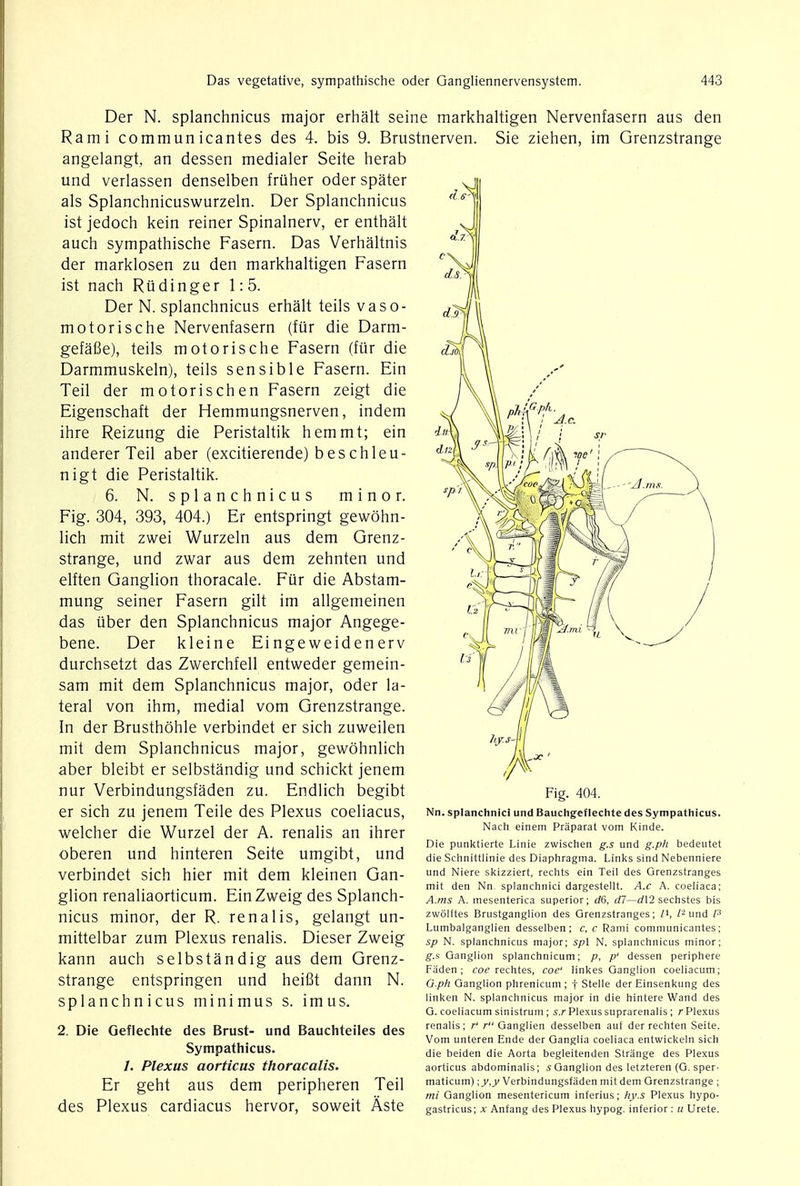 Der N. splanchnicus major erhalt seine markhaltigen Nervenfasern aus den Rami communicantes des 4. bis 9. Brustnerven angelangt, an dessen medialer Seite herab und verlassen denselben friiher oder spater als Splanchnicuswurzeln. Der Splanchnicus ist jedoch kein reiner Spinalnerv, er enthalt auch sympathische Fasern. Das Verhaltnis der marklosen zu den markhaltigen Fasern ist nach Rudinger 1: 5. Der N. splanchnicus erhalt teils vaso- motorische Nervenfasern (fur die Darm- gefafie), teils motorische Fasern (fur die Darmmuskeln), teils sensible Fasern. Ein Teil der motorischen Fasern zeigt die Eigenschaft der Hemmungsnerven, indem ihre Reizung die Peristaltik hemmt; ein anderer Teil aber (excitierende) beschleu- nigt die Peristaltik. 6. N. splanchnicus minor. Fig. 304, 393, 404.) Er entspringt gewohn- lich mit zwei Wurzeln aus dem Grenz- strange, und zwar aus dem zehnten und elften Ganglion thoracale. Fur die Abstam- mung seiner Fasern gilt im allgemeinen das uber den Splanchnicus major Angege- bene. Der kleine Eingeweidenerv durchsetzt das Zwerchfell entweder gemein- sam mit dem Splanchnicus major, oder la- teral von ihm, medial vom Grenzstrange. In der Brusthohle verbindet er sich zuweilen mit dem Splanchnicus major, gewohnlich aber bleibt er selbstandig und schickt jenem nur Verbindungsfaden zu. Endlich begibt er sich zu jenem Teile des Plexus coeliacus, welcher die Wurzel der A. renalis an ihrer oberen und hinteren Seite umgibt, und verbindet sich hier mit dem kleinen Gan- glion renaliaorticum. EinZweig des Splanch- nicus minor, der R. renalis, gelangt un- mittelbar zum Plexus renalis. Dieser Zweig kann auch selbstandig aus dem Grenz- strange entspringen und heifit dann N. splanchnicus minimus s. imus. Sie Ziehen, im Grenzstrange 2. Die Geflechte des Brust- und Bauchteiles des Sympathicus. /. Plexus aorticus thoracalis. Er geht aus dem peripheren Teil des Plexus cardiacus hervor, soweit Aste Fig. 404. Nn. splanchnici und Bauchgeflechte des Sympathicus. Nach einem Praparat vom Kinde. Die punktierte Linie zwischen g.s und g.ph bedeutet die Schnittlinie des Diaphragma. Links sind Nebenniere und Niere skizziert, rechts ein Teil des Grenzstranges mit den Nn splanchnici dargestellt. A.c A. coeliaca; A.ms A. mesenterica superior; rf6, dl—d\2 sechstes bis zwolftes Brustganglion des Grenzstranges; /i, I2 und P Lumbalganglien desselben ; c, c Rami communicantes; sp N. splanchnicus major; spl N. splanchnicus minor; g.s Ganglion splanchnicum; p' dessen periphere Faden; coe rechtes, coe' linkes Ganglion coeliacum; G.ph Ganglion phrenicum ; f Stelle der Einsenkung des linken N. splanchnicus major in die hintere Wand des G. coeliacum sinistrum ; s.r Plexus suprarenalis ; r Plexus renalis; r' r Ganglien desselben auf der rechten Seite. Vom unteren Ende der Ganglia coeliaca entwickeln sich die beiden die Aorta begleitenden Strange des Plexus aorticus abdominalis; s Ganglion des letzteren (G. sper- maticum);y,y Verbindungsfaden mit dem Grenzstrange ; mi Ganglion mesentericum inferius; hy.s Plexus hypo- gastricus; x Anfang des Plexus hypog. inferior : u Urete.