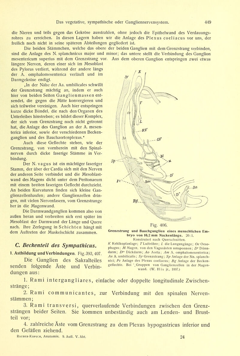 die Nieren und teils gegen das Gekrose ausstrahlen, ohne jedoch die Epithelwand des Verdauungs- rohres zu erreichen. In diesen Lagern haben wir die Anlage des Plexus coeliacus vor uns, der freilich noch nicht in seine spateren Abteilungen gegliedert ist. Die beiden Stammchen, welche das obere der beiden Ganglien mit dem Grenzstrang verbinden, sind die Anlage des N. splanchnicus major und minor; das untere stellt die Verbindung des Ganglion mesentericum superius mit dem Grenzstrang vor. Aus dem oberen Ganglion entspringen zwei etwas langere Nerven, deren einer sich im Mesoblast des Pylorus verliert. wahrend der andere langs der A. omphalomesenterica verlauft und im Darmgekrose endigt. „In der Nahe der Aa. umbilicales schwillt der Grenzstrang machtig an, indem er auch hier von beiden Seiten Ganglienmassen ent- sendet, die gegen die Mitte konvergieren und sich teilweise vereinigen. Auch hier entspringen kurze dicke Biindel, die nach den Organen des Unterleibes hinstreben; es bildet dieser Komplex, der sich vom Grenzstrang noch nicht getrennt hat, die Anlage des Ganglion an der A. mesen- terica inferior, sowie der verschiedenen Becken- ganglien und des Bauchaortenplexus. Auch diese Geflechte stehen, wie der Grenzstrang, von vornherein mit den Spinal- nerven durch dicke faserige Stamme in Ver- bindung. Der N. vagus ist ein machtiger faseriger Stamm, der tiber derCardia sich mit den Nerven der anderen Seite verbindet und die Mesoblast- wand des Magens dicht unter dem Peritonaeum mit einem breiten faserigen Geflecht durchzieht. An beiden Kurvaturen finden sich kleine Gan- glienzellenhaufen; andere Ganglienzellen drin- gen, mit vielen Nervenfasern, vom Grenzstrange her in die Magenwand. Die Darmwandganglien kommen also von aufien heran und verbreiten sich erst spater im Mesoblast der Darmwand der Lange und Quere nach. Ihre Zerlegung inSchichten hangt mit dem Auftreten der Muskelschicht zusammen. C. Beckenteil des Sympathicus. 1. Astbildung und Verbindungen. Fig. 393,407. Die Ganglien des Sakralteiles senden folgende Aste und Verbin- dungen aus: 1. Rami intergangliares, einfache oder doppelte longitudinale Zwischen- strange; 2. Rami communicantes, zur Verbindung mit den spinalen Nerven- stammen; 3. Rami transversi, querverlaufende Verbindungen zwischen den Grenz- strangen beider Seiten. Sie kommen unbestandig auch am Lenden- und Brust- teil vor; 4. zahlreiche Aste vom Grenzstrang zu dem Plexus hypogastricus inferior und den Gefafien ziehend. Rauber-Kopsch, Anatomie. 9. Aufl. V. Abt. 24 Fig. 406. Grenzstrang und Bauchganglien eines menschlichen Em- bryo von 10,2 mm Nackenlange. 20:1. Konstruiert nach Querschnitten. K Kehlkopfanlage; 7Luftrohre; L die Lungengange; Oe Oeso- phagus; M Magen, von den Vagusasten umsponnen; D' Dtinn- darm; D Dickdarm; Ao Aorta; Am A. omphalomesenterica; Au A. umbilicalis; Sy Grenzstrang; Sp Anlage der Nn. splanch- nici; Pc Anlage des Plexus coeliacus; Bg Anlage der Becken- geflechte. Bei '_Gruppen von Ganglienzellen in der Magen- wand. (W. His jr., 1897.)