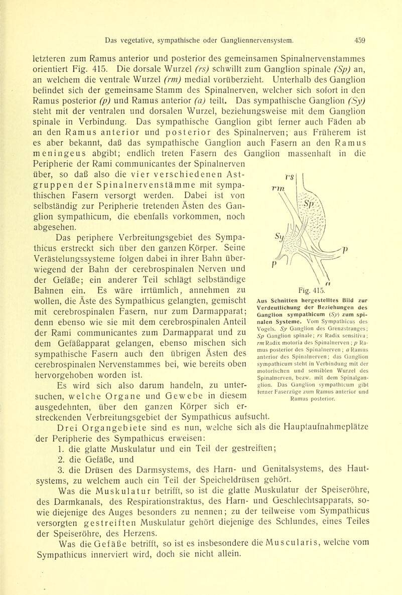 letzteren zum Ramus anterior und posterior des gemeinsamen Spinalnervenstammes orientiert Fig. 415. Die dorsale Wurzel (rs) schwillt zum Ganglion spinale (Sp) an, an welchem die ventrale Wurzel (rm) medial voruberzieht. Unterhalb des Ganglion befindet sich der gemeinsame Stamm des Spinalnerven, welcher sich sofort in den Ramus posterior (p) und Ramus anterior (a) teilt. Das sympathische Ganglion (Sy) steht mit der ventralen und dorsalen Wurzel, beziehungsweise mit dem Ganglion spinale in Verbindung. Das sympathische Ganglion gibt ferner auch Faden ab an den Ramus anterior und posterior des Spinalnerven; aus Fruherem ist es aber bekannt, dafi das sympathische Ganglion auch Fasern an den Ramus meningeus abgibt; endlich treten Fasern des Ganglion massenhaft in die Peripherie der Rami communicantes der Spinalnerven iiber, so dafi also die vier verschiedenen Ast- gruppen der Spinalnervenstamme mit sympa- thischen Fasern versorgt werden. Dabei ist von selbstandig zur Peripherie tretenden Asten des Gan- glion sympathicum, die ebenfalls vorkommen, noch abgesehen. Das periphere Verbreitungsgebiet des Sympa- thies erstreckt sich uber den ganzen Korper. Seine Verastelungssysteme folgen dabei in ihrer Bahn uber- wiegend der Bahn der cerebrospinalen Nerven und der Gefafie; ein anderer Teil schlagt selbstandige Bahnen ein. Es ware irrtiimlich, annehmen zu wollen, die Aste des Sympathicus gelangten, gemischt mit cerebrospinalen Fasern, nur zum Darmapparat; denn ebenso wie sie mit dem cerebrospinalen Anteil der Rami communicantes zum Darmapparat und zu dem Gefafiapparat gelangen, ebenso mischen sich sympathische Fasern auch den ubrigen Asten des cerebrospinalen Nervenstammes bei, wie bereits oben hervorgehoben worden ist. Es wird sich also darum handeln, zu unter- suchen, welche Organe und Gewebe in diesem ausgedehnten, uber den ganzen Korper sich er- streckenden Verbreitungsgebiet der Sympathicus aufsucht. Drei Organgebiete sind es nun, welche sich als die Hauptaufnahmeplatze der Peripherie des Sympathicus erweisen: 1. die glatte Muskulatur und ein Teil der gestreiften; 2. die Gefafie, und 3. die Drusen des Darmsystems, des Ham- und Genitalsystems, des Haut- systems, zu welchem auch ein Teil der Speicheldrusen gehort. Was die Muskulatur betrifft, so ist die glatte Muskulatur der Speiserohre, des Darmkanals, des Respirationstraktus, des Harn- und Geschlechtsapparats, so- wie diejenige des Auges besonders zu nennen; zu der teilweise vom Sympathicus versorgten gestreiften Muskulatur gehort diejenige des Schlundes, eines Teiles der Speiserohre, des Herzens. Was die Gefafie betrifft, so ist es insbesondere die Muscularis, welche vom Sympathicus innerviert wird, doch sie nicht allein. Fig. 415. Aus Schnitten hergestelltes Blld zur Verdeutlichung der Beziehungen des Ganglion sympathicum (Sy) zum spi- nalen Systeme. Vom Sympathicus des Vogels. Sy Ganglion des Grenzslranges; Sp Ganglion spinale; rs Radix sensitiva; rm Radix motoria des Spinalnerven ; p Ra- mus posterior des Spinalnerven; a Ramus anterior des Spinalnerven; das Ganglion sympathicum steht in Verbindung mit der motorischen und sensiblen Wurzel des Spinalnerven, bezw. mit dem Spinalgan- glion. Das Ganglion sympathicum gibt ferner Faserziige zum Ramus anterior und Ramus posterior.