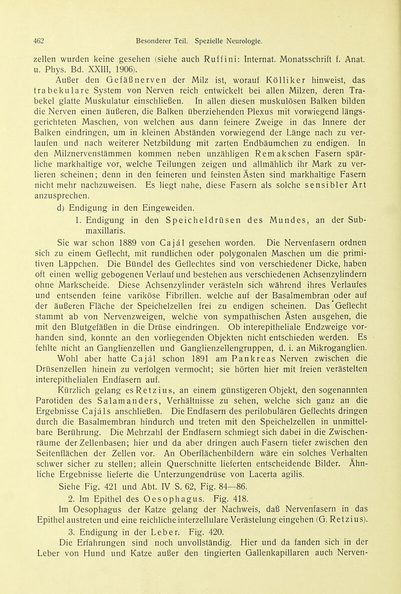 zellen wurden keine gesehen (siehe auch Ruffini: Internat. Monatsschrift f. Anat. u. Phys. Bd. XXIII, 1906). Au8er den GefafS nerven der Milz ist, worauf Kolliker hinweist, das trabekulare System von Nerven reich entwickelt bei alien Milzen, deren Tra- bekel glatte Muskulatur einschliefien. In alien diesen muskulosen Balken bilden die Nerven einen auBeren, die Balken iiberziehenden Plexus mit vorwiegend langs- gerichteten Maschen, von welchen aus dann feinere Zweige in das Innere der Balken eindringen, um in kleinen Abstanden vorwiegend der Lange nach zu ver- laufen und nach weiterer Netzbildung mit zarten Endbaumchen zu endigen. In den Milznervenstammen kommen neben unzahligen Remakschen Fasern spar- liche markhaltige vor, welche Teilungen zeigen und allmahlich ihr Mark zu ver- lieren scheinen; denn in den feineren und feinsten Asten sind markhaltige Fasern nicht mehr nachzuweisen. Es Hegt nahe, diese Fasern als solche sensibler Art anzusprechen. d) Endigung in den Eingeweiden. 1. Endigung in den Speicheldriisen des Mundes, an der Sub- maxillaris. Sie war schon 1889 von Cajal gesehen worden. Die Nervenfasern ordnen sich zu einem Geflecht, mit rundlichen oder polygonalen Maschen um die primi- tiven Lappchen. Die Bundel des Geflechtes sind von verschiedener Dicke, haben oft einen wellig gebogenen Verlauf und bestehen aus verschiedenen Achsenzylindern ohne Markscheide. Diese Achsenzylinder verasteln sich wahrend ihres Verlaufes und entsenden feine varikose Fibrillen, welche auf der Basalmembran oder auf der aufieren Flache der Speichelzellen frei zu endigen scheinen. Das Geflecht stammt ab von Nervenzweigen, welche von sympathischen Asten ausgehen, die mit den Blutgefafien in die Druse eindringen. Ob interepitheliale Endzweige vor- handen sind, konnte an den vorliegenden Objekten nicht entschieden werden. Es fehlte nicht an Ganglienzellen und Ganglienzellengruppen, d. i. an Mikroganglien. Wohl aber hatte Cajal schon 1891 am Pankreas Nerven zwischen die Drusenzellen hinein zu verfolgen vermocht; sie hbrten hier mit freien verastelten interepithelialen Endfasern auf. Kiirzlich gelang esRetzius, an einem gunstigeren Objekt, den sogenannten Parotiden des Salamanders, Verhaltnisse zu sehen, welche sich ganz an die Ergebnisse Cajals anschliefien. Die Endfasern des perilobularen Geflechts dringen durch die Basalmembran hindurch und treten mit den Speichelzellen in unmittel- bare Beriihrung. Die Mehrzahl der Endfasern schmiegt sich dabei in die Zwischen- raume der Zellenbasen; hier und da aber dringen auch Fasern tiefer zwischen den Seitenflachen der Zellen vor. An Oberflachenbildern ware ein solches Verhalten schwer sicher zu stellen; allein Querschnitte lieferten entscheidende Bilder. Ahn- liche Ergebnisse lieferte die Unterzungendruse von Lacerta agilis. Siehe Fig. 421 und Abt. IV S. 62, Fig. 84—86. 2. Im Epithel des Oesophagus. Fig. 418. Im Oesophagus der Katze gelang der Nachweis, dafi Nervenfasern in das Epithel austreten und eine reichlicheinterzellulare Verastelung eingehen (G. Retzius). 3. Endigung in der Leber. Fig. 420. Die Erfahrungen sind noch unvollstandig. Hier und da fanden sich in der Leber von Hund und Katze aufier den tingierten Gallenkapillaren auch Nerven-