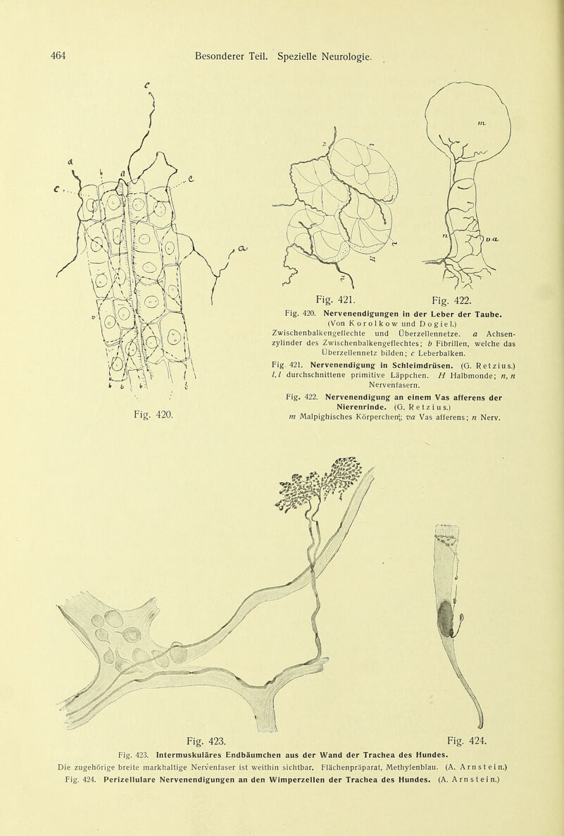 Fig. 420. Fig. 421. Fig. 422. Fig. 420. Nervenendigungen in der Leber der Taube. (Von Korolkow und Dogiel.) Zwischenbalkengeflechte und Uberzellennetze. a Achsen- zylinder des Zwischenbalkengeflechtes; b Fibrillen, welche das Oberzellennetz bilden; c Leberbalken. Fig. 421. Nervenendigung in Schleimdriisen. (G. Retzius.) /, / durchschnittene primitive Lappchen. H Halbmonde; n, n Nervenfasern. Fig. 422. Nervenendigung an einem Vas afferens der Nierenrinde. (G, Retzius.) m Malpighisches Korperchen;; va Vas afferens; n Nerv. Fig. 423. Intermuskulares Endbaumchen aus der Wand der Trachea des Hundes. Die zugehorige breite markhaltige Nervenfaser ist weithin sichtbar. Fiachenpra'parat, Metliylenblau. (A. Arnstein.) Fig. 424. Perizellulare Nervenendigungen an den Wimperzellen der Trachea des Hundes. (A. Arnstein.)