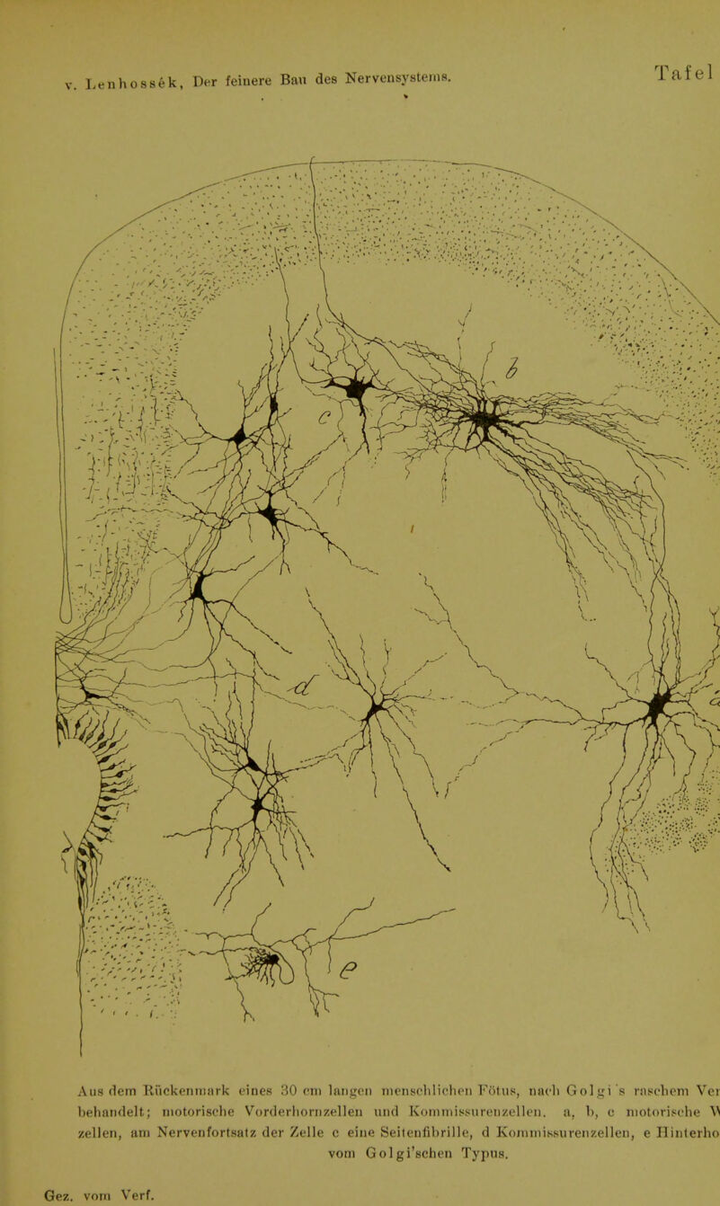 Aus dem Riickenmark eines 30 cm laiigoii niensclilicheu F6tus, nacli Golgi s rascliem Vei behaiidelt; niotorische Vorderhonizelleii und Koniniii^surenzelleii. a, h, c iiiotorisehe V zellen, am Nervenfortsatz der Zelle c eine Seitenfibrille, d Kommissureiizelleu, e Hiiilerho vom Golgi'schen Typus. Tafel