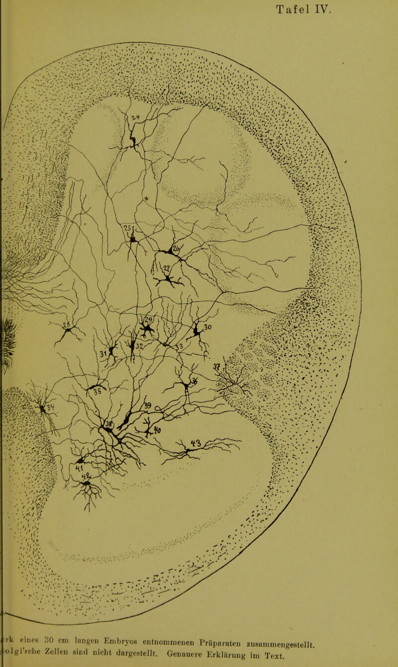 rk eines 30 cm langen Embryos entnommenen Pruparaten zusammengestellt. olgi'fche Zellen aicd nicht dargestellt. Genauere ErklUruiig im Text.