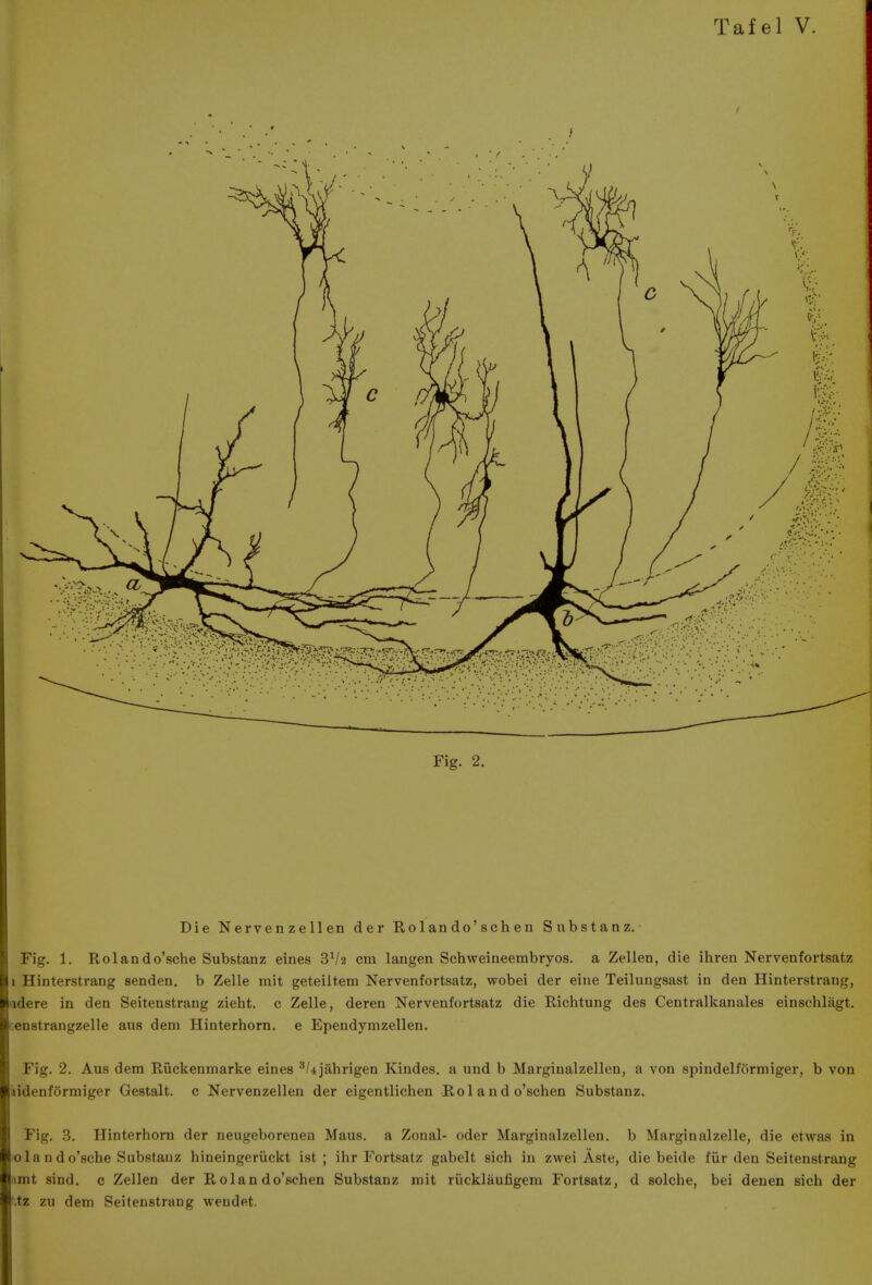 Die Nervenzellen der Rolan do'sch en Substanz. Fig. 1. Rolando'sche Substanz eines 3V2 cm langen Schweineembryos. a Zellen, die ihren Nervenfortsatz 1 Hinterstrang senden. b Zelle rait geteiltem Nervenfortsatz, wobei der eine Teilungsast in den Hinterstrang, adere in den Seitenstrang zieht. c Zelle, deren Nervenfortsatz die Richtung des Centralkanales einschlagt. -enstrangzelle aus dem Hinterhorn. e Ependymzellen. Fig. 2. Aus dera Riickenmarke eines ^/ijahrigen Kindes. a und b Marginal zellen, a von spindelformiger, b von iidenforraiger Gestalt. c Nervenzellen der eigentlichen Roland o'schen Substanz. Fig. 3. Hinterhorn der neugeborenen Maus. a Zonal- oder Marginalzellen. b Marginalzelle, die etwas in olan do'sche Substauz hineingeriickt ist ; ihr Fortsatz gabelt sich in zwei Aste, die beide fiir den Seitenstrang imt sind. c Zellen der Rolan do'schen Substanz mit riicklaufigem Fortsatz, d solche, bei denen sich der '.tz zu dem Seitenstrang weudet.