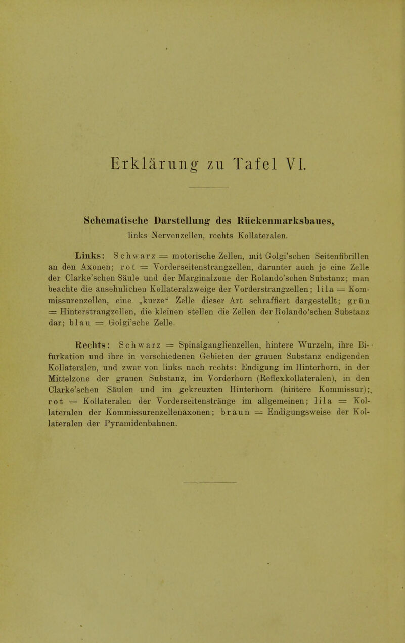 Schematische Darstelluiig^ des Riickenmarksbaues, links Nervenzellen, rechts Kollateralen. Links: Schwarz= motorische Zellen, mit Golgi'schen Seitenfibrillen an den Axonen; rot = Vorderseitenstrangzellen, darunter auch je eine Zelle der Clarke'schen Saule und der Marginalzone der Rolando'schen Substanz; man beachte die ansehnlichen Kollateralzweige der Vorderstrangzellen ; lila = Kom- missurenzellen, eine ^kurze Zelle dieser Art schraffiert dargestellt; griin = Hinterstrangzellen, die kleinen stellen die Zellen der Rolando'schen Substanz dar; blau = Golgi'sche Zelle. Rechts: Schwarz = Spinalganglienzellen, hintere Wurzeln, ihre Bi-• furkation und ihre in verschiedenen Gebieten der grauen Substanz endigenden Kollateralen, und zwar von links nach rechts: Endigung im Hinterhorn, in der Mittelzone der grauen Substanz, im Vorderhorn (ReflexkoUateralen), in den Clarke'schen Saulen und im gekreuzten Hinterhorn (hintere Komniissur);. rot = Kollateralen der Vorderseitenstrange im allgemeinen; lila = Kol- lateralen der Kommissurenzellenaxonen; braun — Endigungsweise der Kol- lateralen der Pyramidenbahnen.