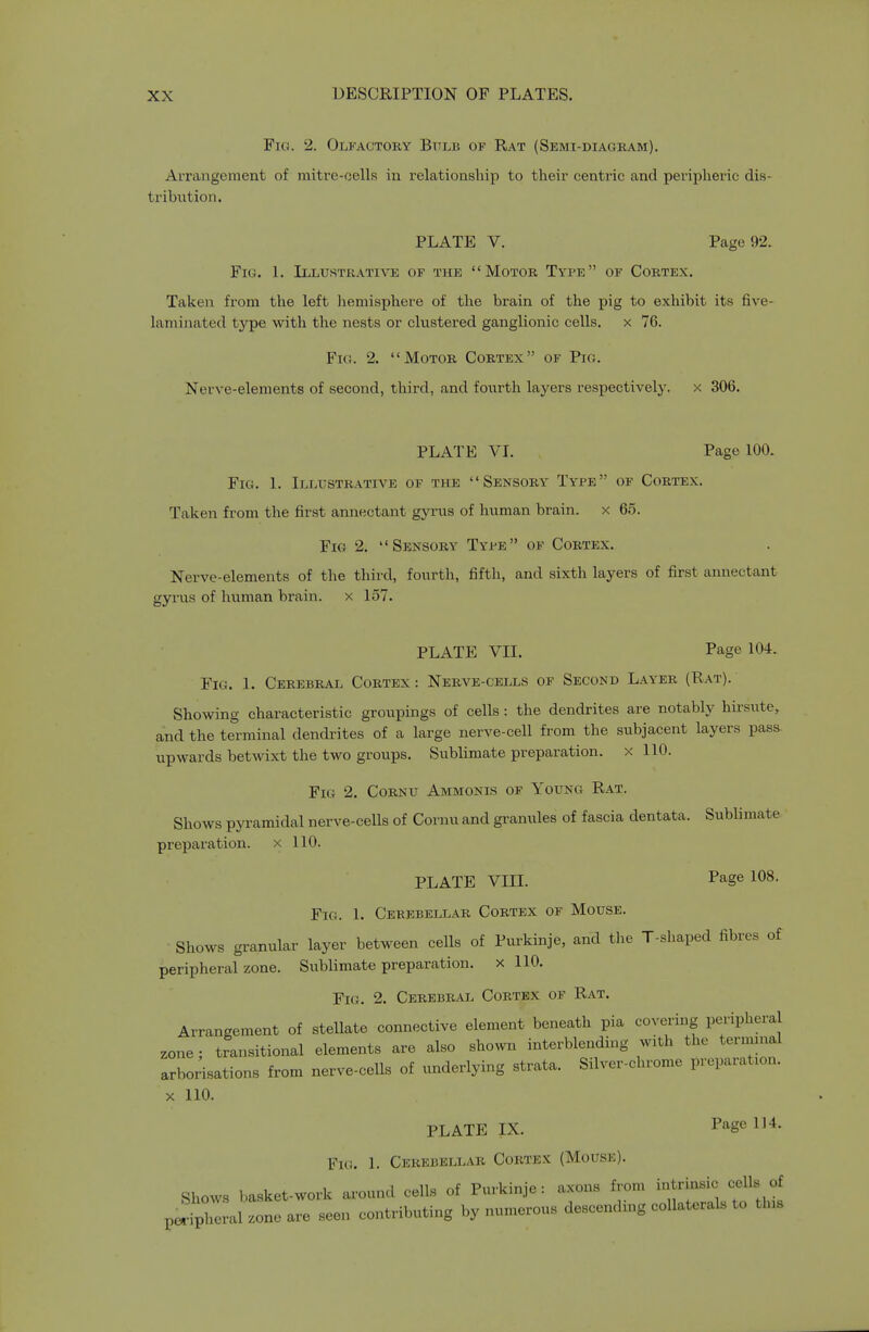 Fig. 2. Olfactory Bulb of Rat (Semi-diagram). Arrangeraent of mitre-oells in I'elationship to their centric and peripheric dis- tribution. PLATE V. Page 92. Fig. 1. Illustrative of the Motor Type of Cortex. Taken from the left Iiemisphere of the brain of the pig to exhibit its five- laniinated type with the nests or clustered ganglionic cells, x 76. Fig. 2. Motor Cortex of Pig. Nerve-elements of second, third, and fourth layers respective!)-. x 306. PLATE VI. Page 100. Fig. 1. Illustrative of the Sensory Type of Cortex. Taken from the first annectant gyrus of human brain, x 65. Fig 2. Sensory Type of Cortex. Nerve-elements of the third, fourth, fifth, and sixth layers of first annectant gyi'us of human brain, x 157. PLATE VII. Page 104. Fig. 1. Cerebral Cortex : Nerve-cells of Second Layer (Rat). Showing characteristic groupings of cells : the dendrites are notably hursute, and the terminal dendi-ites of a large nerve-cell from the subjacent layers pass upwards betwixt the two groups. Sublimate preparation, x 110. Fig 2. Cornu Ammonis of Young Rat. Shows pyramidal nerve-cells of Cornu and granules of fascia dentata. Sublimate preparation, x 110. PLATE VIII. Page 108. Fig. 1. Cerebellar Cortex of Mouse. Shows granular layer between cells of Purkinje, and the T-shaped fibres of peripheral zone. Sublimate preparation, x 110. Fig. 2. Cerebral Cortex of Rat. Arrangement of stellate connective element beneath pia covering peripheral zone; transitional elements are also shown interblending with the termmal arborisations from nerve-cells of underlying strata. Silver-chrome preparation. X 110. PLATE IX. Page 114. Fig. 1. Cerebellar Corte.x (Mouse). Shows basket-work around cells of Purkinje: axons from intrinsic cells of seen contributing by numerous descending collaterals to tins