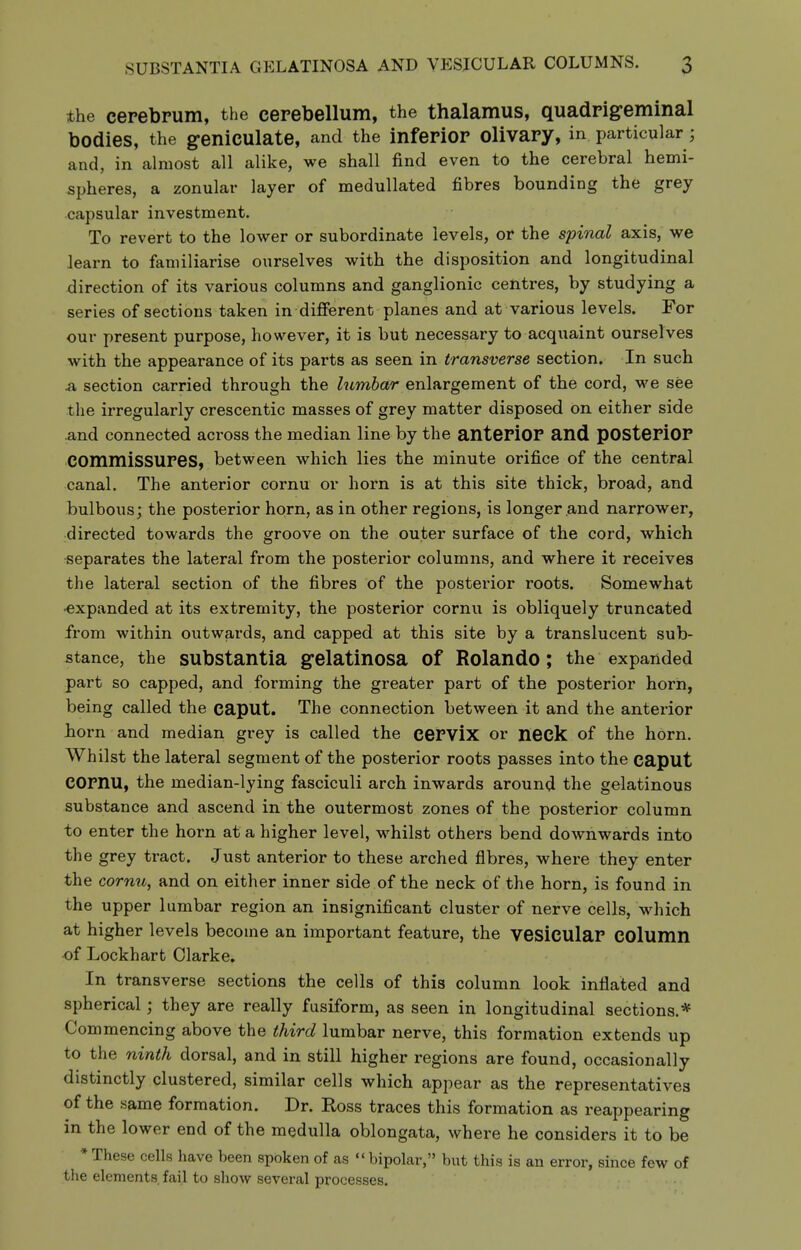 the cerebpum, the cerebellum, the thalamus, quadrigeminal bodies, the geniculate, and the inferior olivary, in particular; and, in almost all alike, we shall find even to the cerebral hemi- spheres, a zonular layer of medullated fibres bounding the grey capsular investment. To revert to the lower or subordinate levels, or the spinal axis, we learn to familiarise ourselves with the disposition and longitudinal direction of its various columns and ganglionic centres, by studying a series of sections taken in different planes and at various levels. For our present purpose, however, it is but necessary to acquaint ourselves with the appearance of its parts as seen in transverse section. In such .a section carried through the lumbar enlargement of the cord, we see the irregularly crescentic masses of grey matter disposed on either side .and connected across the median line by the anterior and posterior commissures, between which lies the minute orifice of the central canal. The anterior cornu or horn is at this site thick, broad, and bulbous; the posterior horn, as in other regions, is longer and narrower, directed towards the groove on the outer surface of the cord, which •separates the lateral from the posterior columns, and where it receives the lateral section of the fibres of the posterior roots. Somewhat ■expanded at its extremity, the posterior cornu is obliquely truncated from within outwards, and capped at this site by a translucent sub- stance, the substantia gelatinosa of Rolando; the expanded part so capped, and forming the greater part of the posterior horn, being called the caput. The connection between it and the anterior horn and median grey is called the cervlx or neck of the horn. Whilst the lateral segment of the posterior roots passes into the caput cornu, the median-lying fasciculi arch inwards around the gelatinous substance and ascend in the outermost zones of the posterior column to enter the horn at a higher level, whilst others bend downwards into the grey tract. Just anterior to these arched fibres, where they enter the cornu^ and on either inner side of the neck of the horn, is found in the upper lumbar region an insignificant cluster of nerve cells, which at higher levels become an important feature, the vesicular COlumn of Lockhart Clarke, In transverse sections the cells of this column look inflated and spherical; they are really fusiform, as seen in longitudinal sections.* Commencing above the third lumbar nerve, this formation extends up to the ninth dorsal, and in still higher regions are found, occasionally distinctly clustered, similar cells which appear as the representatives of the same formation. Dr. Ross traces this formation as reappearing in the lower end of the medulla oblongata, where he considers it to be * These cells have been spoken of as  bipolar, but this is an error, since few of the elements fail to show several processes.