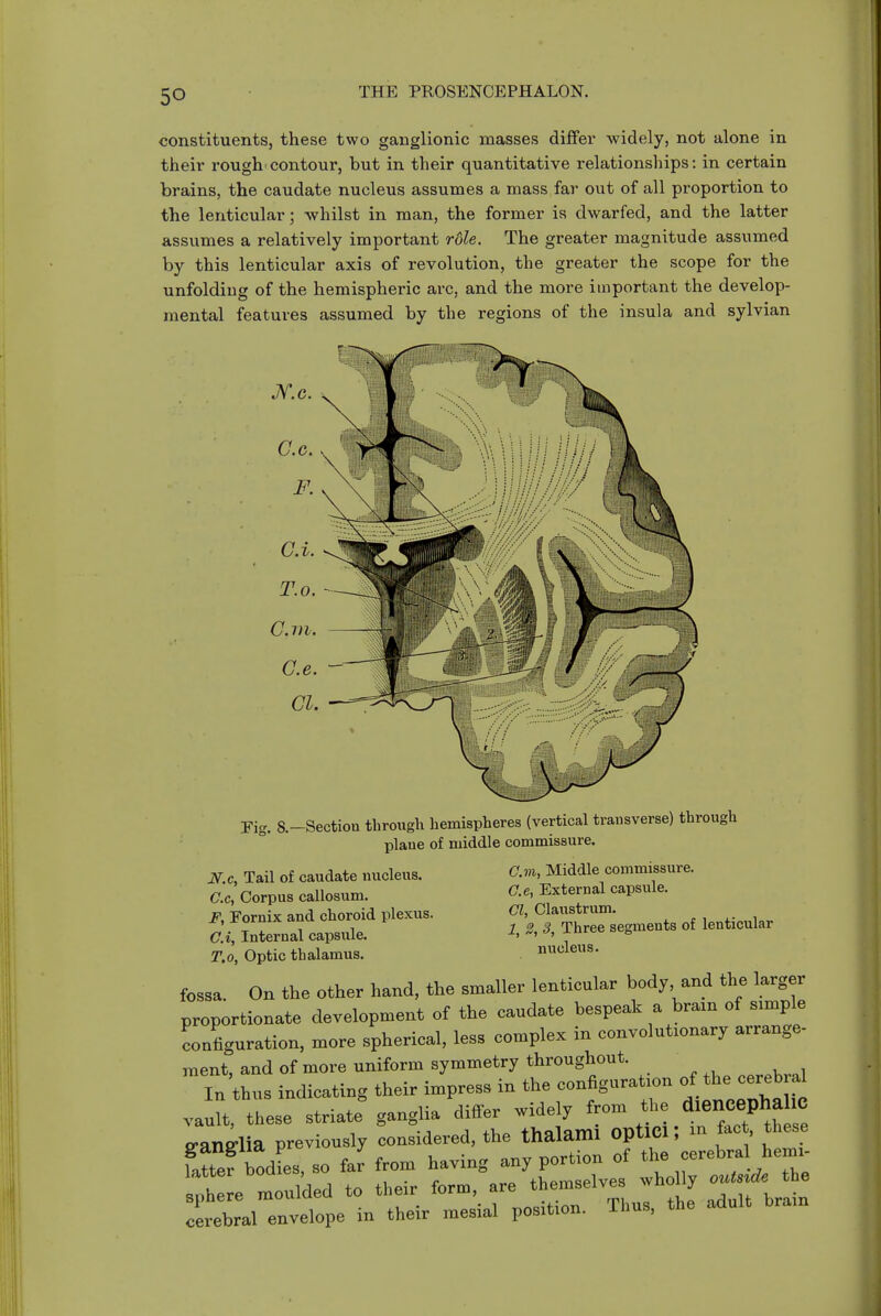 constituents, these two ganglionic masses differ widely, not alone in their rough contour, but in their quantitative relationships: in certain brains, the caudate nucleus assumes a mass far out of all proportion to the lenticular; whilst in man, the former is dwarfed, and the latter assumes a relatively important rdle. The greater magnitude assumed by this lenticular axis of revolution, the greater the scope for the unfolding of the hemispheric arc, and the more important the develop- mental features assumed by the regions of the insula and sylvian 8.-Sectiou through hemispheres (vertical transverse) through plane of middle commissure. N.c, Tail of caudate nucleus. C.c, Corpus callosum. F, Fornix and choroid plexus. C.i, Internal capsule. T.o, Optic thalamus. Cm, Middle commissure. C.e, External capsule. CI, Olaustrum. i, 2, 3, Three segments of lenticular nucleus. fossa. On the other hand, the smaller lenticular body, and the larger proportionate development of the caudate bespeak a bram of simple configuration, more spherical, less complex in convolutxonary arrange- ment and of more uniform symmetry throughout. In thus indicating their i,npres. in the coniiguration the-ebr^ vault, these striate ganglia differ widely from the diencepha C £ranilia previously considered, the thalami optlCl; m fee , these fauef bodies, so fer from having any portion of '^e -rebral hem.- snt e moulded to their form, are themselves wholly out.^de the rebral envelope in their mesial position. Thus, the adult bram