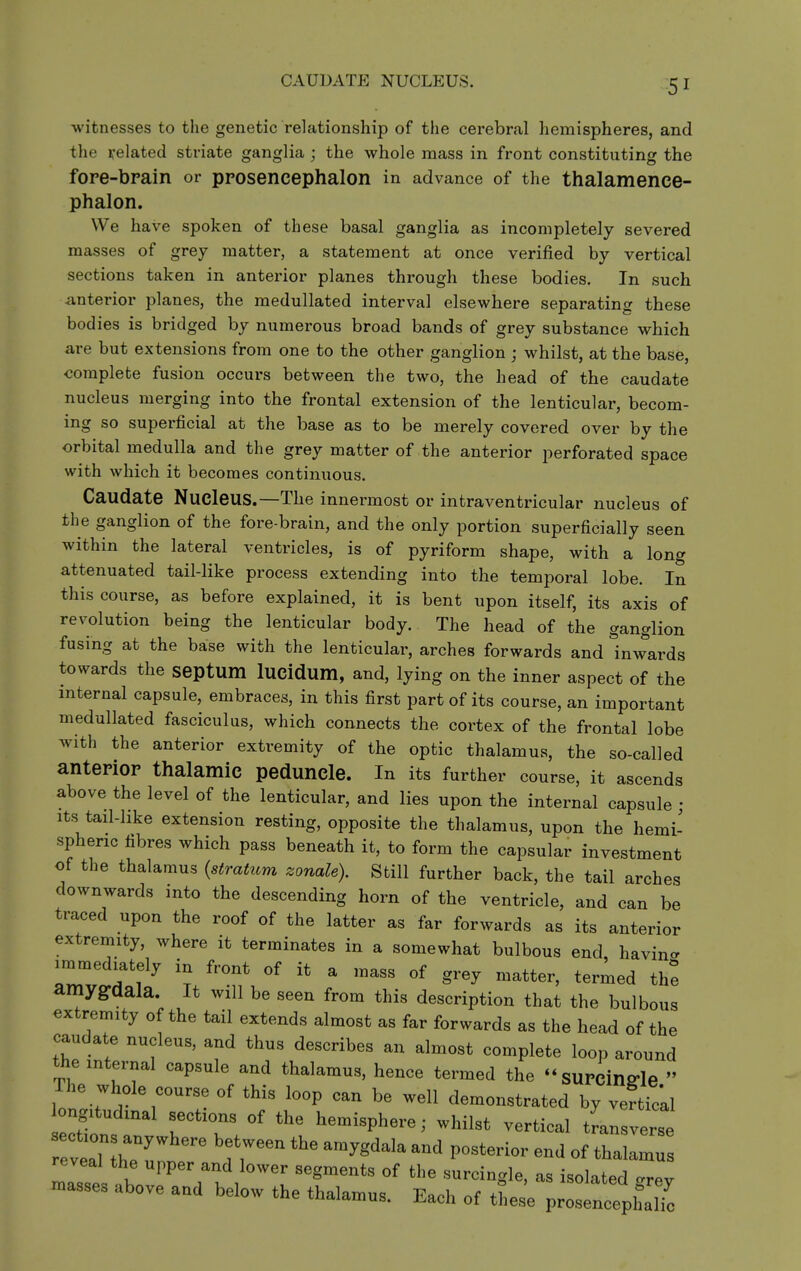 CAUDATE NUCLEUS. -witnesses to the genetic relationship of the cerebral hemispheres, and the related striate ganglia ; the whole mass in front constituting the fore-bpain or prosencephalon in advance of the thalamence- phalon. We have spoken of these basal ganglia as incompletely severed masses of grey matter, a statement at once verified by vertical sections taken in anterior planes through these bodies. In such -anterior planes, the medullated interval elsewhere separating these bodies is bridged by numerous broad bands of grey substance which are but extensions from one to the other ganglion ; whilst, at the base, complete fusion occurs between the two, the head of the caudate nucleus merging into the frontal extension of the lenticular, becom- ing so superficial at the base as to be merely covered over by the orbital medulla and the grey matter of the anterior perforated space with which it becomes continuous. Caudate Nucleus.—The innermost or intraventricular nucleus of the ganglion of the fore-brain, and the only portion superficially seen within the lateral ventricles, is of pyriform shape, with a long attenuated tail-like process extending into the temporal lobe. In this course, as before explained, it is bent upon itself, its axis of revolution being the lenticular body. The head of the ganglion fusing at the base with the lenticular, arches forwards and inwards towards the septum lucidum, and, lying on the inner aspect of the internal capsule, embraces, in this first part of its course, an important medullated fasciculus, which connects the cortex of the frontal lobe with the anterior extremity of the optic thalamus, the so-called anterior thalamic peduncle. In its further course, it ascends above the level of the lenticular, and lies upon the internal capsule • Its tail-hke extension resting, opposite the thalamus, upon the hemi' spheric fibres which pass beneath it, to form the capsular investment of the thalamus {stratum zonale). Still further back, the tail arches downwards into the descending horn of the ventricle, and can be traced upon the roof of the latter as far forwards as its anterior extremity, where it terminates in a somewhat bulbous end havin- immediately in front of it a mass of grey matter, termed the amygdala. It will be seen from this description that the bulbous extremity of the tail extends almost as far forwards as the head of the caudate nucleus, and thus describes an almost complete loop around the internal capsule and thalamus, hence termed the surcinffle  The whole course of this loop can be well demonstrated by veftTc'al ongitudinal sections of the hemisphere; whilst vertical tLI verse reveal the upper and lower segments of the surcingle, as isolated .rev masses above and below the thalamus. Each of the e prosencephali^